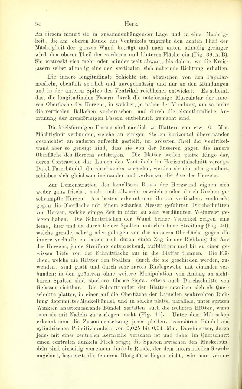 An diesem nimmt sie in zusammenhängender Lage und in einer Mächtig- keit, die am oberen Rande des Ventrikels ungefähr den achten Theil der Mächtigkeit der ganzen Wand beträgt und nach unten allmälig geringer wird, den oberen Theil der vorderen und hinteren Fläche ein (Fig. 39, A, B). Sie erstreckt sich mehr oder minder weit abwärts bis dahin, wo die Kreis- fasern selbst allmälig eine der verticalen sich nähernde Richtung erhalten. Die innere longitudinale Schichte ist, abgesehen von den Papillar- muskeln, ebenfalls spärlich und unregelmässig und nur an den Mündungen und in der unteren Spitze der Ventrikel reichlicher entwickelt. Es scheint, dass die longituclinalen Fasern durch die netzförmige Musculatur der inne- ren Oberfläche des Herzens, in welcher, je näher der Mündung, um so mehr die verticalen Bälkchen vorherrschen, und durch die eigenthümliche An- ordnung der kreisförmigen Fasern entbehrlich gemacht sind. Die kreisförmigen Fasern sind nämlich zu Blättern von etwa 0,1 Mm. Mächtigkeit verbunden, welche an einigen Stellen horizontal übereinander geschichtet, an anderen aufrecht gestellt, im grössten Theil der Ventrikel- wand aber so geneigt sind, dass sie von der äusseren gegen die innere Oberfläche des Herzens aufsteigen. Die Blätter stellen platte Ringe dar, deren Contraction das Lumen des Ventrikels im Horizontalschnitt verengt. Durch Faserbündel, die sie einander zusenden, werden sie einander genähert, schieben sich gleichsam ineinander und verkürzen die Axe des Herzens. Zur Demonstration des lamellösen Baues der Herzwand eignen sich weder ganz frische, noch auch allzusehr erweichte oder durch Kochen ge- schrumpfte Herzen. Am besten erkennt man ihn an verticalen, senkrecht gegen die Oberfläche mit einem scharfen Messer geführten Durchschnitten von Herzen, welche einige Zeit in nicht zu sehr verdünntem Weingeist ge- legen haben. Die Schnittflächen der Wand beider Ventrikel zeigen eine feine, hier und da durch tiefere Spalten unterbrochene Streifung (Fig. 40), welche gerade, schräg oder gebogen von der äusseren Oberfläche gegen die innere verläuft; sie lassen sich durch einen Zug in der Richtung der Axe des Herzens, jener Streifimg entsprechend, aufblättern und bis zu einer ge- wissen Tiefe von der Schnittfläche aus in die Blätter trennen. Die Flä- chen, welche die Blätter den Spalten, durch die sie geschieden werden, zu- wenden , sind glatt und durch sehr zartes Bindegewebe mit einander ver- bunden; in den gröberen ohne weitere Mani}Dulation von Anfang an sicht- baren Spalten sind stärkere fibröse Septa, öfters auch Durchschnitte von Gefässen sichtbar. Die Schnittränder der Blätter erweisen sich als Quer- schnitte platter, in einer auf die Oberfläche der Lamellen senkrechten Rich- tung deprimhter Muskelbündel, und in solche platte, parallele, unter spitzen Winkeln anastomosirende Bündel zerfallen auch die isolirten Blätter, wenn man sie mit Nadeln zu zerlegen sucht (Fig. 41). Unter dem Mikroskop erkennt man die Zusammensetzung jener platten, secundären Bündel aus cylinclrischen Primitivbündeln von 0,025 bis 0,04 Mm. Durchmesser, deren jedes mit einer centralen Kernreihe versehen ist und daher im Querschnitt einen centralen dunkeln Fleck zeigt; die Spalten zwischen den Muskelbün- deln sind einseitig von einem dunkeln Rande, der dem interstitiellen Gewebe angehört, begrenzt; die feineren Blutgefässe liegen nicht, wie man vermu-