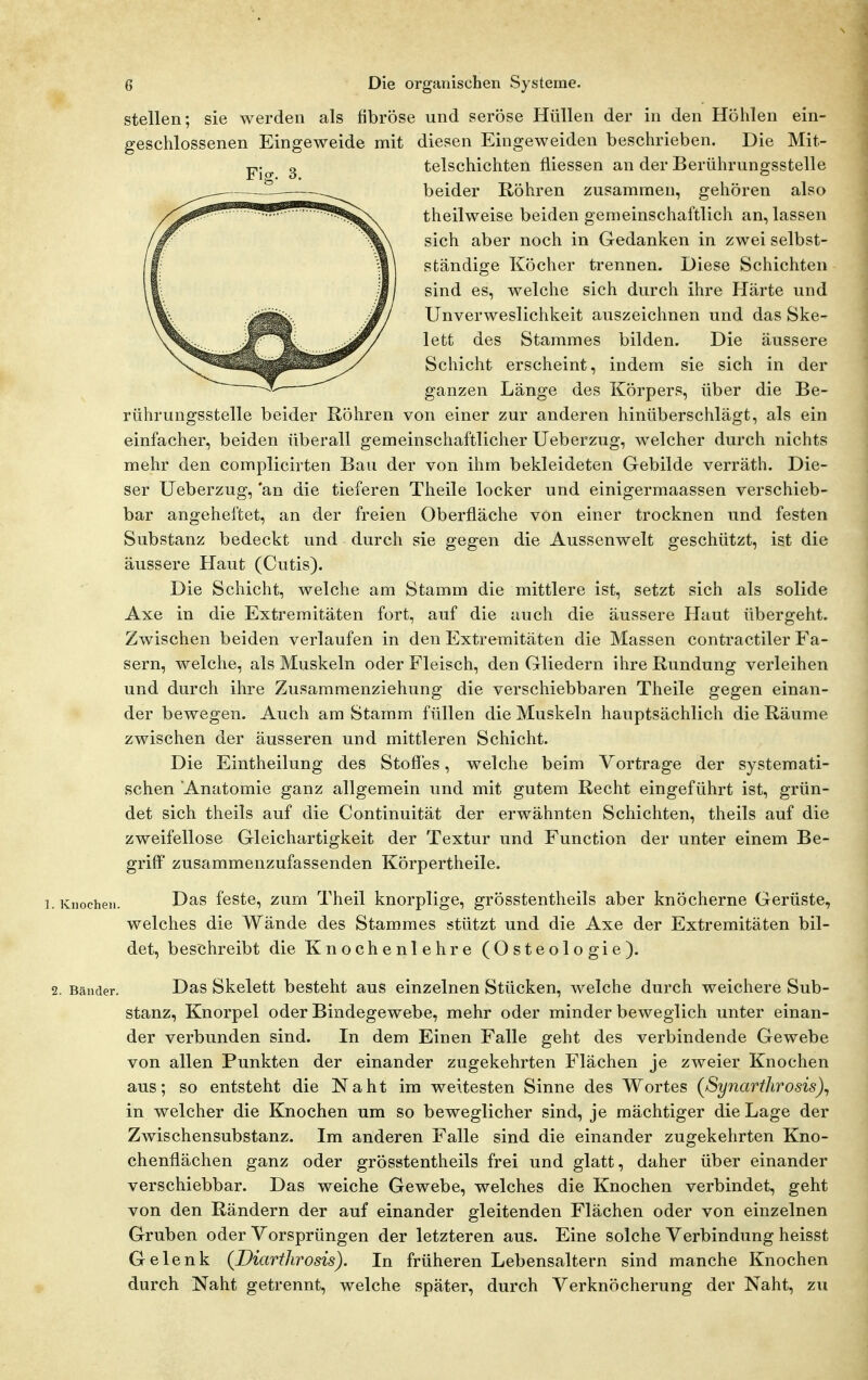 stellen; sie werden als fibröse und seröse Hüllen der in den Höhlen ein- geschlossenen Eingeweide mit diesen Eingeweiden beschrieben. Die Mit- telschichten fliessen an der Berührungsstelle beider Röhren zusammen, gehören also theilweise beiden gemeinschaftlich an, lassen sich aber noch in Gedanken in zwei selbst- ständige Köcher trennen. Diese Schichten sind es, welche sich durch ihre Härte und Unverweslichkeit auszeichnen und das Ske- lett des Stammes bilden. Die äussere Schicht erscheint, indem sie sich in der ganzen Länge des Körpers, über die Be- rührungsstelle beider Röhren von einer zur anderen hinüberschlägt, als ein einfacher, beiden überall gemeinschaftlicher Ueberzug, welcher durch nichts mehr den complicirten Bau der von ihm bekleideten Gebilde verräth. Die- ser Ueberzug, 'an die tieferen Theile locker und einigermaassen verschieb- bar angeheftet, an der freien Oberfläche von einer trocknen und festen Substanz bedeckt und durch sie gegen die Aussenwelt geschützt, ist die äussere Haut (Cutis). Die Schicht, welche am Stamm die mittlere ist, setzt sich als solide Axe in die Extremitäten fort, auf die auch die äussere Haut übergeht. Zwischen beiden verlaufen in den Extremitäten die Massen contractiler Fa- sern, welche, als Muskeln oder Fleisch, den Gliedern ihre Rundung verleihen und durch ihre Zusammenziehung die verschiebbaren Theile gegen einan- der bewegen. Auch am Stamm füllen die Muskeln hauptsächlich die Räume zwischen der äusseren und mittleren Schicht. Die Eintheilung des Stoffes, welche beim Vortrage der systemati- schen Anatomie ganz allgemein und mit gutem Recht eingeführt ist, grün- det sich theils auf die Continuität der erwähnten Schichten, theils auf die zweifellose Gleichartigkeit der Textur und Function der unter einem Be- griff zusammenzufassenden Körpertheile. ]. Knochen. fcste, zum Theil knorplige, grösstentheils aber knöcherne Gerüste, welches die Wände des Stammes stützt und die Axe der Extremitäten bil- det, beschreibt die Knochenlehre (Osteologie). 2. Bänder. Das Skelett besteht aus einzelnen Stücken, welche durch weichere Sub- stanz, Knorpel oder Bindegewebe, mehr oder minder beweglich unter einan- der verbunden sind. In dem Einen Falle geht des verbindende Gewebe von allen Punkten der einander zugekehrten Flächen je zweier Knochen aus; so entsteht die Naht im weitesten Sinne des Wortes (Synarthrosis)^ in welcher die Knochen um so beweglicher sind, je mächtiger die Lage der Zwischensubstanz. Im anderen Falle sind die einander zugekehrten Kno- chenflächen ganz oder grösstentheils frei und glatt, daher über einander verschiebbar. Das weiche Gewebe, welches die Knochen verbindet, geht von den Rändern der auf einander gleitenden Flächen oder von einzelnen Gruben oder Vorsprüngen der letzteren aus. Eine solche Verbindung heisst Gelenk (Diartlirosis). In früheren Lebensaltern sind manche Knochen durch Naht getrennt, welche später, durch Verknöcherung der Naht, zu