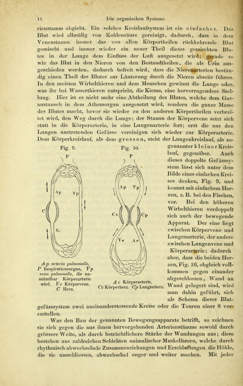 solches Kreislaufsystem ist ein einfaches Das dem Blut Blu- serade so rienstamm abgiebt. Ein Blut wird allmälig von Kohlensäure gereinigt, dadurch, dass in Venenstamm immer das von allen Körpertheilen rückkehrende gemischt und immer wieder ein neuer Theil dieses tes in der Lunge dem Einfiuss der Luft ausgesetzt wird; wie das Blut in den Nieren von den Bestandtheilen, die als Urin aus- geschieden werden, dadurch befreit wird, dass die Nierenarterien bestän- dig einen Theil des Blutes zur Läuterung durch die Nieren abseits führen. In den meisten Wirbelthieren und dem Menschen gewinnt die Lunge oder, was ihr bei Wasserthieren entspricht, die Kieme, eine hervorragendere Stel- lung. Hier ist es nicht mehr eine Abtheilung des Blutes, welche dem Gas- austausch in dem Athemorgan ausgesetzt wird, sondern die ganze Masse des Blutes macht, bevor sie wieder zu den anderen Körpertheilen verbrei- tet wird, den Weg durch die Lunge; der Stamm der Körpervene setzt sich statt in die Körperarterie, in eine Lungenarterie fort; erst die aus den Lungen austretenden Gefässe vereinigen sich wieder zur Körperarterie. Dem Körperkreislauf, als dem grossen, steht der Lungenkreislauf, als so- 9. genannter kleiner Kreis- lauf, gegenüber. Auch dieses doppelte Gefässsy- stem lässt sich unter dem Bilde eines einfachen Krei- ses denken, Fig. 9, und kommt mit einfachem Her- zen, z. B. bei den Fischen, vor. Bei den höheren Wirbelthieren verdoppelt sich auch der bewegende Apparat. Der eine liegt zwischen Körpervene und Lungenarterie, der andere zwischen Lungenvene und Körperarterie; dadurch aber, dass die beiden Her- zen, Fig. 10, obgleich voll- kommen gegen einander abgeschlos^sen, Wand an Wand gelagert sind, wird man dahin geführt, sich als Schema dieses Blut- gefässsystem zwei aneinanderstossende Kreise oder die Touren einer 8 vor- zustellen. Was den Bau der genannten Bewegungsapparate betrifft, so zeichnen sie sich gegen die aus ihnen hervorgehenden Arterienstämme sowohl durch grössere Weite, als durch beträchtlichere Stärke der Wandungen aus; diese bestehen aus zahlreichen Schichten animalischer Muskelfasern, welche durch rhythmisch abwechselnde Zusammenziehungen und Erschlaffungen die Höhle, die sie umschliessen, abwechselnd enger und weiter machen. Mit jeder A p arteria pulmonalis, P Respirationsorgan, Vp vena pulmonalis, die un- mittelbar Körperarterie wird, Fe Körpervene. C Herz. A c Körperarterie. Cc Körperherz. Cp Lungenherz.
