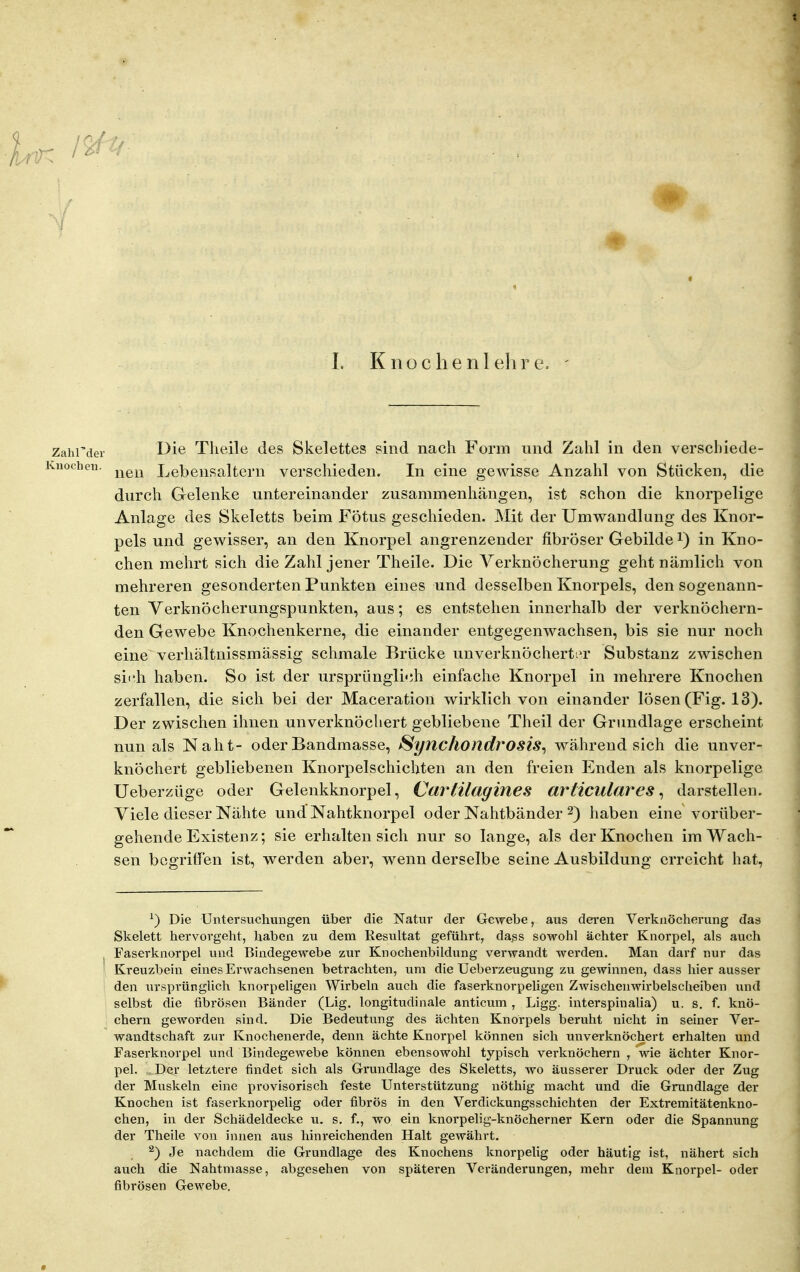 Die Tlieile des Skelettes sind nach Form und Zahl in den verschiede- nen Lebensaltern verschieden. In eine gewisse Anzahl von Stücken, die durch Gelenke untereinander zusammenhängen, ist schon die knorpelige Anlage des Skeletts beim Fötus geschieden. Mit der Umwandlung des Knor- pels und gewisser, an den Knorpel angrenzender fibröser Gebilde i) in Kno- chen mehrt sich die Zahl jener Theile. Die Yerknöcherung geht nämlich von mehreren gesonderten Punkten eines und desselben Knorpels, den sogenann- ten Verknöcherungspunkten, aus; es entstehen innerhalb der verknöchern- den Gewebe Knochenkerne, die einander entgegenwachsen, bis sie nur noch eine verhältnissmässig schmale Brücke unverknöchertor Substanz zwischen sii'-h haben. So ist der ursprünglich einfache Knorpel in mehrere Knochen zerfallen, die sich bei der Maceration wirklich von einander lösen (Fig. 13). Der zwischen ihnen unverknöchert gebliebene Theil der Grundlage erscheint nun als Naht- oder Bandmasse, SynchondrosiS, während sich die unver- knöchert gebliebenen Knorpelschichten an den freien Enden als knorpelige Ueberzüge oder Gelenkknorpel, Ctirtilagines articulaves ^ darstellen. Viele dieser Nähte und Nahtknorpel oder Nahtbänder 2) haben eine vorüber- gehende Existenz; sie erhalten sich nur so lange, als der Knochen im Wach- sen begriffen ist, werden aber, wenn derselbe seine Ausbildung erreicht hat, ^) Die Untersuchungen über die Natur der Gewebe, aus deren Yerknöcherung das Skelett hervorgeht, haben zu dem Resultat geführt, dass sowohl ächter Knorpel, als auch Faserknorpel und Bindegewebe zur Knochenbildung verwandt werden. Man darf nur das Kreuzbein eines Erwachsenen betrachten, um die Ueberzeugung zu gewinnen, dass hier ausser den ursprünglich knorpeligen Wirbeln auch die faserknorpehgen Zwischenwirbelscheiben und selbst die fibrösen Bänder (Lig. longitudinale anticum, Ligg. interspinaha) u. s. f. knö- chern geworden sind. Die Bedeutung des ächten Knorpels beruht nicht in seiner Ver- wandtschaft zur Knochenerde, denn ächte Knorpel können sich unverknöchert erhalten und Faserknorpel und Bindegewebe können ebensowohl typisch verknöchern , wie ächter Knor- pel. „ Der letztere findet sich als Grundlage des Skeletts, wo äusserer Druck oder der Zug der Muskeln eine provisorisch feste Unterstützung nöthig macht und die Grundlage der Knochen ist faserknorpelig oder fibrös in den Verdickungsschichten der Extremitätenkno- chen, in der Schädeldecke u. s. f., wo ein knorpelig-knöcherner Kern oder die Spannung der Theile von innen aus hinreichenden Halt gewährt. ^) Je nachdem die Grundlage des Knochens knorpelig oder häutig ist, nähert sich auch die Nahtmasse, abgesehen von späteren Veränderungen, mehr dem Knorpel- oder fibrösen Gewebe.