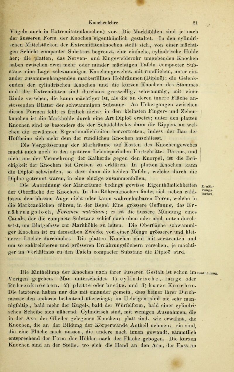 Vögeln auch in Extremitätenknochen) vor. Die Markhöhlen sind je nach der äusseren Form der Knochen eigenthümlich gestaltet. In den cylindri- schen Mittelstöcken der Extremitätenknochen stellt sich, von einer mächti- gen Schicht compacter Substanz begrenzt, eine einfache, cylindrische Höhle her; die platten, das Nerven- und Eingeweiderohr umgebenden Knochen haben zwischen zwei mehr oder minder mächtigen Tafeln compacter Sub- stanz eine Lage schwammigen Knochengewebes, mit rundlichen, unter ein- ander zusammenhängenden markerfüllten Hohlräumen (Diploe); die Gelenk- enden der cylindrischen Knochen und die kurzen Knochen des Stammes und der Extremitäten sind durchaus grosszellig, schwammig, mit einer Rinde versehen, die kaum mächtiger ist, als die an deren innere Fläche an- stossenden Blätter der schwammigen Substanz. An Uebergängen zwischen diesen Formen fehlt es freilich nicht; in den kleinsten Finger- und Zehen- ] knochen ist die Markhöhle durch eine Art Diploe ersetzt; unter den platten ' Knochen sind es besonders die der Schädeldecke, dann die Rippen, an wel- chen die erwähnten Eigenthümlichkeiten hervortreten, indess der Bau der Hüftbeine sich melir dem der rundlichen Knochen anschliesst. Die Vergrösserung der Markräume auf Kosten des Knochengewebes macht auch noch in den späteren Lebensperioden Fortschritte. Daraus, und nicht aus der Vermehrung der Kalkerde gegen den Knorpel, ist die Brü- chigkeit der Knochen bei Greisen zu erklären. In platten Knochen kann die Diploe schwinden, so dass dann die beiden Tafeln, Vielehe durch die Diploe getrennt vv^aren, in eine einzige zusammenfallen. Die Anordnung der Markräume bedingt gewisse Eigenthümlichkeiten Ernäh- der Oberfläche der Knochen. In den Röhrenknochen findet sich neben zahl- iQ^hev. losen, dem blossen Auge nicht oder kaum wahrnehmbaren Poren, vs^elche in die Markcanälchen führen, in der Regel Eine grössere Oeffnung, das Er- nährungsloch, Foramen nutritium; es ist die äussere Mündung eines Canals, der die compacte Substanz schief nach oben oder nach unten durch- setzt, um Blutgefässe zur Markhöhle zu leiten. Die Oberfläche schwammi- ger Knochen ist zu demselben Zwecke von einer Menge grösserer und klei- nerer Löcher durchbohrt. Die platten Knochen sind mit zerstreuten und um so zahlreicheren und grösseren Ernährungslöchern versehen, je mächti- ger im Verhältniss zu den Tafeln compacter Substanz die Diploe wird. Die Eintheilung der Knochen nach ihrer äusseren Gestalt ist schon im EintiieiUmg. Vorigen gegeben. Man unterscheidet 1) cyl in dr isch e , lan ge oder Röhrenknochen, 2) platte oder breite, und 3) kurze Knochen. Die letzteren haben nur das mit einander gemein, dass keiner ihrer Durch- messer den anderen bedeutend überwiegt; im Uebrigen sind sie sehr man- nigfaltig, bald mehr der Kugel-, bald der Würfelform, bald einer cylindri- schen Scheibe sich nähernd. Cylindrisch sind, mit wenigen Ausnahmen, die in der Axe der Glieder gelegenen Knochen; platt sind, wie erwähnt, die Knochen, die an der Bildung der Körperwände Antheil nehmen; sie sind, die eine Fläche nach aussen, die andere nach innen gewandt, sämmtlich entsprechend der Form der Höhlen nach der Fläche gebogen. Die kurzen Knochen sind an der Stelle, wo sich die Hand an den Arm, der Fuss an