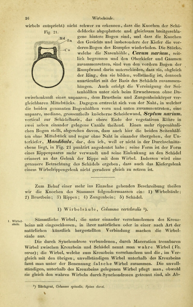 Fio-. 21, 11 d Wirbels entspricht) nicht schwer zu erkennen, dass die Knochen der Schä- deldecke abgeplattete und gleichsam breitgeschla- gene hintere Bogen sind, und dass die Knochen des Gesichts und insbesondere der Kiefer die vor- deren Bogen des Rumpfes wiederholen. Die Stücke, welche die Nasenhöhle, Cavum narium, seit- lich begrenzen und den Oberkiefer und Gaumen zusammensetzen, sind von den vordem Bogen der Rumpfwand darin unterschieden, dass sie, obgleich der Ring, den sie bilden, vollständig ist, dennoch unarticulirt mit der Basis des Schädels zusammen- hängen. Auch erfolgt die Vereinigung der Sei- tenhälften unter sich beim Erwachsenen ohne Da- zwischenkunft eines unpaaren, dem Brustbein und Zungenbeinkörper ver- gleichbaren Mittelstücks. Dagegen erstreckt sich von der Naht, in welcher die beiden genannten Bogenhälften vorn und unten zusammentreten, eine unpaare, mediane, grossentheils knöcherne Scheidewand, Seplum narium-, vertical zur Schädelbasis, das obere Ende der vegetativen Röhre in zwei neben einander gelegene Canäle theilend. Einen mehr rippenähnli- chen Bogen stellt, abgesehen davon, dass auch hier die beiden Seitenhälf- ten ohne Mittelstück und sogar ohne Naht in einander übergehen, der Un- terkiefer, Mandibula, dar, den ich, weil er nicht in der Durchschnitts- ebene liegt, in Fig. 21 punktirt angedeutet habe; seine Form ist der Form eines Rippenpaares mehr verwandt und seine Einlenkung an den Schädel erinnert an das Gelenk der Rippe mit dem Wirbel. Indessen wird eine genauere Betrachtung des Schädels ergeben, dass auch das Kiefergelenk einem Wirbelrippengelenk nicht geradezu gleich zu setzen ist. Zum Behuf einer mehr ins Einzelne gehenden Beschreibung theilen wir die Knochen des Stammes folgendermaassen ein: 1) Wirbelsäule; 2) Brustbein; 3) Rippen; 4) Zungenbein; 5) Schädel. 1) Wirbelsäule, Columna vertebralis i). Wirbel- Sämmtliche Wirbel, die unter einander verschmolzenen des Kreuz- säule, beins mit eingeschlossen, in ihrer natürlichen oder in einer nach Art der natürlichen künstlich hergestellten Verbindung machen die Wirbel- säule aus. Die durch Synchondrose verbundenen, durch Maceration trennbaren Wirbel zwischen Kreuzbein und Schädel nennt man wahre Wirbel {Vv. verae); die Wirbel, welche zum Kreuzbein verschmelzen und die, im Ver- gleich mit den übrigen, unvollständigen Wirbel unterhalb des Kreuzbeins fasst man unter der Benennung falsche Wirbel zusammen. Die unvoll- ständigen, unterhalb des Kreuzbeins gelegenen Wirbel pflegt man, obwohl sie gleich den wahren Wirbeln durch Synchondrosen getrennt sind, als Ab- Rückgrat, Columna spinaüs, Spina dorsi. \