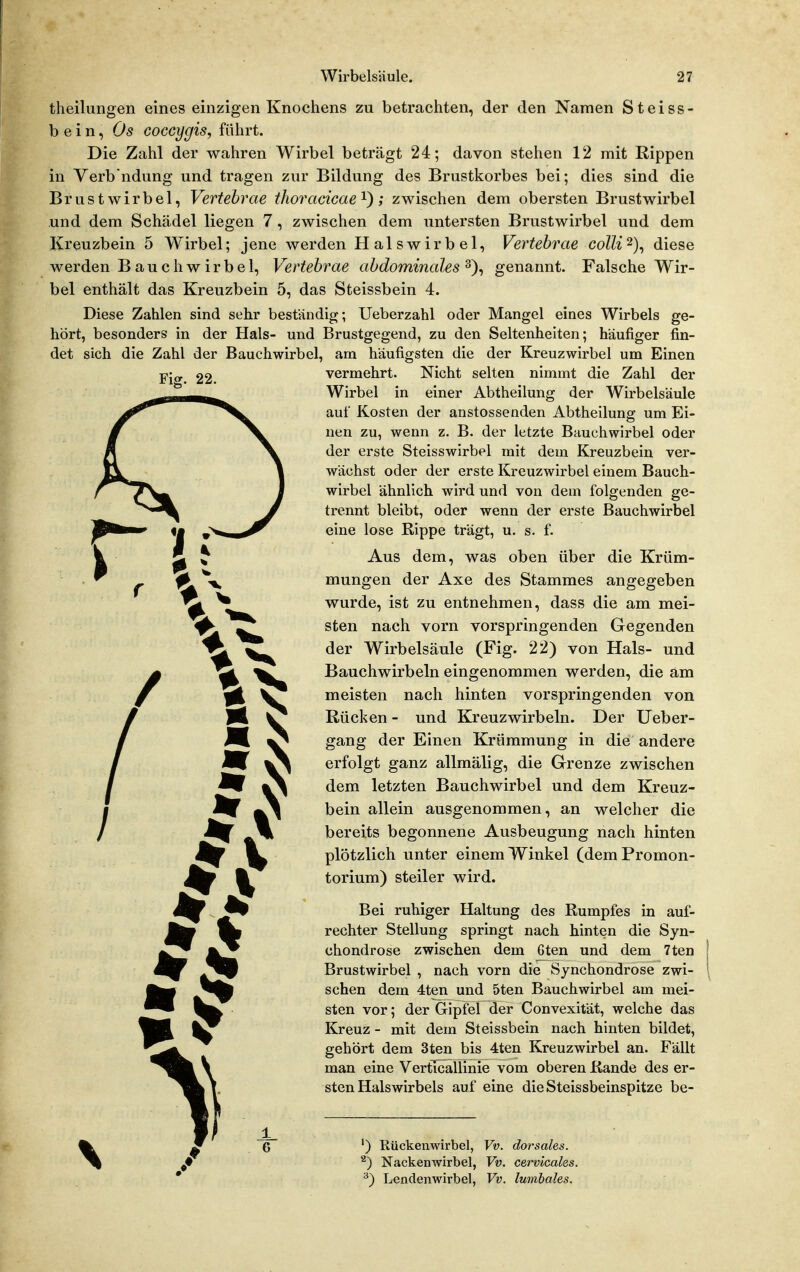 theilungen eines einzigen Knochens zu betrachten, der den Namen Steiss- b e i n, Os coccygis, führt. Die Zahl der wahren Wirbel beträgt 24; davon stehen 12 mit Rippen in Verb ndung und tragen zur Bildung des Brustkorbes bei; dies sind die Brustwirbel, Vertebrae tlioradcae'^'); zwischen dem obersten Brustwirbel und dem Schädel liegen 7, zwischen dem untersten Brustwirbel und dem Kreuzbein 5 Wirbel; jene werden Halswirbel, Vertebrae colli diese werden Bauch wir bei, Vertebrae abdominales^)^ genannt. Falsche Wir- bel enthält das Kreuzbein 5, das Steissbein 4. Diese Zahlen sind sehr beständig; Ueberzahl oder Mangel eines Wirbels ge- hört, besonders in der Hals- und Brustgegend, zu den Seltenheiten; häufiger fin- det sich die Zahl der Bauchwirbel, am häufigsten die der Kreuzwirbel um Einen p-g. 22. vermehrt. Nicht selten nimmt die Zahl der Wirbel in einer Abtheilung der Wii'belsäule auf Kosten der anstossenden Abtheilung um Ei- nen zu, wenn z. B. der letzte Bauchwirbel oder der erste Steisswirbel mit dem Kreuzbein ver- wächst oder der erste Kreuzwirbel einem Bauch- wirbel ähnlich wird und von dem folgenden ge- trennt bleibt, oder wenn der erste Bauchwirbel eine lose Rippe trägt, u. s. f. Aus dem, was oben über die Krüm- mungen der Axe des Stammes angegeben wurde, ist zu entnehmen, dass die am mei- sten nach vorn vorspringenden Gegenden der Wirbelsäule (Fig. 22) von Hals- und Bauchwirbeln eingenommen werden, die am meisten nach hinten vorspringenden von Rücken - und Kreuzwirbeln. Der Ueber- gang der Einen Krümmung in die andere erfolgt ganz allmälig, die Grenze zwischen dem letzten Bauchwirbel und dem Kreuz- bein allein ausgenommen, an welcher die bereits begonnene Ausbeugung nach hinten plötzlich unter einem Winkel (dem Promon- torium) steiler wird. Bei ruhiger Haltung des Rumpfes in auf- rechter Stellung springt nach hinten die Syn- chondrose zwischen dem Gten und dem 7ten Brustwirbel , nach vorn die Synchondrose zwi- schen dem 4ten und 5ten Bauchwirbel am mei- sten vor; der Gipfel der Convexität, welche das Kreuz - mit dem Steissbein nach hinten bildet, gehört dem 3ten bis 4ten Kreuzwirbel an. Fällt man eine VertTcallinie vom oberen Rande des er- sten Halswirbels auf eine dieSteissbeinspitze be- ') Rückenwirbel, Vv. dorsales. ^) Nackenwirbel, Vv. cervicales. ^) Lendenwirbel, Vv. lumbales.