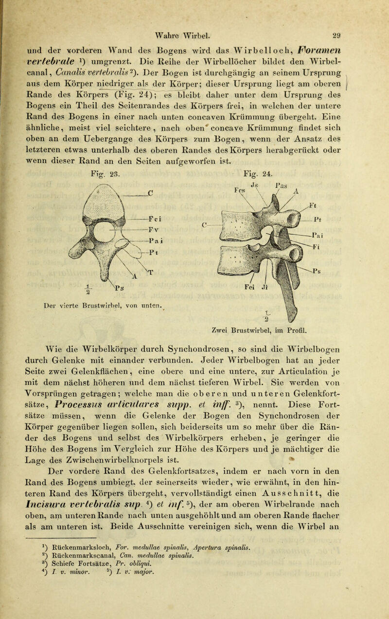 und der vorderen Wand des Bogens wird das Wirbelloch, F\)ranien l'^ertebrale i) umgrenzt. Die Reihe der W^irbellöcher bildet den Wirbel- canal, Canalis vertebrcdis^'). Der Bogen ist durchgängig an seinem Ursprung aus dem Körper niedriger als der Körper; dieser Ursprung liegt am oberen Rande des Körpers (Fig. 24); es bleibt daher unter dem Ursprung des Bogens ein Theil des Seitenrandes des Körpers frei, in welchen der untere Rand des Bogens in einer nach unten concaven Krümmung tibergeht. Eine ähnliche, meist viel seichtere, nach oben' concave Krümmung findet sich oben an dem Uebergange des Körpers zum Bogen, wenn der Ansatz des letzteren etwas unterhalb des oberen Randes des Körpers herabgerückt oder wenn dieser Rand an den Seiten aufgeworfen ist. Fig. 23. Fig. 24. Zwei Brustwirbel, im Profil, Wie die Wirbelkörper durch Synchondrosen, so sind die Wirbelbogen durch Gelenke mit einander verbunden. Jeder Wirbelbogen hat an jeder Seite zwei Gelenkflächen, eine obere und eine untere, zur Articulation je mit dem nächst höheren und dem nächst tieferen Wirbel. Sie werden von Vorsprüngen getragen; welche man die oberen und unteren Gelenkfort- sätze, Processus ai'liculares supp. et inff. 3), nennt. Diese Fort- sätze müssen, wenn die Gelenke der Bogen den Synchondrosen der Körper gegenüber liegen sollen, sich beiderseits um so mehr über die Rän- der des Bogens und selbst des Wirbelkörpers erheben, je geringer die Höhe des Bogens im Vergleich zur Höhe des Körpers und je mächtiger die Lage des Zwischenwirbelknorpels ist. ^ Der vordere Rand des Gelenkfortsatzes, indem er nach vorn in den Rand des Bogens umbiegt, der seinerseits wieder, wie erwähnt, in den hin- teren Rand des Körpers übergeht, vervollständigt einen Ausschnitt, die Incisura vertehralis sup et in f. ^), der am oberen Wirbelrande nach oben, am unteren Rande nach unten ausgehöhlt und am oberen Rande flacher als am unteren ist. Beide Ausschnitte vereinigen sich, wenn die Wirbel an ^) Rückenmarksloch, For. medullae spinalis, Apertura spinalis. ^) Rückenmarkscanal, Can. medullae spinalis. ^) Schiefe Fortsätze, Pr. obliqui. I. V. minor. ^) /. v. major.