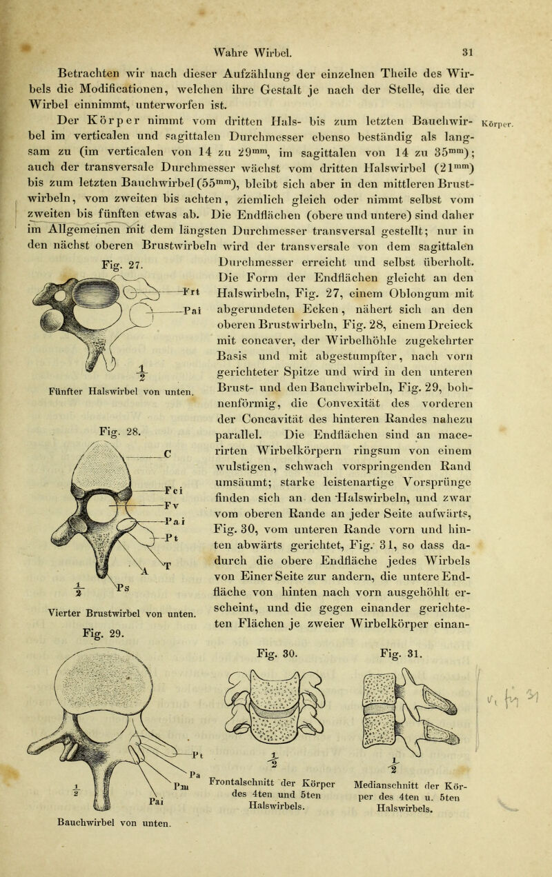 Betrachten wir nach dieser Aufzählung der einzelnen Theile des Wir- bels die Modificationen, welchen ihre Gestalt je nach der Stelle, die der Wirbel einnimmt, unterworfen ist. Der Körper nimmt vom dritten Hals- bis zum letzten Bauchwir- bel im verticalen und pagittalen Durchmesser ebenso beständig als lang- sam zu (im verticalen von 14 zu '29^^^ im sagittalen von 14 zu 35'); auch der transversale Durchmesser wächst vom dritten Halswirbel (21^') bis zum letzten Bauchwirbel (66^^% bleibt sich aber in den mittleren Brust- wirbeln, vom zweiten bis achten, ziemlich gleich oder nimmt selbst vom zweiten bis fünften etwas ab. Die Endflächen (obere und untere) sind daher im Allgemeinen ftiit dem längsten Durchmesser transversal gestellt; nur in den nächst oberen Brustwirbeln wird der transversale von dem sagittalen Fig. 27. Frt Pai Fünfter Halswirbel von unten. Fis. 28. Vierter Brustwirbel von unten. Fig. 29. Durchmesser erreicht und selbst überholt. Die Form der Endflächen gleicht an den Halswirbeln, Fig. 27, einem Oblongum mit abgerundeten Ecken, nähert sich an den oberen Brustwirbeln, Fig. 28, einem Dreieck mit concaver, der Wirbelhöhle zugekehrter Basis und mit abgestumpfter, nach vorn gerichteter Spitze und wird in den unteren Brust- und den Bauchwirbeln, Fig. 29, boh- nenförmig, die Convexität des vorderen der Concavität des hinteren Randes nahezu parallel. Die Endflächen sind an mace- rirten Wirbelkörpern ringsum von einem wulstigen, schwach vorspringenden Rand umsäumt; starke leistenartige Vorsprünge finden sich an den 'Halswirbeln, und zwar vom oberen Rande an jeder Seite aufwärts, Fig. 30, vom unteren Rande vorn und hin- ten abwärts gerichtet, Fig.- 3 1, so dass da- durch die obere Endfläche jedes Wirbels von Einer Seite zur andern, die untere End- fläche von hinten nach vorn ausgehöhlt er- scheint, und die gegen einander gerichte- ten Flächen je zweier Wirbelkörper einan- Fis. 30. Fig. 31. Frontalschnitt der Körper des 4ten und 5ten Halswirbels. Medianschnitt der Kör- per des 4ten u. 5ten Halswirbels. Bauchwirbel von unten.