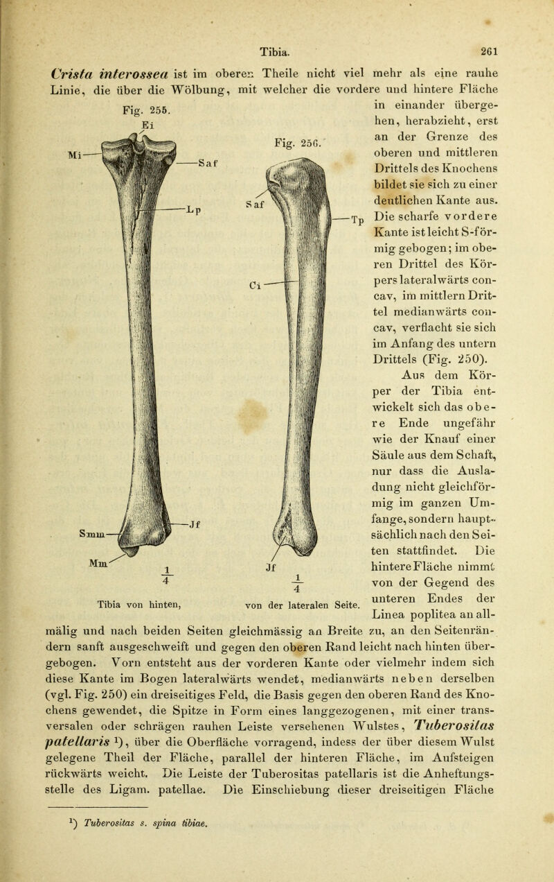 Mi- Fig. 25G. -Saf wSaf Tp Crista interossea ist im oberen Theile nicht viel mehr als eine rauhe Linie, die über die Wölbung, mit welcher die vordere und hintere Fläche 255 einander überge- hen, herabzieht, erst an der Grenze des oberen und mittleren Drittels des Knochens bildet sie sich zu einer deutlichen Kante aus. Die scharfe vordere Kante ist leicht S-för- mig gebogen; im obe- ren Drittel des Kör- pers lateralwärts con- cav, im mittlem Drit- tel medianwärts cou- cav, verflacht sie sich im Anfang des untern Drittels (Fig. 250). Aus dem Kör- per der Tibia ent- wickelt sich das obe- re Ende ungefähr wie der Knauf einer Säule aus dem Schaft, nur dass die Ausla- dung nicht gleichför- mig im ganzen Um- fange, sondern haupt- sächlich nach den Sei- ten stattfindet. Die hintere Fläche nimmt von der Gegend des unteren Endes der Linea poplitea an all- mälig und nach beiden Seiten gleichmässig an Breite zu, an den Seitenrän- dern sanft ausgeschweift und gegen den oberen Rand leicht nach hinten über- gebogen. Vorn entsteht aus der vorderen Kante oder vielmehr indem sich diese Kante im Bogen lateralwärts wendet, medianwärts neben derselben (vgl. Fig. 250) ein dreiseitiges Feld, die Basis gegen den oberen Rand des Kno- chens gewendet, die Spitze in Form eines langgezogenen, mit einer trans- versalen oder schrägen rauhen Leiste versehenen Wulstes, TuberosUas patellaris i), über die Oberfläche vorragend, indess der über diesem Wulst gelegene Theil der Fläche, parallel der hinteren Fläche, im Aufsteigen rückwärts weicht. Die Leiste der Tuberositas patellaris ist die Anheftungs- stelle des Ligam. patellae. Die Einschiebung dieser dreiseitigen Fläche Smiu- -Jf Tibia von hinten, von der lateralen Seite. ^) Tuberositas s. spina übiae.