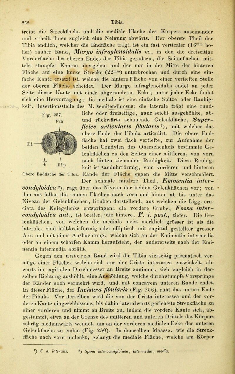 treibt die Streckfläche und die mediale Fläche des Körpers auseinander und ertheilt ihnen zugleich eine Neigung abwärts. Der oberste Theil der Tibia endlich, welcher die Endfläche trägt, ist ein fast verticaler (16™ ho- her) rauher Rand, Margo infraglenoidallS m., in den die dreiseitige Vorderfläche des oberen Endes der Tibia geradezu, die Seitenflächen mit- telst stumpfer Kanten übergehen und der nur in der Mitte der hinteren Fläche auf eine kurze Strecke (22^™) unterbrochen und durch eine ein- fache Kante ersetzt ist, welche die hintere Fläche von einer vertieften Stelle der oberen Fläche scheidet. Der Margo infraglenoidalis endet an jeder Seite dieser Kante mit einer abgerundeten Ecke; unter jeder Ecke findet sich eine Hervorragung; die mediale ist eine einfache Spitze oder Rauhig- keit, Insertionsstelle des M. semitendinosus; die laterale trägt eine rund- Fig 257 liehe oder dreiseitige, ganz seicht ausgehöhlte, ab- yia rückwärts schauende Gelenkfläche, Supev- \ ficies articularis fibiilaris i), mit welcher das . obere Ende der Fibula articulirt. Die obere End- . l ^ I fläche hat zwei flach vertiefte, zur Aufnahme der \\,\^ ^ |j' |f beiden Condylen des Oberschenkels bestimmte Ge- -.^^ , lenkflächen zu den Seiten einer mittleren, von vorn -i \ nach hinten ziehenden Rauhigkeit. Diese Rauhig- keit ist sanduhrförmig, vom vorderen und hinteren Obere Endfläche der Tibia. Rande der Fläche gegen die Mitte verschmälert. Der schmale mittlere Theil, Eminentia intev- COndgloidea 2), ragt über das Niveau der beiden Gelenkflächen vor; von ihm aus fallen die rauhen Flächen nach vorn und hinten ab bis unter das Niveau der Gelenkflächen, Gruben darstellend, aus welchen die Ligg. cru- ciata des Kniegelenks entspringen; die vordere Grube, Fossa inter- COndyloidea ant., ist breiter, die hintere, F. l. post., tiefer. Die Ge- lenkflächen, von welchen die mediale meist merklich grösser ist als die laterale, sind halbkreisförmig oder elliptisch mit sagittal gestellter grosser Axe und mit einer Ausbuchtung, welche sich an der Eminentia intermedia oder an einem scharfen Kamm heraufzieht, der andererseits nach der Emi- nentia intermedia abfällt. Gegen den unteren Rand wird die Tibia vierseitig prismatisch ver- möge einer Fläche, welche sich aus der Crista interossea entwickelt, ab- wärts im sagittalen Durchmesser an Breite zunimmt, sich zugleich in der- selben Richtung aushöhlt, eine Aushöhlung, welche durch stumpfe Vorsprünge der Ränder noch vermehrt wird, und mit concavem unteren Rande endet. In dieser Fläche, der InciSUra fibulariS (Fig. 256), ruht das untere Ende der Fibula. Vor derselben wird die von der Crista interossea und der vor- deren Kante eingeschlossene, bis dahin lateralwärts gerichtete Streckfläche zu einer vorderen und nimmt an Breite zu, indem die vordere Kante sich, ab- gestumpft, etwa an der Grenze des mittleren und unteren Drittels des Körpers schräg medianwärts wendet, um an der vorderen medialen Ecke der unteren Gelenkfläche zu enden (Fig. 250). In demselben Maasse, wie die Streck- fläche nach vorn umlenkt, gelangt die mediale Fläche, welche am Körper ') S. a. lateralis. 2) Spina intercondz/loidea, intermedia, media.