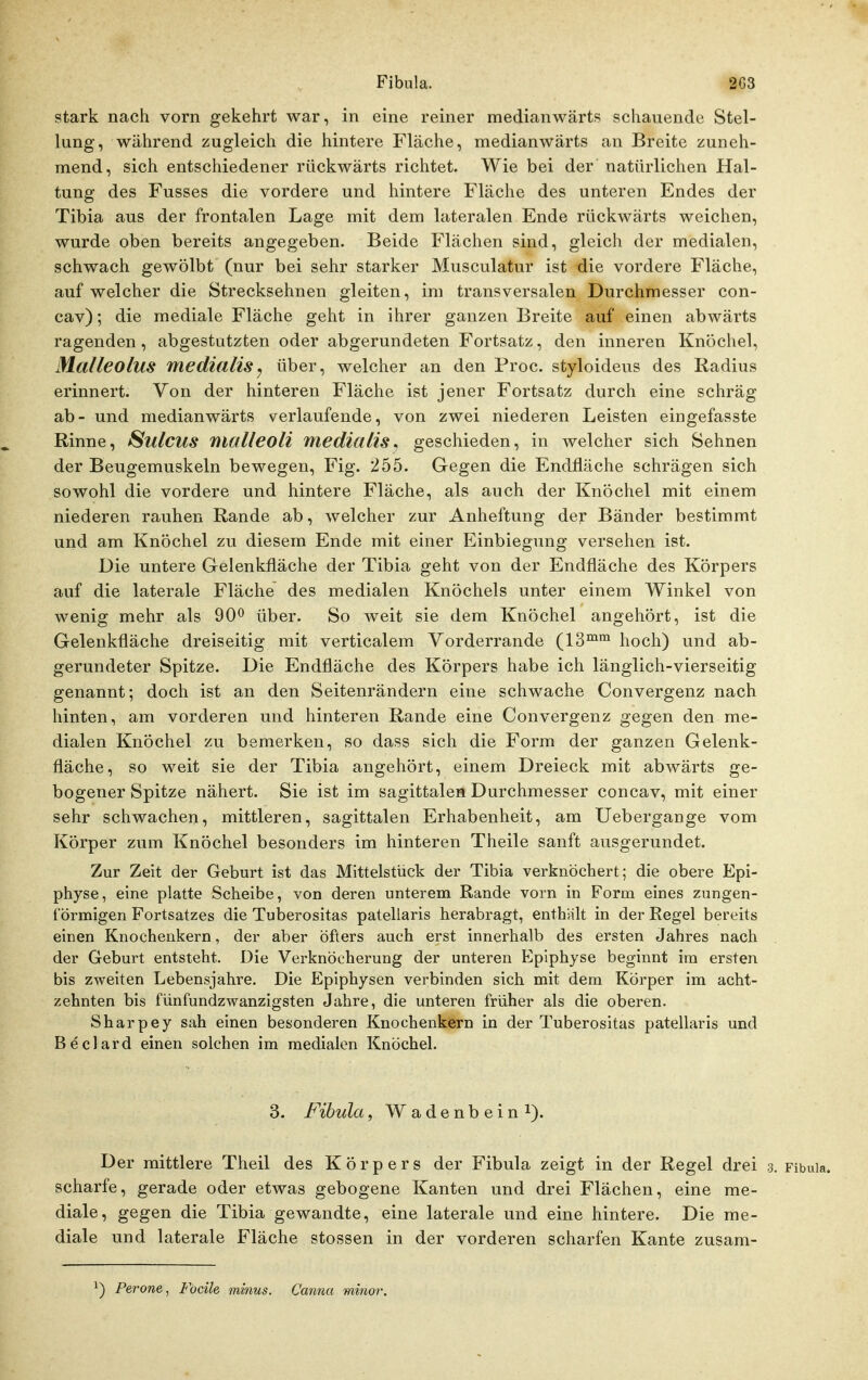 Fibula. 2G3 stark nach vorn gekehrt war, in eine reiner medianwärts schauende Stel- lung, während zugleich die hintere Fläche, medianwärts an Breite zuneh- mend, sich entschiedener rückwärts richtet. Wie bei der natürlichen Hal- tung des Fusses die vordere und hintere Fläche des unteren Endes der Tibia aus der frontalen Lage mit dem lateralen Ende rückwärts weichen, wurde oben bereits angegeben. Beide Flächen sind, gleich der medialen, schwach gewölbt (nur bei sehr starker Musculatur ist die vordere Fläche, auf welcher die Strecksehnen gleiten, im transversalen Durchmesser con- cav); die mediale Fläche geht in ihrer ganzen Breite auf einen abwärts ragenden, abgestutzten oder abgerundeten Fortsatz, den inneren Knöchel, Malleolus medmliSj über, welcher an den Proc. styloideus des Radius erinnert. Von der hinteren Fläche ist jener Fortsatz durch eine schräg ab- und medianwärts verlaufende, von zwei niederen Leisten eingefasste Rinne, Sulcus malleoll mediaäs^ geschieden, in welcher sich Sehnen der Beugemuskeln bewegen, Fig. 255. Gegen die Endfläche schrägen sich sowohl die vordere und hintere Fläche, als auch der Knöchel mit einem niederen rauhen Rande ab, welcher zur Anheftung der Bänder bestimmt und am Knöchel zu diesem Ende mit einer Einbiegung versehen ist. Die untere Gelenkfläche der Tibia geht von der Endfläche des Körpers auf die laterale Fläche des medialen Knöchels unter einem Winkel von wenig mehr als 90^ über. So weit sie dem Knöchel angehört, ist die Gelenkfläche dreiseitig mit verticalem Vorderrande (13™^ hoch) und ab- gerundeter Spitze. Die Endfläche des Körpers habe ich länglich-vierseitig genannt; doch ist an den Seitenrändern eine schwache Convergenz nach hinten, am vorderen und hinteren Rande eine Convergenz gegen den me- dialen Knöchel zu bemerken, so dass sich die Form der ganzen Gelenk- fläche, so weit sie der Tibia angehört, einem Dreieck mit abwärts ge- bogener Spitze nähert. Sie ist im sagittalen Durchmesser concav, mit einer sehr schwachen, mittleren, sagittalen Erhabenheit, am Uebergange vom Körper zum Knöchel besonders im hinteren Theile sanft ausgerundet. Zur Zeit der Geburt ist das Mittelstück der Tibia verknöchert; die obere Epi- physe, eine platte Scheibe, von deren unterem Rande vorn in Form eines zungen- förmigen Fortsatzes die Tuberositas patellaris herabragt, enthält in der Regel bereits einen Knochenkern, der aber öfters auch erst innerhalb des ersten Jahres nach der Geburt entsteht. Die Verknöcherung der unteren Epiphyse beginnt im ersten bis zweiten Lebensjahre. Die Epiphysen verbinden sich mit dem Körper im acht- zehnten bis fünfundzwanzigsten Jahre, die unteren früher als die oberen. Sharpey sah einen besonderen Knochenkern in der Tuberositas patellaris und Beclard einen solchen im medialen Knöchel. 3. Fibula, Wadenbein i). Der mittlere Theil des Körpers der Fibula zeigt in der Regel drei .3. Fibula, scharfe, gerade oder etwas gebogene Kanten und drei Flächen, eine me- diale, gegen die Tibia gewandte, eine laterale und eine hintere. Die me- diale und laterale Fläche stossen in der vorderen scharfen Kante zusam- ') Perone, FocUe minus. Canna minor.