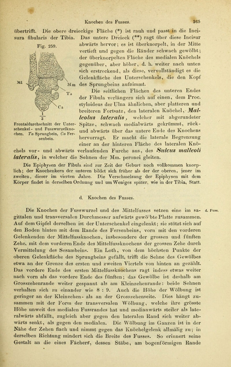 übertrifft. Die obere dreieckige Fläche (*) ist rauh und passt in die Inci- Das untere Dreieck (**) ragt über diese Incisur abwärts hervor; es ist überknorpelt, in der Mitte vertieft und gegen die Ränder schwach gewölbt; der überknorpelten Fläche des medialen Knöchels gegenüber, aber höher, d. h. weiter nach unten sich erstreckend, als diese, vervollständigt es die Gelenkfläche des Unterschenkels, die den Kopf des Sprungbeins aufnimmt. Die seitlichen Flächen des unteren Endes der Fibula verlängern sich auf einen, dem Proc. styloideus der Ulna ähnlichen, aber platteren und breiteren Fortsatz, den lateralen Knöchel, Mal- leohlS lateralis j, welcher mit abgerundeter Spitze, schwach medialwärts gekrümmt, rück- und abwärts über das untere Ende des Knochens hervorragt. Er macht die laterale Begrenzung einer an der hinteren Fläche des lateralen Knö- chels vor- und abwärts verlaufenden Furche aus, des Slllcus malleoH lateralisj in welcher die Sehnen der Mm. peronei gleiten. Die Epiphysen der Fibula sind zur Zeit der Geburt noch vollkommen knorp- lich; der Knochenkern der unteren bildet sich früher als der der oberen, jener im zweiten, dieser im vierten Jahre. Die Verschmelzung der Epiphysen mit dem Körper findet in derselben Ordnung und um Weniges später, wie in der Tibia, Statt. d. Knochen des Fusses. Die Knochen der Fusswurzel und des Mittelfusses setzen eine im sa- d. Fuss, gittalen und transversalen Durchmesser aufwärts gewö'bte Platte zusammen. Auf dem Gipfel derselben ist der Unterschenkel eingelenkt; sie stützt sich auf den Boden hinten mit dem Rande des Fersenbeins, vorn mit den vorderen Gelenkenden der Mittelfussknochen, insbesondere der grossen und fünften Zehe, mit dem vorderen Ende des Mittelfussknochens der grossen Zehe durch Vermittelung des Sesambeins. Ein Loth, von dem höchsten Punkte der oberen Gelenkfläche des Sprungbeins gefällt, trifft die Sehne des Gewölbes etwa an der Grenze des ersten und zweiten Viertels von hinten an gezählt. Das vordere Ende des ersten Mittelfussknochens ragt indess etwas weiter nach vorn als das vordere Ende des fünften; das Gewölbe ist deshalb am Grosszehenrande weiter gespannt als am Kleinzehenrande: beide Sehnen verhalten sich zu einander wie 8 : 9. Auch die Höhe der Wölbung ist geringer an der Kleinzehen- als an der Grosszehenseite. Dies hängt zu- sammen mit der Form der transversalen W^ölbung, welche ihre grösste Höhe unweit des medialen Fussrandes hat und medianwärts steiler als late- ralwärts abfällt, zugleich aber gegen den lateralen Rand sich weiter ab- wärts senkt, als gegen den medialen. Die Wölbung im Ganzen ist in der Nähe der Zehen flach und nimmt gegen das Knöchelgelenk allmälig zu; in derselben Richtung mindert sich die Breite des Fusses. So erinnert seine Gestalt an die eines Fächert, dessen Stäbe, am bogenförmigen Rande sura fibularis der Tibia. Fig. 259. Frontaldurchschnitt der Unter- schenkel- und Fvisswurzelkno- chen. Ta Sprungbein, Ca Fer- senbein.