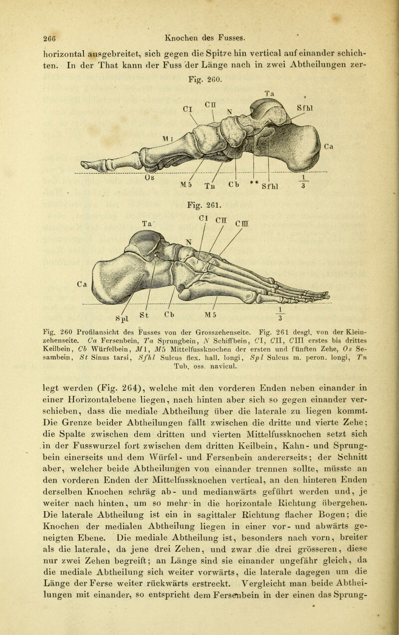 horizontal ausgebreitet, sich gegen die Spitze hin vertical aufeinander schich- ten. In der That kann der Fuss der Länge nach in zwei Abtheilungen zer- Fig. 2G0. Ta Fig. 260 Profilansicht des Fusses von der Grosszehenseite. Fig. 261 desgl. von der Klein- zehenseite. Ca Fersenbein, Ta Sprungbein, iV Schiff'bein, CI, CII, CHI erstes bis drittes Keilbein, Ch Würfelbein, Ml, Mö Mittelfussknochen der ersten und fünften Zehe, Os Se- sambein, St Sinus tarsi, Sfhl Sulcus flex. hall, longi, Spl Sulcus m. peron. longi, Tn Tub. oss. navicul. legt werden (Fig. 264), welche mit den vorderen Enden neben einander in einer Horizontalebene liegen, nach hinten aber sich so gegen einander ver- schieben, dass die mediale Abtheilung über die laterale zu liegen kommt. Die Grenze beider Abtheilungen fällt zwischen die dritte und vierte Zehe; die Spalte zwischen dem dritten und vierten Mittelfussknochen setzt sich .in der Fusswurzel fort zwischen dem dritten Keilbein, Kahn- und Sprung- bein einerseits und dem Würfel- und Fersenbein andererseits; der Schnitt aber, welcher beide Abtheilungen von einander trennen sollte, müsste an den vorderen Enden der Mittelfassknochen vertical, an den hinteren Enden derselben Knochen schräg ab- und medianwärts geführt werden und, je weiter nach hinten, um so mehr-in die horizontale Richtung übergehen. Die laterale Abtheilung ist ein in sagittaler Richtung flacher Bogen; die Knochen der medialen Abtheilung liegen in einer vor- und abwärts ge- neigten Ebene. Die mediale Abtheilung ist, besonders nach vorn, breiter als die laterale, da jene drei Zehen, und zwar die drei grösseren, diese nur zwei Zehen begreift; an Länge sind sie einander ungefähr gleich, da die mediale Abtheilung sich weiter vorwärts, die laterale dagegen um die Länge der Ferse weiter rückwärts erstreckt. Vergleicht man beide Abthei- lungen mit einander, so entspricht dem Fersenbein in der einen das Sprung-