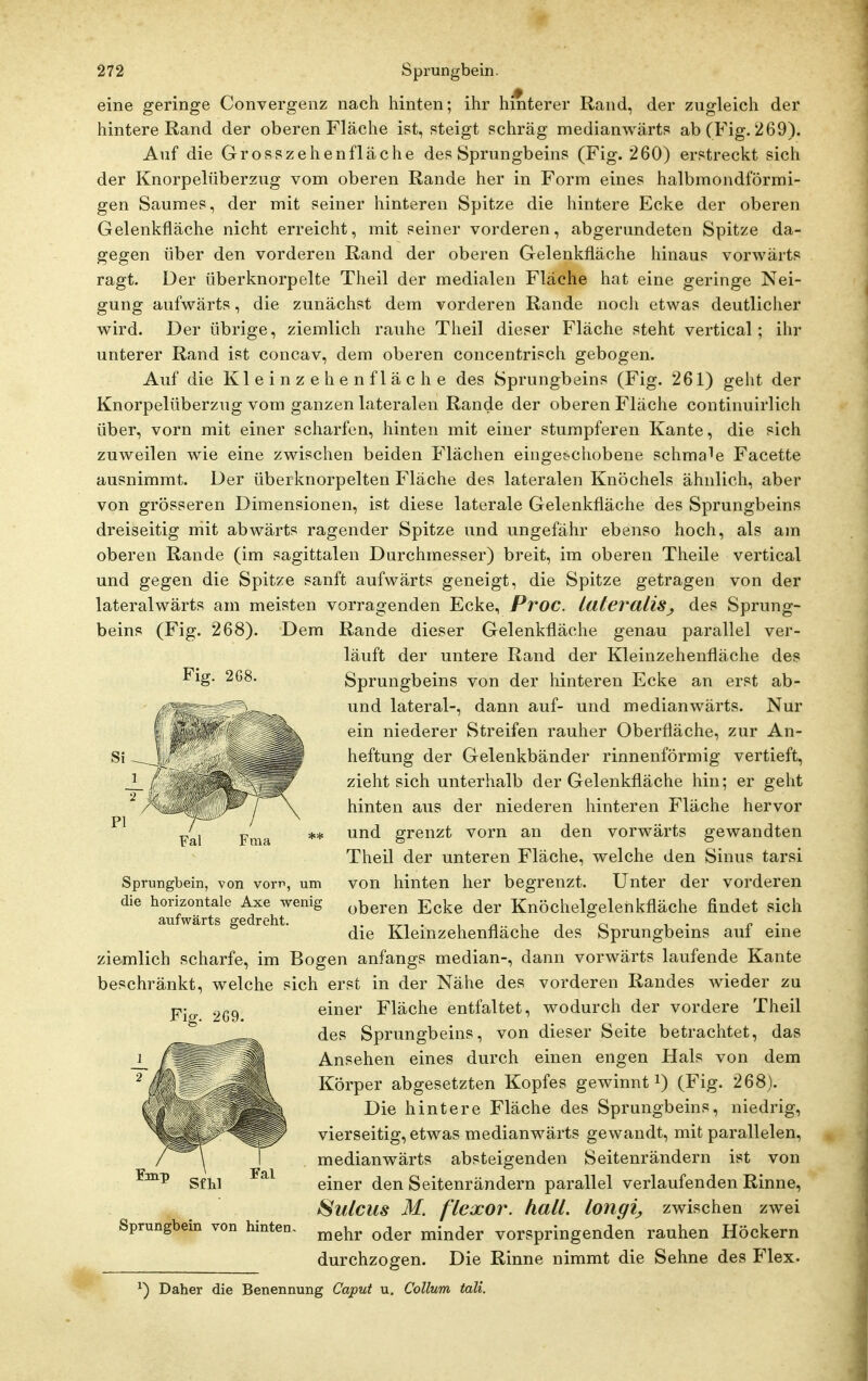 eine geringe Convergenz nach hinten; ihr hmterer Rand, der zugleich der hintere Rand der oberen Fläche ist, steigt schräg medianwärts ab (Fig. 269). Auf die Grosszehenfläche des Sprungbeins (Fig. 260) erstreckt sich der Knorpelüberzug vom oberen Rande her in Form eines halbmondförmi- gen Saumes, der mit seiner hinteren Spitze die hintere Ecke der oberen Gelenkfläche nicht erreicht, mit seiner vorderen, abgerundeten Spitze da- gegen über den vorderen Rand der oberen Gelenkfläche hinaus vorwärts ragt. Der überknorpelte Theil der medialen Fläche hat eine geringe Nei- gung aufwärts, die zunächst dem vorderen Rande nocli etwas deutlicher wird. Der übrige, ziemlich rauhe Theil dieser Fläche steht vertical ; ihr unterer Rand ist concav, dem oberen concentrisch gebogen. Auf die Kl e i n z e h e n f 1 ä c h e des Sprungbeins (Fig. 261) geht der Knorpelüberzng vom ganzen lateralen Rande der oberen Fläche continuirlich über, vorn mit einer scharfen, hinten mit einer stumpferen Kante, die sich zuweilen wie eine zwischen beiden Flächen eingeschobene schmale Facette ausnimmt. Der überknorpelten Fläche des lateralen Knöchels ähnlich, aber von grösseren Dimensionen, ist diese laterale Gelenkfläche des Sprungbeins dreiseitig mit abwärts ragender Spitze und ungefähr ebenso hoch, als am oberen Rande (im sagittalen Durchmesser) breit, im oberen Theile vertical und gegen die Spitze sanft aufwärts geneigt, die Spitze getragen von der lateralwärts am meisten vorragenden Ecke, Proc. lafet'aliSj des Sprung- beins (Fig. 268). Dem Rande dieser Gelenkfläche genau parallel ver- läuft der untere Rand der Kleinzehenfläche des Sprungbeins von der hinteren Ecke an erst ab- und lateral-, dann auf- und medianwärts. Nur ein niederer Streifen rauher Oberfläche, zur An- heftung der Gelenkbänder rinnenförmig vertieft, zieht sich unterhalb der Gelenkfläche hin; er geht hinten aus der niederen hinteren Fläche hervor und grenzt vorn an den vorwärts gewandten Theil der unteren Fläche, welche den Sinus tarsi von hinten her begrenzt. Unter der vorderen oberen Ecke der Knöchelgelenkfläche findet sich die Kleinzehenfläche des Sprungbeins auf eine ziemlich scharfe, im Bogen anfangs median-, dann vorwärts laufende Kante beschränkt, welche sich erst in der Nähe des vorderen Randes wieder zu einer Fläche entfaltet, wodurch der vordere Theil des Sprungbeins, von dieser Seite betrachtet, das Ansehen eines durch einen engen Hals von dem Körper abgesetzten Kopfes gewinnt i) (Fig. 268). Die hintere Fläche des Sprungbeins, niedrig, vierseitig, etwas medianwärts gewandt, mit parallelen, medianwärts absteigenden Seitenrändern ist von einer den Seitenrändern parallel verlaufenden Rinne, ^ulcus M. f'lexor. hall, longi^ zwischen zwei mehr oder minder vorspringenden rauhen Höckern durchzogen. Die Rinne nimmt die Sehne des Flex. Fig. 268. Sprungbein, von vom, um die horizontale Axe wenig aufwärts gedreht. Sfhl Fal Sprungbein von hinten. ^) Daher die Benennung Caput u, Collum tali.