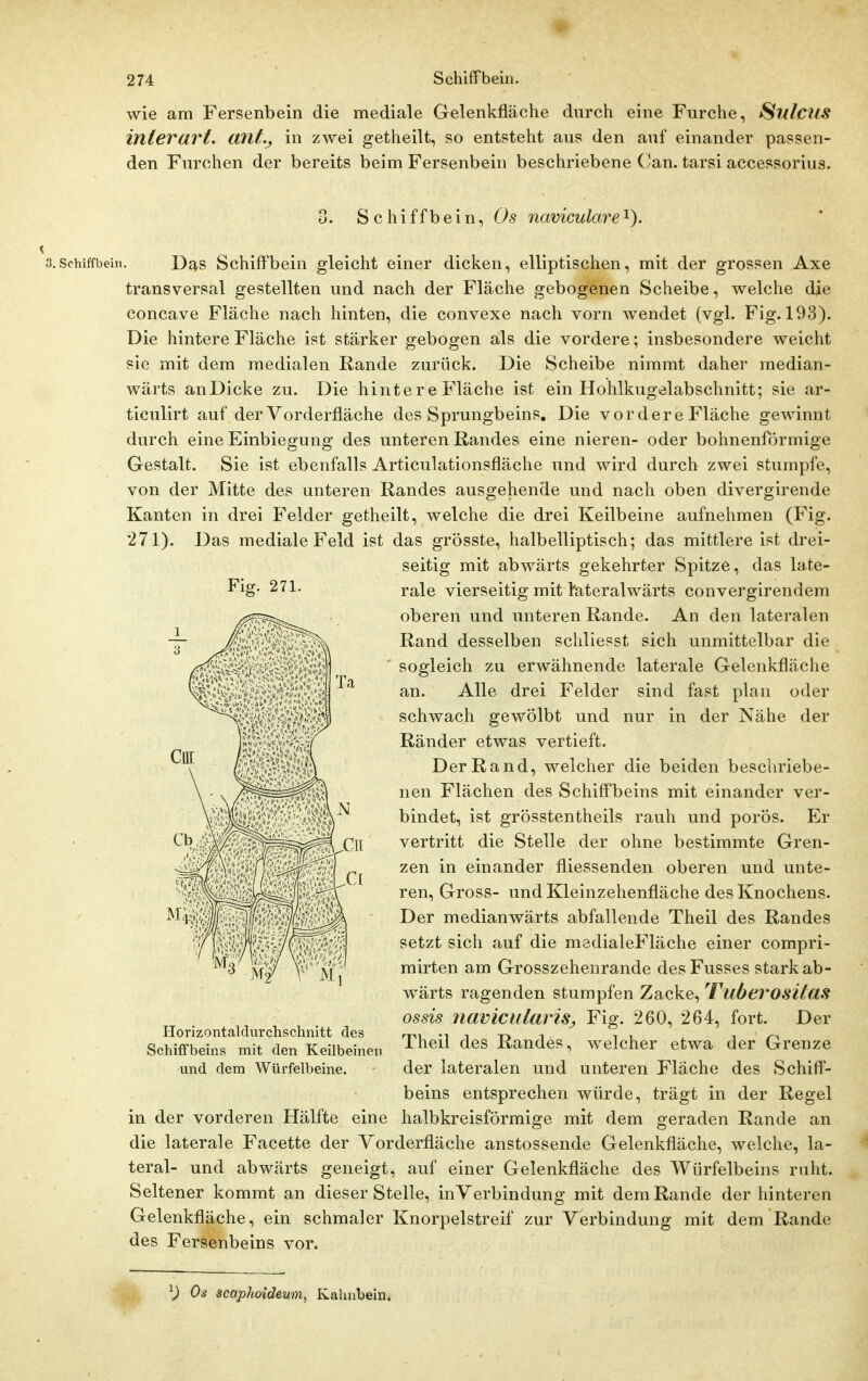 wie am Fersenbein die mediale Gelenkfläche durch eine Furche, Sulcus interai^t. ivtlt.^ in zwei getheilt, so entsteht aus den auf einander passen- den Furchen der bereits beim Fersenbein beschriebene C/an. tarsi accessorius. Schiffbein, Os naviculare'^). Fig. 271. 3.Schiffbein. Das SchifFbeiu gleicht einer dicken, elliptischen, mit der grossen Axe transversal gestellten und nach der Fläche gebogenen Scheibe, welche die concave Fläche nach hinten, die convexe nach vorn wendet (vgl. Fig. 193). Die hintere Fläche ist stärker gebogen als die vordere; insbesondere weicht sie mit dem medialen Rande zurück. Die Scheibe nimmt daher median- wärts anDicke zu. Die hinte re Fläche ist ein Hohlkugelabschnitt; sie ar- ticulirt auf der Vorderfläche des Sprungbeins, Die vordere Fläche gewinnt durch eine Einbiegung des unteren Randes eine nieren- oder bohnenförmige Gestalt. Sie ist ebenfalls Articulationsfläche und wird durch zwei stumpfe, von der Mitte des unteren Randes ausgehende und nach oben divergirende Kanten in drei Felder getheilt, welche die drei Keilbeine aufnehmen (Fig. 271). Das mediale Feld ist das grösste, halbelliptisch; das mittlere ist drei- seitig mit abwärts gekehrter Spitze, das late- rale vierseitig mit tateralwärts convergirendem oberen und unteren Rande. An den lateralen Rand desselben schliesst sich unmittelbar die sogleich zu erwähnende laterale Gelenkfläche an. Alle drei Felder sind fast plan oder schwach gewölbt und nur in der Nähe der Ränder etwas vertieft. Der Rand, welcher die beiden beschriebe- nen Flächen des Schiffbeins mit einander ver- bindet, ist grösstentheils rauh und porös. Er vertritt die Stelle der ohne bestimmte Gren- zen in einander fliessenden oberen und unte- ren. Gross- undKleinzehenfläche des Knochens. Der medianwärts abfallende Theil des Randes setzt sich auf die madialeFläche einer compri- mirten am Grosszehenrande desFusses stark ab- wärts ragenden stumpfen Zacke, Tuöerositas ossis navicidariSj Fig. 260, 264, fort. Der Theil des Randes, welcher etwa der Grenze der lateralen und unteren Fläche des Schiff- beins entsprechen würde, trägt in der Regel in der vorderen Hälfte eine halbkreisförmige mit dem geraden Rande an die laterale Facette der Vorderfläche anstossende Gelenkfläche, welche, la- teral- und abwärts geneigt, auf einer Gelenkfläche des Wiirfelbeins ruht. Seltener kommt an dieser Stelle, inVerbindung mit dem Rande der hinteren Gelenkfläche, ein schmaler Knorpelstreif zur Verbindung mit dem Rande des Fersenbeins vor. Horizontaldurchschnitt des Schiflfbeins mit den Keilbeinen lind dem Würfelbeine. ^) Os scapJmdeum, Kaluibein.