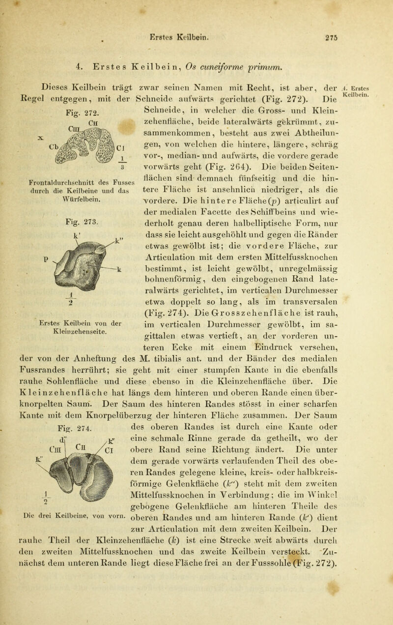 Frontaldurclischnitt des Fusses durch die Keilbeine und das Würfelbein. 4. Erstes Keilbein, Os cuneiforme primum. Dieses Keilbein trägt zwar seinen Namen mit Recht, ist aber, der Regel entgegen, mit der Schneide ani'wärts gerichtet (Fig. 272). Die Schneide, in welcher die Gross- und Klein- zehenfiäche, beide lateralwärts gekrümmt, zn- sammenkommen, besteht aus zwei Abtheilun- gen, von welchen die hintere, längere, schräg vor-, median- und aufwärts, die vordere gerade vorwärts geht (Fig. 2G4). Die beiden Seiten- llächen sind- demnach fünfseitig und die hin- tere Fläche ist ansehnlich niedriger, als die vordere. Die hintere Fläche(p) articulirt auf der medialen Facette des Schiffbeins und wie- derholt genau deren halbelliptische Form, nur dass sie leicht ausgehöhlt und gegen die Ränder etwas gewölbt ist; die vordere Fläche, zur Articulation mit dem ersten Mittelfussknochen bestimmt, ist leicht gewölbt, unregelmässig bohnenförmig, den eingebogenen Rand late- ralwärts gerichtet, im verticalen Durchmesser etwa doppelt so lang, als im transversalen (Fig. 274). Die Grosszehenfläche ist rauh, im verticalen Durchmesser gewölbt, im sa- gittalen etwas vertieft, an der vorderen un- teren Ecke mit einem Eindruck versehen, der von der Anheftung des M. tibialis ant. und der Bänder des medialen Fussrandes herrührt; sie geht mit einer stumpfen Kante in die ebenfalls rauhe Sohlenfläche und diese ebenso in die Kleinzehenfläche über. Die Kleinzehen fläche hat längs dem hinteren und oberen Rande einen über- knorpelten Saum. Der Saum des hinteren Randes stösst in einer scharfen Kante mit dem Knorpelüberzug der hinteren Fläche zusammen. Der Saum des oberen Randes ist durch eine Kante oder eine schmale Rinne gerade da getheilt, wo der obere Rand seine Richtung ändert. Die unter dem gerade vorwärts verlaufenden Theil des obe- ren Randes gelegene kleine, kreis- oder halbkreis- förmige Gelenkfläche (fc) steht mit dem zweiten Mittelfussknochen in Verbindung; die im Winkel gebogene Gelenkfläche am hinteren Theile des oberen Randes und am hinteren Rande (k') dient zur Articulation mit dem zweiten Keilbein. Der rauhe Theil der Kleinzehenfläche (k) ist eine Strecke weit abwärts durch den zweiten Mittelfussknochen und das zweite Keilbein versteckt. Zu- nächst dem unteren Rande liegt diese Fläche frei an der Fusssohle (Fig. 272). Erstes Keilbein von der Kleinzehenseite. Fig. 274. Cl Die drei Keilbeine, von vorn. .4. Erstes Keilbein.