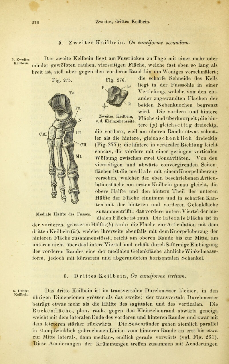 27G Zweites, drittes Keilbein. 5. Zweites Keilbein, Os cuneiforme secundum. 5. Zweites Das zweite Keilbein liegt am Fussrücken zu Tage mit einer mehr oder Keilbein, ^-jj^jgj. gewölbten rauhen, vierseitigen Fläche, welche fast eben so lang als breit ist, sich aber gegen den vorderen Rand hin um Weniges verschmälert; Fig. 275. Fig. 276. ein die scharfe Schneide des Keils liegt in der Fusssohle in einer Vertiefung, welche von den ein- ander zugewandten Flächen der beiden Nebenknochen begrenzt wird. Die vordere und hintere Zweites Keilbein Fläche sind überknorpelt; die hin- V. d. Kleinzehenseite. ^ ' tere (p} gleichseitig dreieckig, die vordere, weil am oberen Rande etwas schmä- ler als die hintere, gleich sc henk lieh dreieckig (Fig. 277); die hintere in verticaler Richtung leicht concav, die vordere mit einer geringen verticalen Wölbung zwischen zwei Concavitäten. Von den vierseitigen und abwärts convergirenden Seiten- flächen ist die mediale mit einem Knorpelüberzug versehen, welcher der eben beschriebenen Articu- lationsfläche am ersten Keilbein genau gleicht, die obere Hälfte und den hintern Theil der unteren Hälfte der Fläche einnimmt und in scharfen Kan- ten mit der hinteren und vorderen Gelenkfläche zusammentrifl't; das vordere untere Viertel der me- dialen Fläche ist rauh. Die laterale Fläche ist in der vorderen, grösseren Hälfte (Ä;) rauh; die Fläche zur Articulation mit dem dritten Keilbein (yb'), welche ihrerseits ebenfalls mit dem Knorpelüberzug der hinteren Fläche zusammenstösst, reicht am oberen Rande bis zur Mitte, am unteren nicht über das hintere Viertel und erhält durch S-förmige Einbiegung des vorderen Randes eine der medialen Gelenkfläche ähnliche Winkelmaass- form, jedoch mit kürzerem und abgerundetem horizontalen Schenkel. Mediale Hälfte des Fusses. 6. Drittes Keilbein, Os cuneiforme tertium. 6. Drittes Keilbein. Das dritte Keilbein ist im transversalen Durchmesser kleiner, in den übrigen Dimensionen grösser als das zweite; der transversale Durchmesser beträgt etwas mehr als die Hälfte des sagittalen und des verticalen. Die Rücken fläche, plan, rauh, gegen den Kleinzehenrand abwärts geneigt, weicht mit dem lateralen Ende des vorderen und hinteren Randes und zwar mit dem letzteren stärker rückwärts. Die Seitenränder gehen ziemlich parallel in Stumpfwinklich gebrochenen Linien vom hinteren Rande an erst bis etwa zur Mitte lateral-, dann median-, endlich gerade vorwärts (vgl. Fig. 261). Diese Aenderungen der Krümmungen treffen zusammen mit Aenderungen