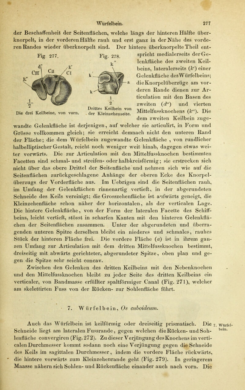 der Beschaffenheit der Seitenflächen, welche längs der hinteren Hälfte über- knorpelt, in der vorderen Hälfte rauh und erst ganz in der Nähe des vorde- ren Randes wieder überknorpelt sind. Der hintere überknorpelte Theil ent- Fig. 277. Die drei Keilbeine, von vorn. Drittes Keilbein von der Kleinzehenseite. spricht medialerseits der Ge- lenkfläche des zweiten Keil- beins, lateralerseits (fc') einer Gelenkfläche desWürfelbeins; dieKnorpelüberzüge am vor- deren Rande dienen zur Ar- ticulation mit den Basen des zweiten (d) und vierten Mittelfussknochens (k). Die dem zweiten Keilbein zuge- wandte Gelenkfläche ist derjenigen, auf welcher sie articulirt, in Form und Grösse vollkommen gleich; sie erreicht demnach nicht den unteren Rand der Fläche; die dem Würfelbein zugewandte Gelenkfläche , von rundlicher halbelliptischer Gestalt, reicht noch weniger weit hinab, dagegen etwas wei- ter vorwärts. Die zur Articulation mit den Mittelfussknochen bestimmten Facetten sind schmal- und streifen- oder halbkreisförmig; sie erstrecken sich nicht über das obere Drittel der Seitenfläche und nehmen sich wie auf die Seitenflächen zurückgeschlagene Anhänge der oberen Ecke des Knorpel- überzugs der Yorderfläche aus. Im Uebrigen sind die Seitenflächen rauh, im Umfang der Gelenkflächen rinnenartig vertieft, in der abgerundeten Schneide des Keils vereinigt; die Grosszehenfläche ist aufwärts geneigt, die Kleinzehenfläche schon näher der horizontalen, als der verticalen Lage. Die hintere Gelenkfläche, von der Form der lateralen Facette des Schiff- beins, leicht vertieft, stösst in scharfen Kanten mit den hinteren Gelenkflä- chen der Seitenflächen zusammen. Unter der abgerundeten und überra- genden unteren Spitze derselben bleibt ein niederes und schmales, rauhes Stück der hinteren Fläche frei. Die vordere Fläche (d) ist in ihrem gan- zen Umfang zur Articulation mit dem dritten Mittelfussknochen bestimmt, dreiseitig mit abwärts gerichteter, abgerundeter Spitze, oben plan und ge- gen die Spitze sehr seicht concav. Zwischen den Gelenken des dritten Keilbeins mit den Nebenknochen und den Mittelfussknochen bleibt zu jeder Seite des dritten Keilbeins ein verticaler, von Bandmasse erfüllter spaltförmiger Canal (Fig. 271), welcher am skelettirten Fuss von der Rücken- zur Sohlenfläche führt. 7. Würfelbein, Os cuhoideum. Auch das Würfelbein ist keilförmig oder dreiseitig prismatisch. Die 7, würfei- Schneide liegt am lateralen Fussrande, gegen welchen die Rücken-und Soh- lenfläche convergiren (Fig. 272). Zu dieser Verjüngung des Knochens im verti- calen Durchmesser kommt sodann noch eine Verjüngung gegen die Schneide des Keils im sagittalen Durchmesser, indem die vordere Fläche rückwärts, * die hintere vorwärts zum Kleinzehenrande geht (Fig. 279). In geringerem Maasse nähern sich Sohlen- und Rückenfläche einander auch nach vorn. Die