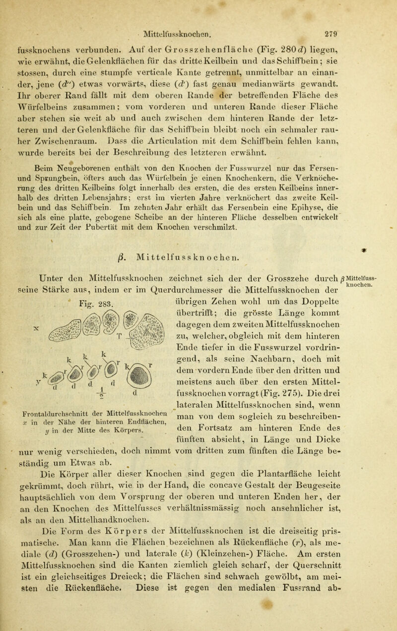 fussknochens verbunden. Auf der Grosszehenfläche (Fig. 280^i) liegen, wie erwähnt, die Gelenkflächen für das dritte Keilbein und das Schiffbein; sie stossen, durch eine stumpfe verticale Kante getrennt, unmittelbar an einan- der, jene {d) etwas vorwärts, diese (c?') fast genau medianwärts gewandt. Ihr oberer Rand fällt mit dem oberen Rande der betreffenden Fläche des Würfelbeins zusammen; vom vorderen und unteren Rande dieser Fläche aber stehen sie weit ab und auch zwischen dem hinteren Rande der letz- teren und der Gelenkfläche für das Schiffbein bleibt noch ein schmaler rau- her Zwischenraum. Dass die Articulation mit dem Schiff'bein fehlen kann, wurde bereits bei der Beschreibung des letzteren erwähnt. Beim Neugeborenen enthält von den Knochen der Fusswurzel nur das Fersen- und Spvungbein, öfters auch das Würfelbein je einen Knochenkern, die Verknöche- rung des dritten Keilbeins folgt innerhalb des ersten, die des ersten Keilbeins inner- halb des dritten Lebensjahrs; erst im vierten Jahre verknöchei't das zweite Keil- bein und das Schiffbein. Im zehnten Jahr erhält das Fersenbein eine Epihyse, die sich als eine platte, gebogene Scheibe an der hinteren Fläche desselben entwickelt und zur Zeit der Pubertät mit dem Knochen verschmilzt. m ß. Mittelfu SS kn o chen. Unter den Mittelfussknochen zeichnet sich der der Grosszehe durch j5Mittelfuss- seine Stärke aus, indem er im Querdurchmesser die Mittelfussknochen der übrigen Zehen wohl um das Doppelte übertrifft; die grösste Länge kommt dagegen dem zweiten Mittelfussknochen zu, welcher, obgleich mit dem hinteren Ende tiefer in die Fusswurzel vordrin- gend, als seine Nachbarn, doch mit dem vordem Ende über den dritten und meistens auch über den ersten Mittel- fussknochen vorragt (Fig. 275). Die drei lateralen Mittelfussknochen sind, wenn man von dem sogleich zu beschreiben- den Fortsatz am hinteren Ende des fünften absieht, in Länge und Dicke ' nur wenig verschieden, doch nimmt vom dritten zum fünften die Länge be- ständig um Etwas ab. Die Körper aller dieser Knochen sind gegen die Plantarfläche leicht gekrümmt, doch rührt, wie in der Hand, die concave Gestalt der Beugeseite hauptsächlich von dem Vorsprung der oberen und unteren Enden her, der an den Knochen des Mittelfusses verhältnissmässig noch ansehnlicher ist, als an den Mittelhandknochen. Die Form des Körpers der Mittelfussknochen ist die dreiseitig pris- matische. Man kann die Flächen bezeichnen als Rückenfläche (r), als me- diale {d) (Grosszehen-) und laterale (k) (Kleinzehen-) Fläche. Am ersten Mittelfussknochen sind die Kanten ziemlich gleich scharf, der Querschnitt ist ein gleichseitiges Dreieck; die Flächen sind schwach gewölbt, am mei- sten die Rückenfläche. Diese ist gegen den medialen Fussrand ab- Fig. 283. Frontalclurchsclmitt der Mittelfussknochen X in der Nähe der hinteren Endflächen, y in der Mitte des Körpers.
