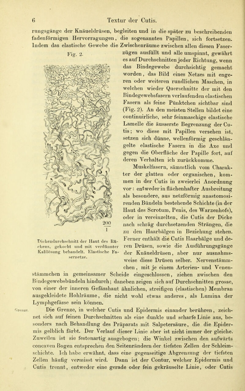 rungsgänge der Knäueklrüsen, begleiten und in die später zu beschreibenden fadenförmigen Hervorragungen, die sogenannten Papillen, sich fortsetzen. Indem das elastische Gewebe die Zwischenräume zwischen allen diesen Faser- zügen ausfüllt und alle umspinnt, gewährt es auf Durchschnitten jeder Richtung, wenn das Bindegewebe durchsichtig gemacht worden, das Bild eines Netzes mit enge- ren oder weiteren rundlichen Maschen, in welchen wieder Querschnitte der mit den Bindegewebsfasern verlaufenden elastischen Fasern als feine Pünktchen sichtbar sind (Fig. 2). An den meisten Stellen bildet eine continuirliche, sehr feinmaschige elastische Lamelle die äusserste Begrenzung der Cu- tis ; wo diese mit Papillen versehen ist, setzen sich dünne, wellenförmig geschlän- gelte elastische Fasern in die Axe und gegen die Oberfläche der Papille fort, auf deren Verhalten ich zurückkomme. Muskelfasern, sämrntlich vom Charak- ter der glatten oder organischen, kom- men in der Cutis in zweierlei Anordnung vor: entweder in flächenhafter Ausbreitung als besondere, aus netzförmig anastomosi- renden Bündeln bestehende Schichte (in der Haut des Scrotum, Penis, des Warzenhofs), oder in vereinzelten, die Cutis der Dicke nach schräg durchsetzenden Strängen, die zu den Haarbälgen in Beziehung stehen. Dickendurchschnitt der Haut des Rü- Feriier entMlt die Clltis Haarbälge und de- ckens, gekocht und mit verdünnter reu Drüsen, sowie die Ausführungsgänge Kalilösung behandelt. Elastische Fa- cjer Knäueldrüsen, aber nur ausnahms- weise diese Drüsen selber. Nervenstämm- chen, mit je einem Arterien- und Venen- stämmchen in gemeinsamer Scheide eingeschlossen, ziehen zwischen den Bindegewebsbündeln hindurch; daneben zeigen sich auf Durchschnitten grosse, von einer der inneren Gefässhaut ähnlichen, streifigen (elastischen) Membran ausgekleidete Hohlräume, die nicht wohl etwas anderes, als Lumina der Lymphgefässe sein können, oronze. Die Grenze, in welcher Cutis und Epidermis einander berühren, zeich- net sich auf feinen Durchschnitten als eine dunkle und scharfe Linie aus, be- sonders nach Behandlung des Präparats mit Salpetersäure, die die Epider- mis gelblich färbt. Der Verlauf dieser Linie aber ist nicht immer der gleiche. Zuweilen ist sie festonartig ausgebogen; die Winkel zwischen den aufwärts concaven Bogen entsprechen den Seitenrändern der tiefsten Zellen der Schleim- schichte. Ich habe erwähnt, dass eine gegenseitige Abgrenzung der tiefsten Zellen häufig vermisst wird. Dann ist der Contur, welcher Epidermis und Cutis trennt, entweder eine gerade oder fein gekräuselte Linie, oder Cutis