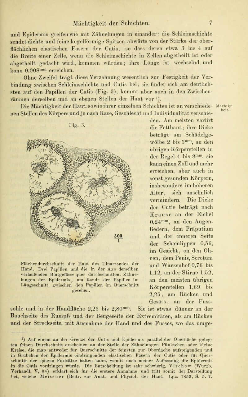 und Epidermis greifen wie mit Zähnelungen in einander: die Schleimschichte sendet dichte und feine kegelförmige Spitzen abwärts von der Stärke der ober- flächlichen elastischen Fasern der Cutis, so dass deren etwa 3 bis 4 auf die Breite einer Zelle, wenn die Schleimschichte in Zellen abgetheilt ist oder abgetheilt gedacht wird, kommen würden; ihre Länge ist wechselnd und kann 0,008mm erreichen. Ohne Zweifel trägt diese Verzahnung wesentlich zur Festigkeit der Ver- bindung zwischen Schleimschichte und Cutis bei; sie findet sich am deutlich- sten auf den Papillen der Cutis (Fig. 3), kommt aber auch in den Zwischen- räumen derselben und an ebenen Stellen der Haut vor 1). Die Mächtigkeit der Haut, sowie ihrer einzelnen Schichten ist an verschiede- nen Stellen des Körpers und je nach Place, Geschlecht und Individualität verschie- den. Am meisten variirt ¥ig- 8> die Fetthaut; ihre Dicke beträgt am Schädelge- wölbe 2 bis 3mm, an den übrigen Körperstellen in der Regel 4 bis 9mm, sie kann einen Zoll und mehr erreichen, aber auch in sonst gesunden Körpern, insbesondere im höheren Alter, sich ansehnlich vermindern. Die Dicke der Cutis beträgt nach Krause an der Eichel 0,24mm, an den Augen- liedern, dem Präputium und der inneren Seite der Schamlippen 0,56, im Gesicht, an den Oh- ren, dem Penis, Scrotum und Warzenhof 0,76 bis 1,12, an derStirne 1,52, an den meisten übrigen Körperstellen 1,69 bis 2,25, am Rücken und Gesäss, an der Fuss- sohle und in der Handfläche 2,25 bis 2,80mm. Sie ist etwas dünner an der Bauchseite des Rumpfs und der Beugeseite der Extremitäten, als am Rücken und der Streckseite, mit Ausnahme der Hand und des Fusses, wo das umge- Flächendurchschnitt der Haut des Ulnarrandes der Hand. Drei Papillen und die in der Axe derselben verlaufenden Blutgefässe quer durchschnitten. Zähne- lungen der Epidermis, am Rande der Papillen im Längsschnitt, zwischen den Papillen im Querschnitt gesehen. Mächt i kcit. 1) Auf einem an der Grenze der Cutis und Epidermis parallel der Oberfläche geleg- ten feinen Durchschnitt erscheinen an der Stelle der Zähnelungen Pünktchen oder kleine Kreise, die man entweder für Querschnitte der feinsten zur Oberfläche aufsteigenden und in Grübchen der Epidermis eindringenden elastischen Fasern der Cutis oder für Quer- schnitte der spitzen Fortsätze halten kann, womit nach meiner Auffassung die Epidermis in die Cutis vordringen würde. Die Entscheidung ist sehr schwierig. Virchow (Würzb. Verhandl. V, 84) erklärt sich für die erstere Annahme und tritt somit der Darstellung bei, welche Meissner (Beitr. zur Anat. und Physiol. der Haut. Lpz. 1853, S. 5. 7.