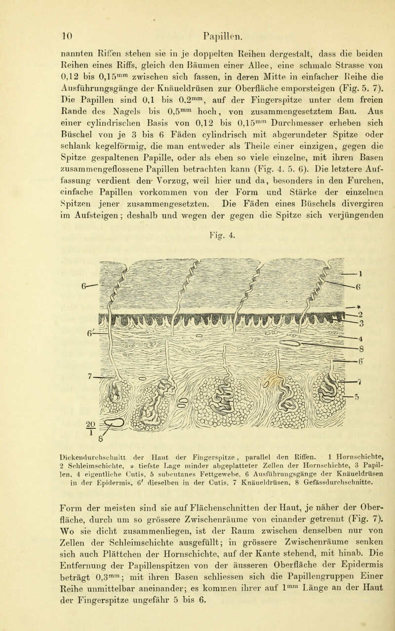 nannten Riffen stehen sie in je doppelten Reihen dergestalt, dass die beiden Reihen eines Riffs, gleich den Bäumen einer Allee, eine schmale Strasse von 0,12 bis 0,15mm zwischen sich fassen, in deren Mitte in einfacher Reihe die Ausführungsgänge der Knäueldrüsen zur Oberfläche emporsteigen (Fig. 5. 7). Die Papillen sind 0,1 bis 0,2mm, auf der Fingerspitze unter dem freien Rande des Nagels bis 0,5mm hoch, von zusammengesetztem Bau. Aus einer cylindrischen Basis von 0,12 bis 0,15mm Durchmesser erheben sich Büschel von je 3 bis 6 Fäden cylindrisch mit abgerundeter Spitze oder schlank kegelförmig, die man entweder als Theile einer einzigen, gegen die Spitze gespaltenen Papille, oder als eben so viele einzelne, mit ihren Basen zusammengeflossene Papillen betrachten kann (Fig. 4. 5. 6). Die letztere Auf- fassung verdient den- Vorzug, weil hier und da, besonders in den Furchen, einfache Papillen vorkommen von der Form und Stärke der einzelnen Spitzen jener zusammengesetzten. Die Fäden eines Büschels divergiren im Aufsteigen ; deshalb und wegen der gegen die Spitze sich verjüngenden Fig. 4. Dickendurchschnitt der Haut der Fingerspitze , parallel den Riffen. 1 Hornschichte, 2 Schleimschichte, * tiefste Lage minder abgeplatteter Zellen der Hornschichte, 3 Papil- len, 4 eigentliche Cutis, 5 subcutanes Fettgewebe, 6 Ausführungsgänge der Knäueldrüsen in der Epidermis, 6' dieselben in der Cutis, 7 Knäueldrüsen, 8 Gefässdurchschnittc. Form der meisten sind sie auf Flächenschnitten der Haut, je näher der Ober- fläche, durch um so grössere Zwischenräume von einander getrennt (Fig. 7). Wo sie dicht zusammenliegen, ist der Raum zwischen denselben nur von Zellen der Schleimschichte ausgefüllt; in grössere Zwischenräume senken sich auch Plättchen der Hornschichte, auf der Kante stehend, mit hinab. Die Entfernung der Papillenspitzen von der äusseren Oberfläche der Epidermis beträgt 0,3mm; mit ihren Basen schliessen sich die Papillengruppen Einer Reihe unmittelbar aneinander; es kommen ihrer auf lmm Länge an der Haut der Fingerspitze ungefähr 5 bis 6.