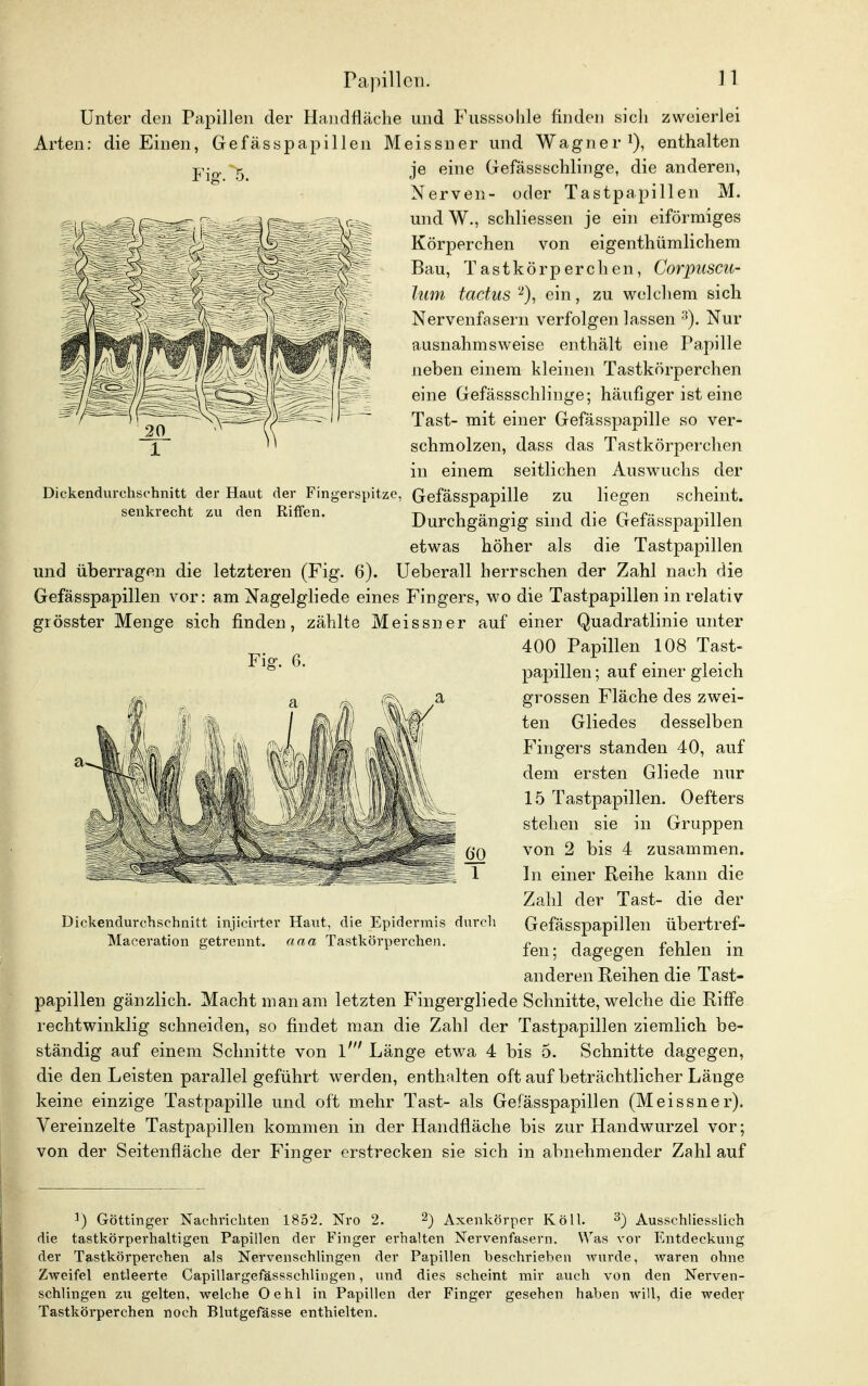 Unter den Papillen der Handfläche und Fusssohle finden sich zweierlei Arten: die Einen, Gefässpapillen Meissner und Wagner1), enthalten Fig.'5. je eine Gefässschlinge, die anderen, Nerven- oder Tastpapillen M. undW., schliessen je ein eiförmiges Körperchen von eigenthümlichem Bau, Tastkörperchen, Corpuscu- lum tactas 2), ein, zu welchem sich Nervenfasern verfolgen lassen 3). Nur ausnahmsweise enthält eine Papille neben einem kleinen Tastkörperchen eine Gefässschlinge; häufiger ist eine Tast- mit einer Gefässpapille so ver- schmolzen, dass das Tastkörperchen in einem seitlichen Auswuchs der Dickendurchschnitt der Haut der Fingerspitze, Gefässpapille zu liegen scheint. senkrecht zu den Riffen. t .. • • i t r< r- -n Durchgangig sind die Gefässpapillen etwas höher als die Tastpapillen und überragen die letzteren (Fig. 6). Ueberall herrschen der Zahl nach die Gefässpapillen vor: am Nagelgliede eines Fingers, wo die Tastpapillen in relativ grösster Menge sich finden, zählte Meissner auf einer Quadratlinie unter 400 Papillen 108 Tast- papillen ; auf einer gleich grossen Fläche des zwei- ten Gliedes desselben Fingers standen 40, auf dem ersten Gliede nur 15 Tastpapillen. Oefters stehen sie in Gruppen von 2 bis 4 zusammen. In einer Reihe kann die Zahl der Tast- die der Gefässpapillen übertref- fen; dagegen fehlen in anderen Reihen die Tast- papillen gänzlich. Macht man am letzten Fingergliede Schnitte, welche die Riffe rechtwinklig schneiden, so findet man die Zahl der Tastpapillen ziemlich be- ständig auf einem Schnitte von l' Länge etwa 4 bis 5. Schnitte dagegen, die den Leisten parallel geführt werden, enthalten oft auf beträchtlicher Länge keine einzige Tastpapille und oft mehr Tast- als Gefässpapillen (Meissner). Vereinzelte Tastpapillen kommen in der Handfläche bis zur Handwurzel vor; von der Seitenfläche der Finger erstrecken sie sich in abnehmender Zahl auf Fig. 6. Diekendurchsehnitt injicirter Haut, die Epidermis Maceration getrennt, aaa Tastkörperchen. durch r) Göttinger Nachrichten 1852. Nro 2. 2) Axenkörper Köll. 3) Ausschliesslich die tastkörperhaltigen Papillen der Finger erhalten Nervenfasern. Was vor Entdeckung der Tastkörperchen als Nervenschlingen der Papillen beschrieben wurde, waren ohne Zweifel entleerte Capillargefässschlingen, und dies scheint mir auch von den Nerven- schi in gen z^^ gelten, welche Oehl in Papillen der Finger gesehen haben will, die weder Tastkörperchen noch Blutgefässe enthielten.