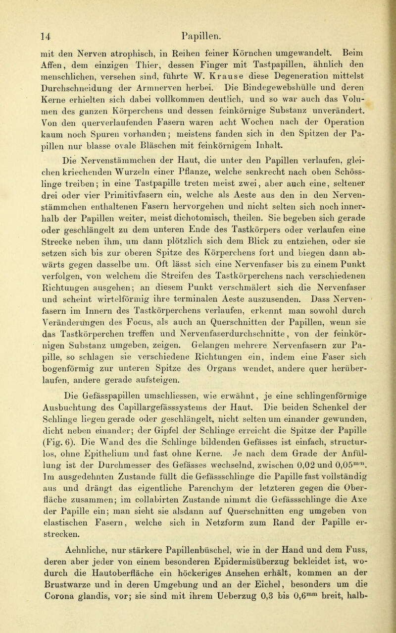 mit den Nerven atrophisch, in Reihen feiner Körnchen umgewandelt. Beim Affen, dem einzigen Thier, dessen Finger mit Tastpapillen, ähnlich den menschlichen, versehen sind, führte W. Krause diese Degeneration mittelst Durchschneidung der Armnerven herbei. Die Bindegewebshülle und deren Kerne erhielten sich dabei vollkommen deutlich, und so war auch das Volu- men des ganzen Körperchens und dessen feinkörnige Substanz unverändert. Von den querverlaufenden Fasern waren acht Wochen nach der Operation kaum noch Spuren vorhanden; meistens fanden sich in den Spitzen der Pa- pillen nur blasse ovale Bläschen mit feinkörnigem Inhalt. Die Nervenstämmchen der Haut, die unter den Papillen verlaufen, glei- chen kriechenden Wurzeln einer Pflanze, welche senkrecht nach oben Schöss- linge treiben; in eine Tastpapille treten meist zwei, aber auch eine, seltener drei oder vier Primitivfasern ein, welche als Aeste aus den in den Nerven- stämmchen enthaltenen Fasern hervorgehen und nicht selten sich noch inner- halb der Papillen weiter, meist dichotomisch, theilen. Sie begeben sich gerade oder geschlängelt zu dem unteren Ende des Tastkörpers oder verlaufen eine Strecke neben ihm, um dann plötzlich sich dem Blick zu entziehen, oder sie setzen sich bis zur oberen Spitze des Körperchens fort und biegen dann ab- wärts gegen dasselbe um. Oft lässt sich eine Nervenfaser bis zu einem Punkt verfolgen, von welchem die Streifen des Tastkörperchens nach verschiedenen Richtungen ausgehen; an diesem Punkt verschmälert sich die Nervenfaser und scheint wirteiförmig ihre terminalen Aeste auszusenden. Dass Nerven- fasern im Innern des Tastkörperchens verlaufen, erkennt man sowohl durch Veränderungen des Focus, als auch an Querschnitten der Papillen, wenn sie das Tastkörperchen treffen und Nervenfaserdurchschnitte, von der feinkör- nigen Substanz umgeben, zeigen. Gelangen mehrere Nervenfasern zur Pa- pille, so schlagen sie verschiedene Richtungen ein, indem eine Faser sich bogenförmig zur unteren Spitze des Organs wendet, andere quer herüber- laufen, andere gerade aufsteigen. Die Gefässpapillen umschliessen, wie erwähnt, je eine schlingenförmige Ausbuchtung des Capillargefässsystems der Haut. Die beiden Schenkel der Schlinge liegen gerade oder geschlängelt, nicht selten um einander gewunden, dicht neben einander; der Gipfel der Schlinge erreicht die Spitze der Papille (Fig. 6). Die Wand des die Schlinge bildenden Gefässes ist einfach, structur- los, ohne Epithelium und fast ohne Kerne. Je nach dem Grade der Anfül- lung ist der Durchmesser des Gefässes wechselnd, zwischen 0,02 und 0,05mm. Im ausgedehnten Zustande füllt die Gefässschlinge die Papille fast vollständig aus und drängt das eigentliche Parenchym der letzteren gegen die Ober- fläche zusammen; im collabirten Zustande nimmt die Gefässschlinge die Axe der Papille ein; man sieht sie alsdann auf Querschnitten eng umgeben von elastischen Fasern, welche sich in Netzform zum Rand der Papille er- strecken. Aehnliche, nur stärkere Papillenbüschel, wie in der Hand und dem Fuss, deren aber jeder von einem besonderen Epidermisüberzug bekleidet ist, wo- durch die Hautoberfläche ein höckeriges Ansehen erhält, kommen an der Brustwarze und in deren Umgebung und an der Eichel, besonders um die Corona glandis, vor; sie sind mit ihrem Ueberzug 0,3 bis 0,6mm breit, halb-