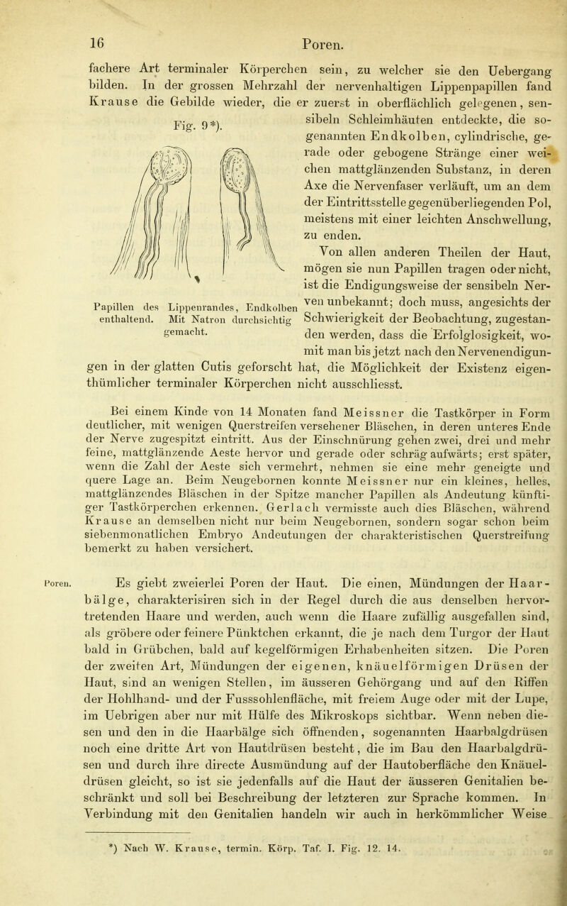 fächere Art terminaler Körperchen sein, zu welcher sie den Uebergang bilden. In der grossen Mehrzahl der nervenhaltigen Lippenpapillen fand Krause die Gebilde wieder, die er zuerst in oberflächlich gelegenen, sen- sibeln Schleimhäuten entdeckte, die so- genannten Endkolben, cylindrische, ge- rade oder gebogene Stränge einer wei- chen mattglänzenden Substanz, in deren Axe die Nervenfaser verläuft, um an dem der Eintrittsstelle gegenüberliegenden Pol, meistens mit einer leichten Anschwellung, zu enden. Von allen anderen Theilen der Haut, mögen sie nun Papillen tragen oder nicht, ist die Endigungsweise der sensibeln Ner- Papillen de« Lippenrandes, Endkolben ve» unbekannt; doch muss, angesichts der enthaltend. Mit Natron durchsichtig Schwierigkeit der Beobachtung, zugestan- gemacht. c]en werden, dass die Erfolglosigkeit, wo- mit man bis jetzt nach den Nervenendigun- gen in der glatten Cutis geforscht hat, die Möglichkeit der Existenz eigen- tümlicher terminaler Körperchen nicht ausschliesst. Bei einem Kinde von 14 Monaten fand Meissner die Tastkörper in Form deutlicher, mit wenigen Querstreifen versehener Bläsehen, in deren unteres Ende der Nerve zugespitzt eintritt. Aus der Einschnürung gehen zwei, drei und mehr feine, mattglänzende Aeste hervor und gerade oder schräg aufwärts; erst später, wenn die Zahl der Aeste sich vermehrt, nehmen sie eine mehr geneigte und quere Lage an. Beim Neugebornen konnte Meissner nur ein kleines, helles, mattglänzendes Bläschen in der Spitze mancher Papillen als Andeutung künfti- ger Tastkörperchen erkennen. Gerlach vermisste auch dies Bläschen, während Krause an demselben nicht nur beim Neugebornen, sondern sogar schon beim siebenmonatlichen Embryo Andeutungen der charakteristischen Querstreifung bemerkt zu haben versichert. Foren. Es giebt zweierlei Poren der Haut. Die einen, Mündungen der Haar- bälge, charakterisiren sich in der Regel durch die aus denselben hervor- tretenden Haare und werden, auch wenn die Haare zufällig ausgefallen sind, als gröbere oder feinere Pünktchen erkannt, die je nach dem Turgor der Haut bald in Grübchen, bald auf kegelförmigen Erhabenheiten sitzen. Die Poren der zweiten Art, Mündungen der eigenen, knäuelförmigen Drüsen der Haut, sind an wenigen Stellen, im äusseren Gehörgang und auf den Riffen der Hohlhand- und der Fusssohlenfläche, mit freiem Auge oder mit der Lupe, im Uebrigen aber nur mit Hülfe des Mikroskops sichtbar. Wenn neben die- sen und den in die Haarbälge sich öffnenden, sogenannten Haarbalgdrüsen noch eine dritte Art von Hautdrüsen besteht, die im Bau den Haarbalgdrü- sen und durch ihre directe Ausmündung auf der Hautoberfläche den Knäuel- drüsen gleicht, so ist sie jedenfalls auf die Haut der äusseren Genitalien be- schränkt und soll bei Beschreibung der letzteren zur Sprache kommen. In Verbindung mit den Genitalien handeln wir auch in herkömmlicher Weise Fig. 9*). *) Nach W. Krause, termin. Körp. Taf. T. Fig. 12. 14.