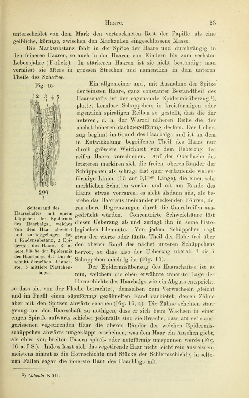 unterscheidet von dem Mark den vertrockneten Rest der Papille als eine gelbliche, körnige, zwischen den Markzellen eingeschlossene Masse. Die Marksubstanz fehlt in der Spitze der Haare und durchgängig in den feineren Haaren, so auch in den Haaren von Kindern bis zum sechsten Lebensjahre (Falck). In stärkeren Haaren ist sie nicht beständig; man vermisst sie öfters in grossen Strecken und namentlich in dem unteren Theile des Schaftes. jpjg. 25 Ein allgemeiner und, mit Ausnahme der Spitze der feinsten Haare, ganz constanter Bestandtheil des ' 3 4 | Haarschafts ist der sogenannte Epidermisüberzug x), ^ll^l platte, kernlose Schüppchen, in kreisförmigen oder eigentlich spiraligen Reihen so gestellt, dass die der unteren, d. h. der Wurzel näheren Reihe die der nächst höheren dachziegelförmig decken. Der Ueber- zug beginnt im Grund des Haarbalgs und ist an dem in Entwicklung begriffenen Theil des Haars nur durch grössere Weichheit von dem Ueberzug des reifen Haars verschieden. Auf der Oberfläche des letzteren markiren sich die freien, oberen Ränder der Schüppchen als schräg, fast quer verlaufende wellen- förmige Linien (15 auf 0,lmm Länge), die einen sehr merklichen Schatten werfen und oft am Rande des Haars etwas vorragen; es sieht alsdann aus, als be- stehe das Haar aus ineinander steckenden Röhren, de- ren obere Begrenzungen durch die Querstreifen aus- gedrückt würden. Concentrirte Schwefelsäure löst diesen Ueberzug ab und zerlegt ihn in seine histo- von dem Haar abgelöst logischen Elemente. Von jedem Schüppchen ragt und zurückgebogen ist. etwft der yierte oder fünfte Theü d(Jr Höhe frei üW 1 Rindensubstanz, 2 Epi- dermis des Haars, 3 in- den oberen Rand des nächst unteren Schüppchens nere Fläche der Epidermis hervor, so dass also der Ueberzug überall 4 bis 5 des Haarbalgs, 4, 5 Durch- 0 i •• i •• i j.- • l /t?' i k\ schnitt derselben, 4 inner- Schuppchen machtig ist (Flg. 15). ste, 5 mittlere Plättchen- Der Epidermisüberzug des Haarschaftes ist es lage# nun, welchem die oben erwähnte innerste Lage der Hornschichte des Haarbalgs wie ein Abguss entspricht, so dass sie, von der Fläche betrachtet, demselben zum Verwechseln gleicht und im Profil einen sägeförmig gezähnelten Rand darbietet, dessen Zähne aber mit den Spitzen abwärts schauen (Fig. 15, 4). Die Zähne scheinen starr genug, um den Haarschaft zu nöthigen, dass er sich beim Wachsen in einer engen Spirale aufwärts schiebe; jedenfalls sind sie Ursache, dass am rein aus- gerissenen vegetirenden Haar die oberen Ränder der weichen Epidermis- schüppchen abwärts umgeklappt erscheinen, was dem Haar ein Ansehen giebt, als ob es von breiten Fasern spiral- oder netzförmig umsponnen werde (Fig. 16 a. f. S.). Indess lässt sich das vegetirende Haar nicht leicht rein ausreissen; meistens nimmt es die Hornschichte und Stücke der Schleimschichte, in selte- nen Fällen sogar die innerste Haut des Haarblags mit. Seitenrand des Haarschaftes mit einem Läppchen der Epidermis des Haarbalgs, welches !) Cuticula Köll.