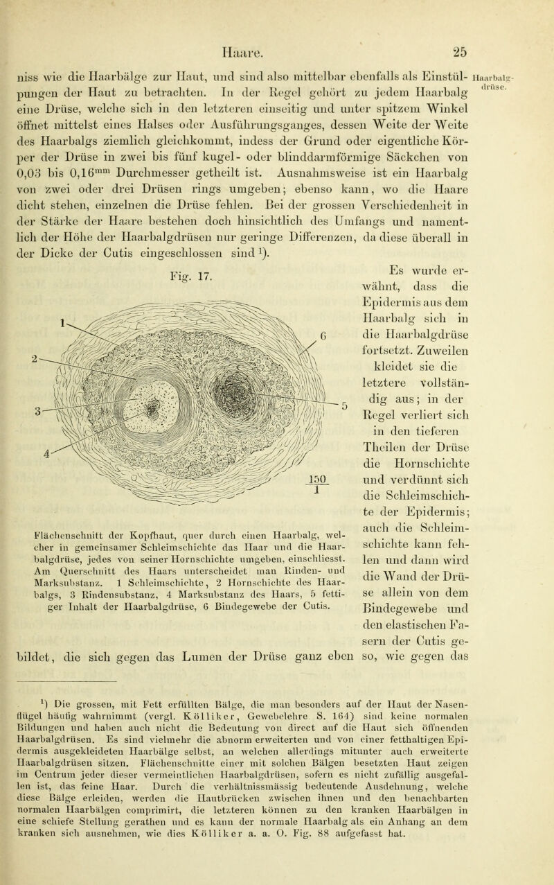 niss wie die Haarbälge zur Haut, und sind also mittelbar ebenfalls als Einstül- Haarba pungen der Haut zu betrachten. In der Kegel gehört zu jedem Haarbalg drüs< eine Drüse, welche sich in den letzteren einseitig und unter spitzem Winkel öffnet mittelst eines Halses oder Ausfuhrungsganges, dessen Weite der Weite des Haarbalgs ziemlich gleichkommt, indess der Grund oder eigentliche Kör- per der Drüse in zwei bis fünf kugel- oder blinddarmförmige Säckchen von 0,03 bis 0,16mm Durchmesser getheilt ist. Ausnahmsweise ist ein Haarbalg von zwei oder drei Drüsen rings umgeben; ebenso kann, wo die Haare dicht stehen, einzelnen die Drüse fehlen. Bei der grossen Verschiedenheit in der Stärke der Haare bestehen doch hinsichtlich des Umfangs und nament- lich der Höhe der Haarbalgdrüsen nur geringe Differenzen, da diese überall in der Dicke der Cutis eingeschlossen sind x). p. 17 Es wurde er- wähnt, dass die Epidermis aus dem Haarbalg sich in die Haarbalgdrüse fortsetzt. Zuweilen kleidet sie die letztere vollstän- dig aus; in der Regel verliert sich in den tieferen Theilen der Drüse die Hornschichte und verdünnt sich die Schleimschieh- te der Epidermis; auch die Schleim- schichte kann feh- len und dann wird die Wand der Drü- se allein von dem Bindegewebe und den elastischen Fa- sern der Cutis ge- so, wie gegen das Flächenschnitt der Kopfhaut, quer durch einen Haarbalg, wel- cher in gemeinsamer Schleimschichte das Haar und die Haar- balgdrüse, jedes von seiner Hornschichte umgeben, einschliesst. Am Querschnitt des Haars unterscheidet man Rinden- und Marksubstanz. 1 Schleimschichte, 2 Hornschichte des Haar- balgs, 3 Rindensubstanz, 4 Marksubstanz des Haars, 5 fetti- ger Inhalt der Haarbalgdrüse, 6 Bindegewebe der Cutis. bildet, die sich gegen das Lumen der Drüse ganz eben x) Die grossen, mit Fett erfüllten Bälge, die man besonders auf der Haut der Nasen- flügel häufig wahrnimmt (vergl. Kölliker, Gewebelehre S. 164) sind keine normalen Bildungen und haben auch nicht die Bedeutung von direct auf die Haut sich öffnenden Haarbalgdrüsen. Es sind vielmehr die abnorm erweiterten und von einer fetthaltigen Epi- dermis ausgekleideten Haarbälge selbst, an welchen allerdings mitunter auch erweiterte Haarbalgdrüsen sitzen. Flächenschnitte einer mit solchen Bälgen besetzten Haut zeigen im Centrum jeder dieser vermeintlichen Haarbalgdrüsen, sofern es nicht zufällig ausgefal- len ist, das feine Haar. Durch die verhältnissmässig bedeutende Ausdehnung, welche diese Bälge erleiden, werden die Hautbrücken zwischen ihnen und den benachbarten normalen Haarbälgen comprimirt, die letzteren können zu den kranken Haarbälgen in eine schiefe Stellung gerathen und es kann der normale Haarbalg als ein Anhang an dem kranken sich ausnehmen, wie dies Kölliker a. a. 0. Fig. 88 aufgefasst hat.