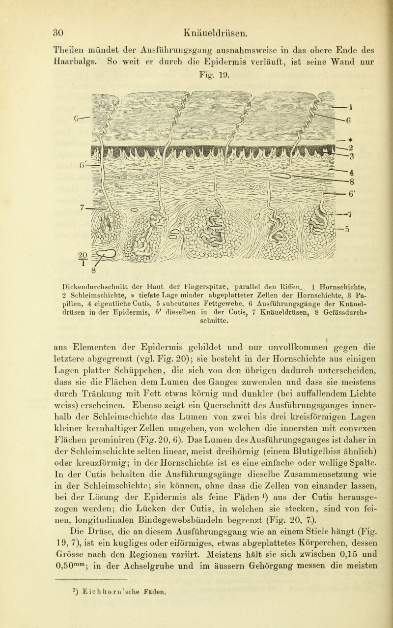 Theilen mündet der Ausführungsgang ausnahmsweise in das obere Ende des Haarbalgs. So weit er durch die Epidermis verläuft, ist seine Wand nur Fig. 19. 6—'II Dickendurchschnitt der Haut der Fingerspitze, parallel den Riffen. 1 Hornschichte, 2 Schleimschichte, * tiefete Lage minder abgeplatteter Zellen der Hornschichte, 3 Pa- pillen, 4 eigentliche Cutis, 5 subcutanes Fettgewebe, 6 Ausführungsgänge der Knäuel- drüsen in der Epidermis, 6' dieselben in der Cutis, 7 Knäueldrüsen, 8 Gefässdurch- schnitte. aus Elementen der Epidermis gebildet und nur unvollkommen gegen die letztere abgegrenzt (vgl. Fig. 20); sie besteht in der Hornschichte aus einigen Lagen platter Schüppchen, die sich von den übrigen dadurch unterscheiden, dass sie die Flächen dem Lumen des Ganges zuwenden und dass sie meistens durch Tränkung mit Fett etwas körnig und dunkler (bei auffallendem Lichte weiss) erscheinen. Ebenso zeigt ein Querschnitt des Ausführungsganges inner- halb der Schleimschichte das Lumen von zwei bis drei kreisförmigen Lagen kleiner kernhaltiger Zellen umgeben, von welchen die innersten mit convexen Flächen prominiren (Fig. 20, 6). Das Lumen des Ausführungsganges ist daher in der Schleimschichte selten linear, meist dreihörnig (einem Blutigelbiss ähnlich) oder kreuzförmig; in der Hornschichte ist es eine einfache oder wellige Spalte. In der Cutis behalten die Ausführungsgänge dieselbe Zusammensetzung wie in der Schleimschichte; sie können, ohne dass die Zellen von einander lassen, bei der Lösung der Epidermis als feine Fäden J) aus der Cutis herausge- zogen werden; die Lücken der Cutis, in welchen sie stecken, sind von fei- nen, longitudinalen Bindegewebsbündeln begrenzt (Fig. 20, 7>). Die Drüse, die an diesem Ausführungsgang wie an einem Stiele hängt (Fig. 19, 7), ist ein kugliges oder eiförmiges, etwas abgeplattetes Körperchen, dessen Grösse nach den Regionen variirt. Meistens hält sie sich zwischen 0,15 und 0,50mm; in der Achselgrube und im äussern Gehörgang messen die meisten *) Eichhorn'sche Fäden.