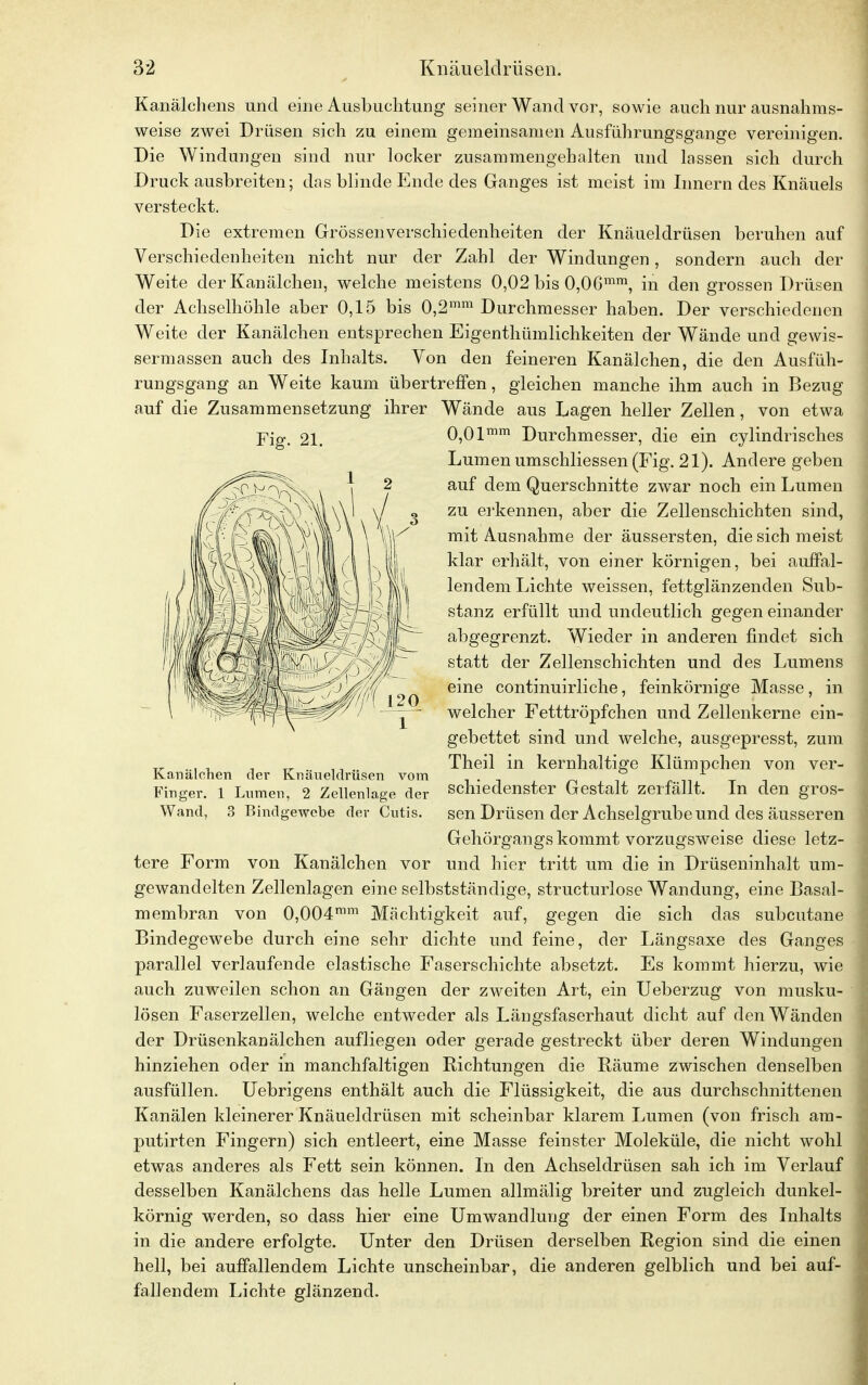 Kanälchens und eine Ausbuchtung seiner Wand vor, sowie auch nur ausnahms- weise zwei Drüsen sich zu einem gemeinsamen Ausführungsgange vereinigen. Die Windungen sind nur locker zusammengehalten und lassen sich durch Druck ausbreiten; das blinde Ende des Ganges ist meist im Innern des Knäuels versteckt. Die extremen Grössenverschiedenheiten der Knäueldrüsen beruhen auf Verschiedenheiten nicht nur der Zahl der Windungen, sondern auch der Weite der Kanälchen, welche meistens 0,02 bis 0,06mm, in den grossen Drüsen der Achselhöhle aber 0,15 bis 0,2mm Durchmesser haben. Der verschiedenen Weite der Kanälchen entsprechen Eigentümlichkeiten der Wände und gewis- sermassen auch des Inhalts. Von den feineren Kanälchen, die den Ausfüh- rungsgang an Weite kaum übertreffen, gleichen manche ihm auch in Bezug auf die Zusammensetzung ihrer Wände aus Lagen heller Zellen, von etwa 0,0 lmm Durchmesser, die ein cylindrisches Lumen umschliessen (Fig. 21). Andere geben auf dem Querschnitte zwar noch ein Lumen zu erkennen, aber die Zellenschichten sind, mit Ausnahme der äussersten, die sich meist klar erhält, von einer körnigen, bei auffal- lendem Lichte weissen, fettglänzenden Sub- stanz erfüllt und undeutlich gegen einander abgegrenzt. Wieder in anderen findet sich statt der Zellenschichten und des Lumens eine continuirliche, feinkörnige Masse, in welcher Fetttröpfchen und Zellenkerne ein- gebettet sind und welche, ausgepresst, zum tr ... , , TT , _ Theil in kernhaltige Klümpchen von ver- Kanalchen der Knäueldrüsen vom . ° 1 Finger. 1 Lumen, 2 Zellenlage der scmedenster Gestalt zerfällt. In den gros- Wand, 3 Bindgewebe der Cutis, sen Drüsen der Achselgrube und des äusseren Gehörgangs kommt vorzugsweise diese letz- tere Form von Kanälchen vor und hier tritt um die in Drüseninhalt um- gewandelten Zellenlagen eine selbstständige, structurlose Wandung, eine Basal- membran von 0,004mm Mächtigkeit auf, gegen die sich das subcutane Bindegewebe durch eine sehr dichte und feine, der Längsaxe des Ganges parallel verlaufende elastische Faserschichte absetzt. Es kommt hierzu, wie auch zuweilen schon an Gängen der zweiten Art, ein Ueberzug von musku- lösen Faserzellen, welche entweder als Längsfaserhaut dicht auf den Wänden der Drüsenkanälchen aufliegen oder gerade gestreckt über deren Windungen hinziehen oder in manchfaltigen Richtungen die Räume zwischen denselben ausfüllen. Uebrigens enthält auch die Flüssigkeit, die aus durchschnittenen Kanälen kleinerer Knäueldrüsen mit scheinbar klarem Lumen (von frisch am- putirten Fingern) sich entleert, eine Masse feinster Moleküle, die nicht wohl etwas anderes als Fett sein können. In den Achseldrüsen sah ich im Verlauf desselben Kanälchens das helle Lumen allmälig breiter und zugleich dunkel- körnig werden, so dass hier eine Umwandlung der einen Form des Inhalts in die andere erfolgte. Unter den Drüsen derselben Region sind die einen hell, bei auffallendem Lichte unscheinbar, die anderen gelblich und bei auf- fallendem Lichte glänzend. Fig. 21.