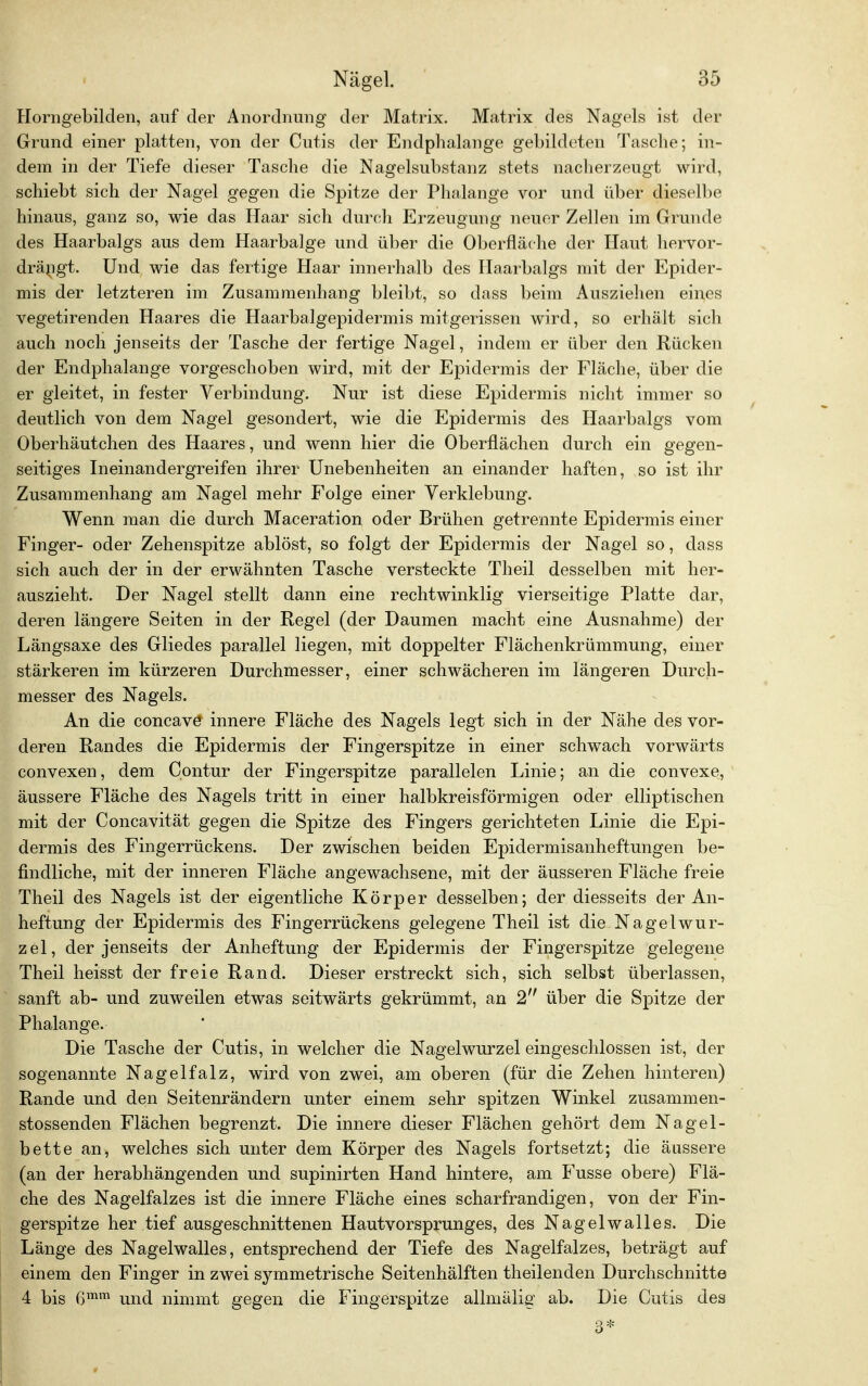 Horngebilden, auf der Anordnung der Matrix. Matrix des Nagels ist der Grund einer platten, von der Cutis der Endphalange gebildeten Tasche; in- dem in der Tiefe dieser Tasche die Nagelsubstanz stets nacherzeugt wird, schiebt sich der Nagel gegen die Spitze der Phalange vor und über dieselbe hinaus, ganz so, wie das Haar sich durch Erzeugung neuer Zellen im Grunde des Haarbalgs aus dem Haarbalge und über die Oberfläche der Haut hervor- drängt. Und wie das fertige Haar innerhalb des Haarbalgs mit der Epider- mis der letzteren im Zusammenhang bleibt, so dass beim Ausziehen eines vegetirenden Haares die Haarbalgepidermis mitgerissen wird, so erhält sich auch noch jenseits der Tasche der fertige Nagel, indem er über den Rücken der Endphalange vorgeschoben wird, mit der Epidermis der Fläche, über die er gleitet, in fester Verbindung. Nur ist diese Epidermis nicht immer so deutlich von dem Nagel gesondert, wie die Epidermis des Haarbalgs vom Oberhäutchen des Haares, und wenn hier die Oberflächen durch ein gegen- seitiges Ineinandergreifen ihrer Unebenheiten an einander haften, so ist ihr Zusammenhang am Nagel mehr Folge einer Verklebung. Wenn man die durch Maceration oder Brühen getrennte Epidermis einer Finger- oder Zehenspitze ablöst, so folgt der Epidermis der Nagel so, dass sich auch der in der erwähnten Tasche versteckte Theil desselben mit her- auszieht. Der Nagel stellt dann eine rechtwinklig vierseitige Platte dar, deren längere Seiten in der Regel (der Daumen macht eine Ausnahme) der Längsaxe des Gliedes parallel liegen, mit doppelter Flächenkrümmung, einer stärkeren im kürzeren Durchmesser, einer schwächeren im längeren Durch- messer des Nagels. An die concave innere Fläche des Nagels legt sich in der Nähe des vor- deren Randes die Epidermis der Fingerspitze in einer schwach vorwärts convexen, dem Contur der Fingerspitze parallelen Linie; an die convexe, äussere Fläche des Nagels tritt in einer halbkreisförmigen oder elliptischen mit der Concavität gegen die Spitze des Fingers gerichteten Linie die Epi- dermis des Fingerrückens. Der zwischen beiden Epidermisanheftungen be- findliche, mit der inneren Fläche angewachsene, mit der äusseren Fläche freie Theil des Nagels ist der eigentliche Körper desselben; der diesseits der An- heftung der Epidermis des Fingerrückens gelegene Theil ist die Na gel Wur- zel, der jenseits der Anheftung der Epidermis der Fingerspitze gelegene Theil heisst der freie Rand. Dieser erstreckt sich, sich selbst überlassen, sanft ab- und zuweilen etwas seitwärts gekrümmt, an 2 über die Spitze der Phalange. Die Tasche der Cutis, in welcher die Nagelwurzel eingeschlossen ist, der sogenannte Nagelfalz, wird von zwei, am oberen (für die Zehen hinteren) Rande und den Seitenrändern unter einem sehr spitzen Winkel zusammen- stossenden Flächen begrenzt. Die innere dieser Flächen gehört dem Nagel- bette an, welches sich unter dem Körper des Nagels fortsetzt; die äussere (an der herabhängenden und supinirten Hand hintere, am Fusse obere) Flä- che des Nagelfalzes ist die innere Fläche eines scharfrandigen, von der Fin- gerspitze her tief ausgeschnittenen Hautvorsprunges, des Nagelwalles. Die Länge des Nagelwalles, entsprechend der Tiefe des Nagelfalzes, beträgt auf einem den Finger in zwei symmetrische Seitenhälften theilenden Durchschnitte 4 bis ßmm und nimmt gegen die Fingerspitze allmälig ab. Die Cutis des 3*