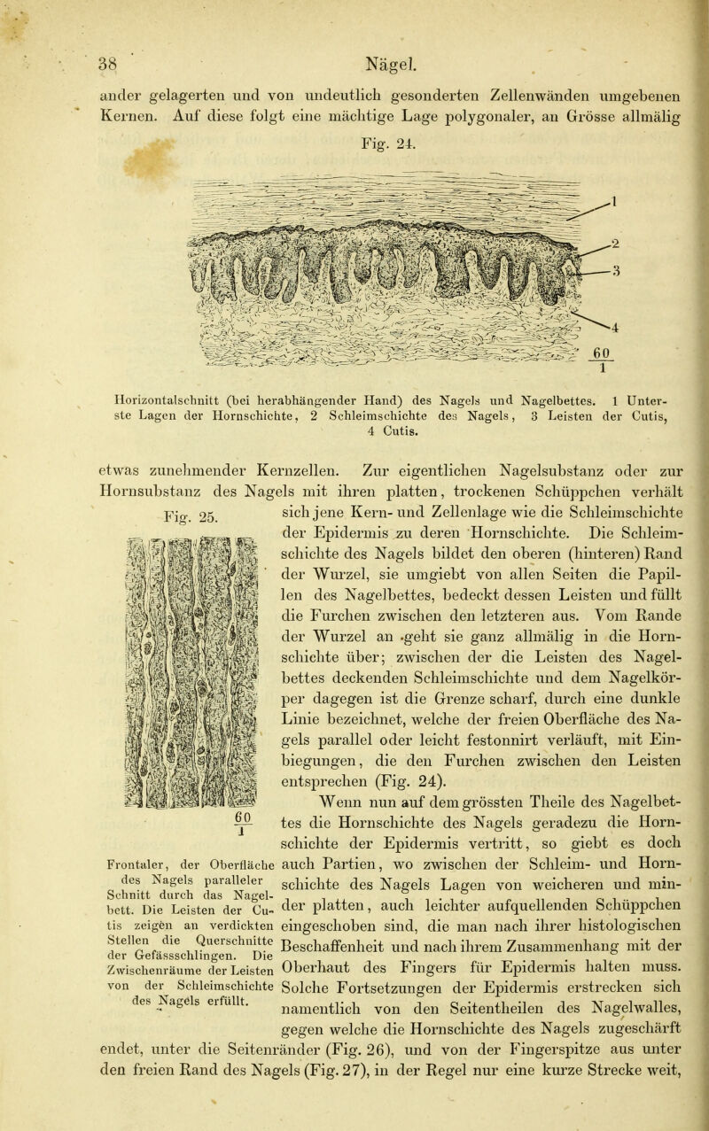 ander gelagerten und von undeutlich gesonderten Zellenwänden umgebenen Kernen. Auf diese folgt eine mächtige Lage polygonaler, an Grösse allmälig Fig. 24. Horizontalschnitt (bei herabhängender Hand) des Nagels und Nagelbettes. 1 Unter- ste Lagen der Hornschichte, 2 Schleimschichte des Nagels, 3 Leisten der Cutis, 4 Cutis. etwas zunehmender Kernzellen. Zur eigentlichen Nagelsubstanz oder zur Hornsubstanz des Nagels mit ihren platten, trockenen Schüppchen verhält Fisr. 25. sich jene Kern-und Zellenlage wie die Schleimschichte der Epidermis zu deren •Hornschichte. Die Schleim- schichte des Nagels bildet den oberen (hinteren) Kand der Wurzel, sie umgiebt von allen Seiten die Papil- len des Nagelbettes, bedeckt dessen Leisten und füllt die Furchen zwischen den letzteren aus. Vom Kande der Wurzel an .geht sie ganz allmälig in die Horn- schichte über; zwischen der die Leisten des Nagel- bettes deckenden Schleimschichte und dem Nagelkör- per dagegen ist die Grenze scharf, durch eine dunkle Linie bezeichnet, welche der freien Oberfläche des Na- gels parallel oder leicht festonnirt verläuft, mit Ein- biegungen , die den Furchen zwischen den Leisten entsprechen (Fig. 24). Wenn nun auf dem grössten Theile des Nagelbet- tes die Hornschichte des Nagels geradezu die Horn- schichte der Epidermis vertritt, so giebt es doch Frontaler, der Oberfläche auch Partien, wo zwischen der Schleim- und Horn- SchnL^dTch cü^el Scllichte deS Nagels Lagen von weicheren und min- bett. Die Leisten der Cu- der Patten, auch leichter aufquellenden Schüppchen tis zeigen an verdickten eingeschoben sind, die man nach ihrer histologischen Stellen die Querschnitte Beschaffenheit und nach ihrem Zusammenhang mit der der Cefassschnngen. Die . . . Zwischenräume der Leisten Oberhaut des Fingers für Epidermis halten muss. von der Schleimschichte Solche Fortsetzungen der Epidermis erstrecken sich des Nagels erfüllt. namentlich von den Seitentheilen des Nagelwalles, gegen welche die Hornschichte des Nagels zugeschärft endet, unter die Seitenränder (Fig. 26), und von der Fingerspitze aus unter den freien Rand des Nagels (Fig. 27), in der Regel nur eine kurze Strecke weit,