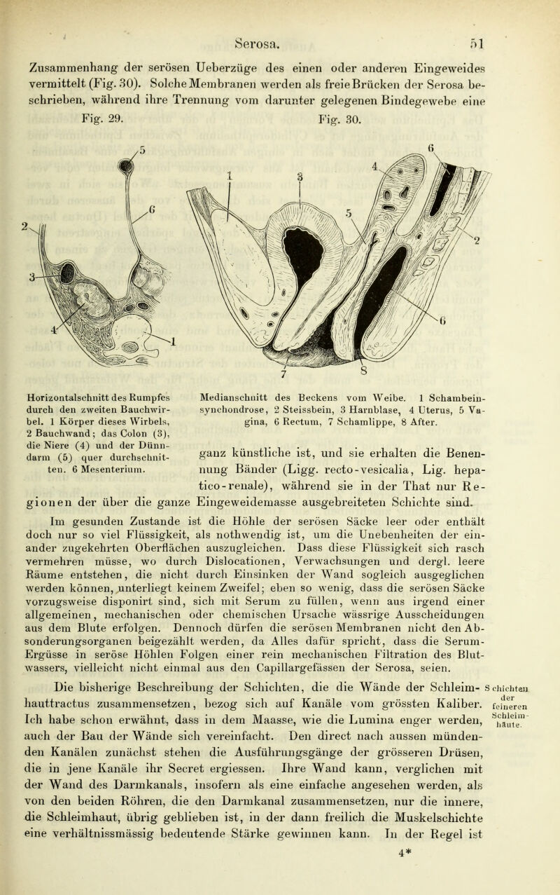 Zusammenhang der serösen Ueberzüge des einen oder anderen Eingeweides vermittelt (Fig. 30). Solche Membranen werden als freie Brücken der Serosa be- schrieben, während ihre Trennung vom darunter gelegenen Bindegewebe eine Fig. 29. Fig. 30. Horizontalschnitt des Rumpfes durch den zweiten Bauchwir- bel. 1 Körper dieses Wirbels, 2 Bauchwand; das Colon (3), die Niere (4) und der Dünn- darm (5) quer durchschnit- ten. 6 Mesenterium. gionen der über die ganze Eingeweidemasse ausgebreiteten Schichte sind. Im gesunden Zustande ist die Höhle der serösen Säcke leer oder enthält doch nur so viel Flüssigkeit, als nothwendig ist, um die Unebenheiten der ein- ander zugekehrten Oberflächen auszugleichen. Dass diese Flüssigkeit sich rasch vermehren müsse, wo durch Dislocationen, Verwachsungen und dergl. leere Räume entstehen, die nicht durch Einsinken der Wand sogleich ausgeglichen werden können, unterliegt keinem Zweifel; eben so wenig, dass die serösen Säcke vorzugsweise disponirt sind, sich mit Serum zu füllen, wenn aus irgend einer allgemeinen, mechanischen oder chemischen Ursache wässrige Ausscheidungen aus dem Blute erfolgen. Dennoch dürfen die serösen Membranen nicht den Ab- sonderungsorganen beigezählt werden, da Alles dafür spricht, dass die Serum- Ergüsse in seröse Höhlen Folgen einer rein mechanischen Filtration des Blut- wassers, vielleicht nicht einmal aus den Capillargefässen der Serosa, seien. Die bisherige Beschreibung der Schichten, die die Wände der Schleim- Schichten hauttractus zusammensetzen, bezog sich auf Kanäle vom grössten Kaliber, feineren Ich habe schon erwähnt, dass in dem Maasse, wie die Lumina enger werden, ^aite auch der Bau der Wände sich vereinfacht. Den direct nach aussen münden- den Kanälen zunächst stehen die Ausführungsgänge der grösseren Drüsen, die in jene Kanäle ihr Secret ergiessen. Ihre Wand kann, verglichen mit der Wand des Darmkanals, insofern als eine einfache angesehen werden, als von den beiden Röhren, die den Darmkanal zusammensetzen, nur die innere, die Schleimhaut, übrig geblieben ist, in der dann freilich die Muskelschichte eine verhältnissmässig bedeutende Stärke gewinnen kann. In der Regel ist 4* Medianschnitt des Beckens vom Weibe. 1 Schambein- synchondrose, 2 Steissbein, 3 Harnblase, 4 Uterus, 5 Va- gina, 6 Rectum, 7 Schamlippe, 8 After. ganz künstliche ist, und sie erhalten die Benen- nung Bänder (Ligg. recto-vesicalia, Lig. hepa- tico-renale), während sie in der That nur Re-