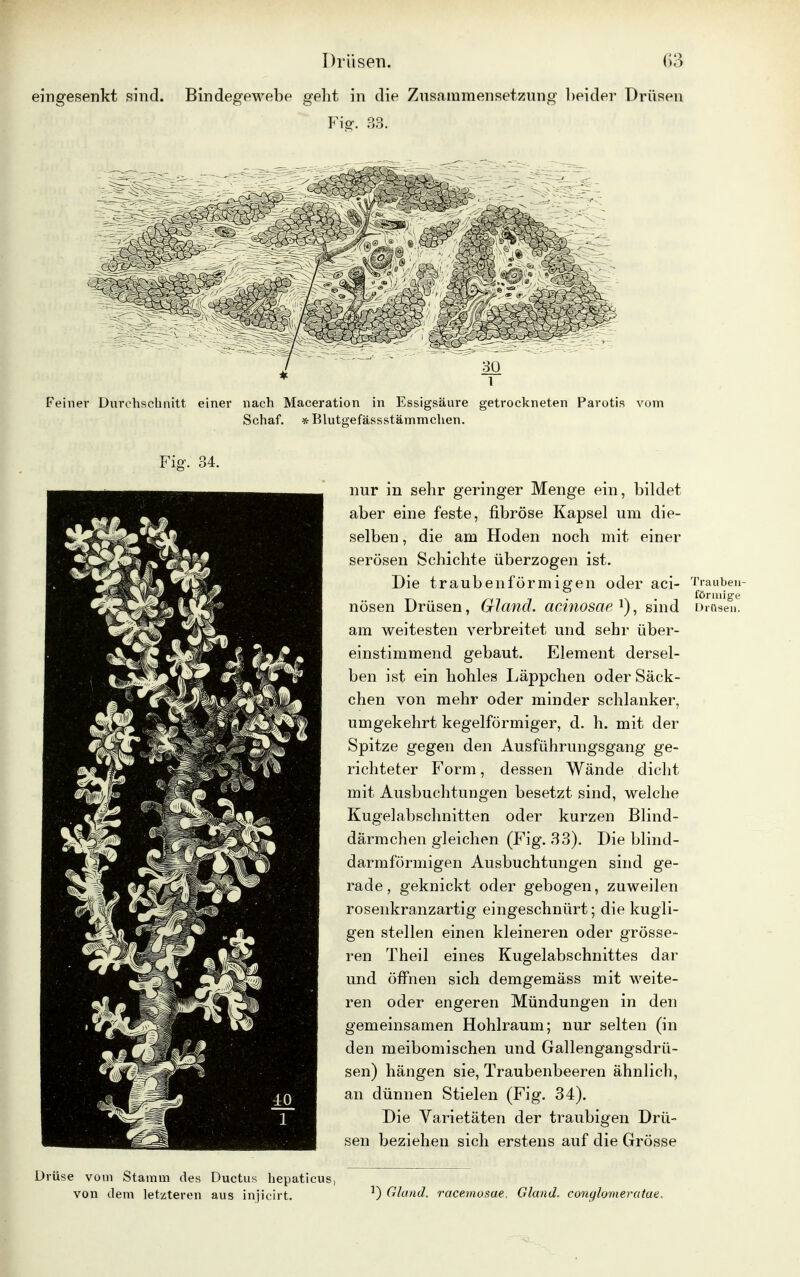 Fig. 34. Drüse vom Stamm des Ductus hepaticus, von dem letzteren aus injicirt. nur in sehr geringer Menge ein, bildet aber eine feste, fibröse Kapsel um die- selben , die am Hoden noch mit einer serösen Schichte überzogen ist. Die traubenförmigen oder aci- Trauben- nösen Drüsen, Gland. acinosae l), sind Drüsen! am weitesten verbreitet und sehr über- einstimmend gebaut. Element dersel- ben ist ein hohles Läppchen oder Säck- chen von mehr oder minder schlanker, umgekehrt kegelförmiger, d. h. mit der Spitze gegen den Ausführungsgang ge- richteter Form, dessen Wände dicht mit Ausbuchtungen besetzt sind, welche Kugelabschnitten oder kurzen Blind- därmchen gleichen (Fig. 33). Die blind- darmförmigen Ausbuchtungen sind ge- rade, geknickt oder gebogen, zuweilen rosenkranzartig eingeschnürt; die kugli- gen stellen einen kleineren oder grösse- ren Theil eines Kugelabschnittes dar und öffnen sich demgemäss mit weite- ren oder engeren Mündungen in den gemeinsamen Hohlraum; nur selten (in den meibomischen und Gallengangsdrü- sen) hängen sie, Traubenbeeren ähnlich, an dünnen Stielen (Fig. 34). Die Varietäten der traubigen Drü- sen beziehen sich erstens auf die Grösse ) Gland. racemusae, Gland. conglomeratae.