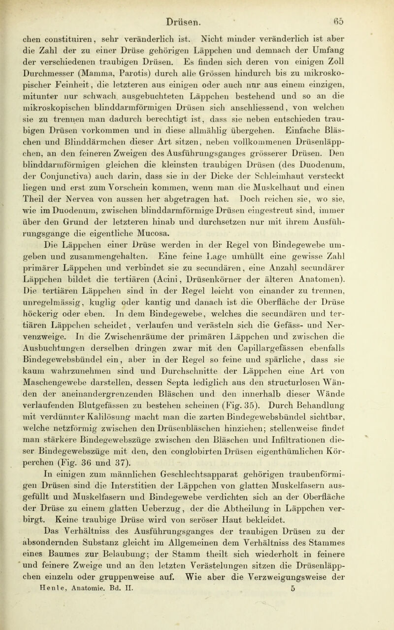 chen constituiren, sehr veränderlich ist. Nicht minder veränderlich ist aber die Zahl der zu einer Drüse gehörigen Läppchen und demnach der Umfang der verschiedenen traubigen Drüsen. Es finden sich deren von einigen Zoll Durchmesser (Mamma, Parotis) durch alie Grössen hindurch bis zu mikrosko- pischer Feinheit, die letzteren aus einigen oder auch nur aus einem einzigen, mitunter nur schwach ausgebuchteten Läppchen bestehend und so an die mikroskopischen blinddarmförmigen Drüsen sich anschliessend, von welchen sie zu trennen man dadurch berechtigt ist , dass sie neben entschieden trau- bigen Drüsen vorkommen und in diese allmählig übergehen. Einfache Bläs- chen und Blinddärmchen dieser Art sitzen, neben vollkommenen Drüsenläpp- chen, an den feineren Zweigen des Ausführungsganges grösserer Drüsen. Den blinddarmförmigen gleichen die kleinsten traubigen Drüsen (des Duodenum, der Conjunctiva) auch darin, dass sie in der Dicke der Schleimhaut versteckt liegen und erst zum Vorschein kommen, wenn man die Muskelhaut und einen Theil der Nervea von aussen her abgetragen hat. Doch reichen sie, wo sie, wie im Duodenum, zwischen blinddarmförmige Drüsen eingestreut sind, immer über den Grund der letzteren hinab und durchsetzen nur mit ihrem Ausfüh- rungsgange die eigentliche Mucosa. Die Läppchen einer Drüse werden in der Regel von Bindegewebe um- geben und zusammengehalten. Eine feine Lage umhüllt eine gewisse Zahl primärer Läppchen und verbindet sie zu secundären, eine Anzahl secundärer Läppchen bildet die tertiären (Acini, Drüsenkörner der älteren Anatomen). Die tertiären Läppchen sind in der Regel leicht von einander zu trennen, unregelmässig, kuglig oder kantig und danach ist die Oberfläche der Drüse höckerig oder eben. In dem Bindegewebe, welches die secundären und ter- tiären Läppchen scheidet, verlaufen und verästeln sich die Gefäss- und Ner- venzweige. In die Zwischenräume der primären Läppchen und zwischen die Ausbuchtungen derselben dringen zwar mit den Capillargefässen ebenfalls Bindegewebsbündel ein, aber in der Regel so feine und spärliche, dass sie kaum wahrzunehmen sind und Durchschnitte der Läppchen eine Art von Maschengewebe darstellen, dessen Septa lediglich aus den strukturlosen Wän- den der aneinandergrenzenden Bläschen und den innerhalb dieser Wände verlaufenden Blutgefässen zu bestehen scheinen (Fig. 35). Durch Behandlung mit verdünnter Kalilösung macht man die zarten Bindegewebsbündel sichtbar, welche netzförmig zwischen den Drüsenbläschen hinziehen; stellenweise findet man stärkere Bindegewebszüge zwischen den Bläschen und Infiltrationen die- ser Bindegewebszüge mit den, den conglobirten Drüsen eigenthümlichen Kör- perchen (Fig. 36 und 37). In einigen zum männlichen Geschlechtsapparat gehörigen traubenförmi= gen Drüsen sind die Interstitien der Läppchen von glatten Muskelfasern aus- gefüllt und Muskelfasern und Bindegewebe verdichten sich an der Oberfläche der Drüse zu einem glatten Ueberzug, der die Abtheilung in Läppchen ver- birgt. Keine traubige Drüse wird von seröser Haut bekleidet. Das Verhältniss des Ausführungsganges der traubigen Drüsen zu der absondernden Substanz gleicht im Allgemeinen dem Verhältniss des Stammes eines Baumes zur Belaubung; der Stamm theilt sich wiederholt in feinere und feinere Zweige und an den letzten Verästelungen sitzen die Drüsenläpp- chen einzeln oder gruppenweise auf. Wie aber die Verzweigungsweise der Henle, Anatomie. Bd. II. 5