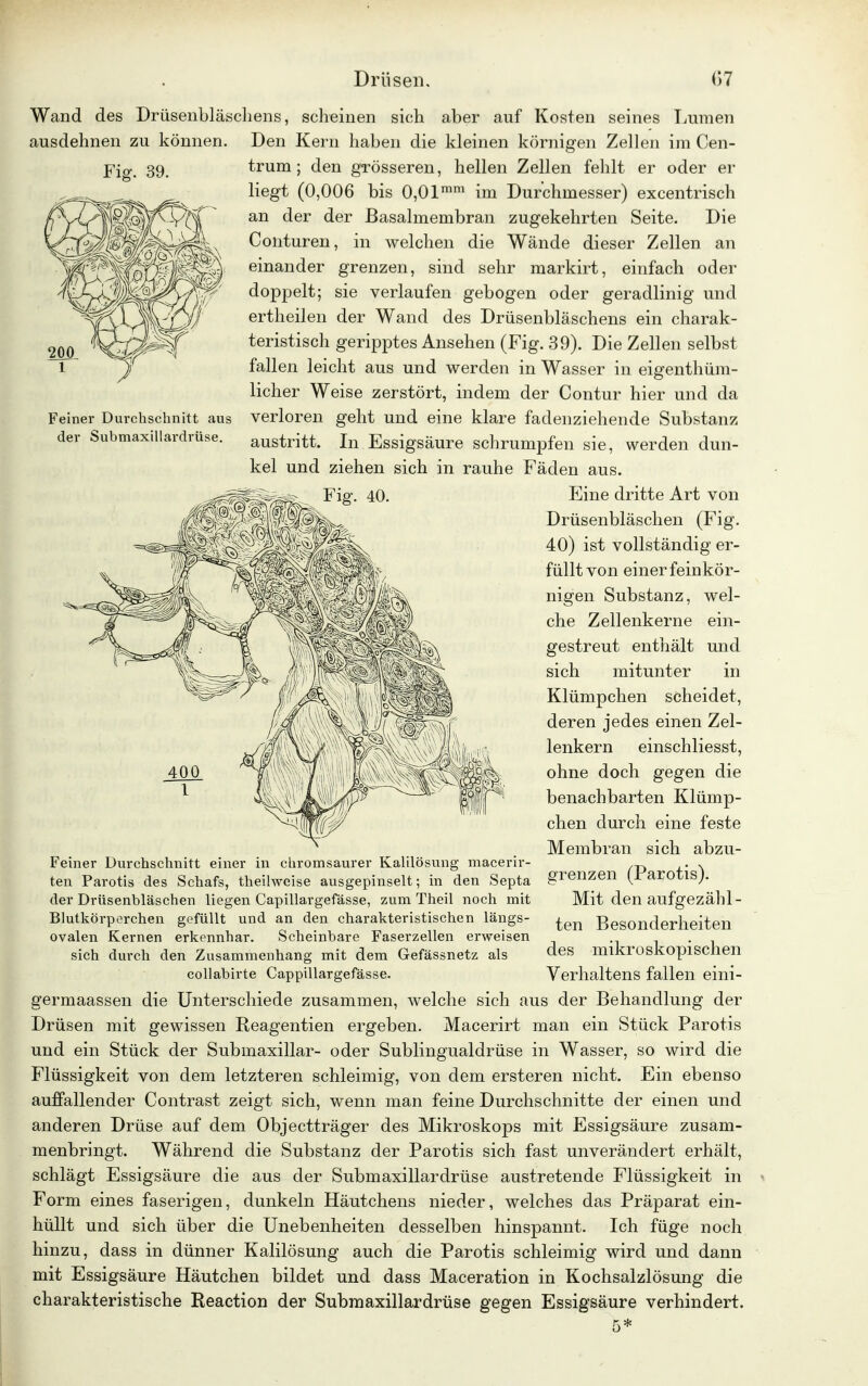 Fig. 39. Wand des Drüsenbläschens, scheinen sich aber auf Kosten seines Lumen ausdehnen zu können. Den Kern haben die kleinen körnigen Zellen im Cen- trum ; den grösseren, hellen Zellen fehlt er oder er liegt (0,006 bis 0,01mm im Durchmesser) excentrisch an der der Basalmembran zugekehrten Seite. Die Conturen, in welchen die Wände dieser Zellen an einander grenzen, sind sehr markirt, einfach oder doppelt; sie verlaufen gebogen oder geradlinig und ertheilen der Wand des Drüsenbläschens ein charak- teristisch geripptes Ansehen (Fig. 39). Die Zellen selbst fallen leicht aus und werden in Wasser in eigentüm- licher Weise zerstört, indem der Contur hier und da verloren geht und eine klare fadenziehende Substanz austritt. In Essigsäure schrumpfen sie, werden dun- kel und ziehen sich in rauhe Fäden aus. Feiner Durchschnitt aus der Submaxillardrüse. Fig. 40. Eine dritte Art von Drüsenbläschen (Fig. 40) ist vollständig er- füllt von einer feinkör- nigen Substanz, wel- che Zellenkerne ein- gestreut enthält und sich mitunter in Klümpchen scheidet, deren jedes einen Zel- lenkern einschliesst, ohne doch gegen die benachbarten Klümp- chen durch eine feste Membran sich abzu- grenzen (Parotis). Mit den aufgezähl- ten Besonderheiten des mikroskopischen Verhaltens fallen eini- Feiner Durchschnitt einer in chromsaurer Kalilösung macerir- ten Parotis des Schafs, theilweise ausgepinselt; in den Septa der Drüsenbläschen liegen Capillargefässe, zum Theil noch mit Blutkörperchen gefüllt und an den charakteristischen längs- ovalen Kernen erkennhar. Scheinbare Faserzellen erweisen sich durch den Zusammenhang mit dem Gefässnetz als collabirte Cappillargefässe. germaassen die Unterschiede zusammen, welche sich aus der Behandlung der Drüsen mit gewissen Reagentien ergeben. Macerirt man ein Stück Parotis und ein Stück der Submaxillar- oder Sublingualdrüse in Wasser, so wird die Flüssigkeit von dem letzteren schleimig, von dem ersteren nicht. Ein ebenso auffallender Contrast zeigt sich, wenn man feine Durchschnitte der einen und anderen Drüse auf dem Objectträger des Mikroskops mit Essigsäure zusam- menbringt. Während die Substanz der Parotis sich fast unverändert erhält, schlägt Essigsäure die aus der Submaxillardrüse austretende Flüssigkeit in Form eines faserigen, dunkeln Häutchens nieder, welches das Präparat ein- hüllt und sich über die Unebenheiten desselben hinspannt. Ich füge noch hinzu, dass in dünner Kalilösung auch die Parotis schleimig wird und dann mit Essigsäure Häutchen bildet und dass Maceration in Kochsalzlösung die charakteristische Keaction der Submaxillardrüse gegen Essigsäure verhindert.