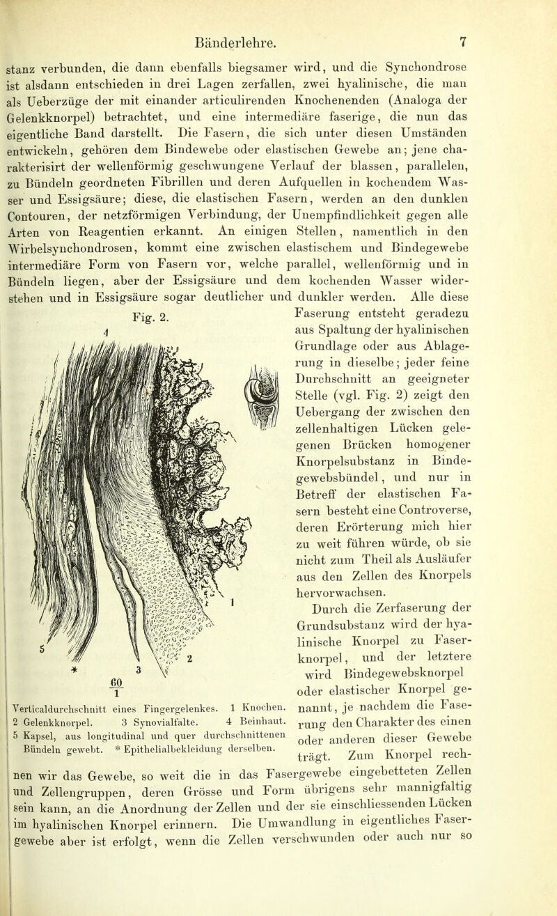 stanz verbunden, die dann ebenfalls biegsamer wird, und die Synchondrose ist alsdann entschieden in drei Lagen zerfallen, zwei hyalinische, die man als Ueberzüge der mit einander articulirenden Knochenenden (Analoga der Gelenkknorpel) betrachtet, und eine intermediäre faserige, die nun das eigentliche Band darstellt. Die Fasern, die sich unter diesen Umständen entwickeln, gehören dem Bindewebe oder elastischen Gewebe an; jene cha- rakterisirt der wellenförmig geschwungene Verlauf der blassen, parallelen, zu Bündeln geordneten Fibrillen und deren Aufquellen in kochendem Was- ser und Essigsäure; diese, die elastischen Fasern, werden an den dunklen Contouren, der netzförmigen Verbindung, der Unempfindlichkeit gegen alle Arten von Reagentien erkannt. An einigen Stellen, namentlich in den Wirbelsynchondrosen, kommt eine zwischen elastischem und Bindegewebe intermediäre Form von Fasern vor, welche parallel, wellenförmig und in Bündeln liegen, aber der Essigsäure und dem kochenden Wasser wider- stehen und in Essigsäure sogar deutlicher und dunkler werden. Alle diese Fig. 2. Faserung entsteht geradezu aus Spaltung der hyalinischen Grundlage oder aus Ablage- rung in dieselbe ; jeder feine Durchschnitt an geeigneter Stelle (vgl. Fig. 2) zeigt den Uebergang der zwischen den zellenhaltigen Lücken gele- genen Brücken homogener Knorpelsubstanz in Binde- gewebsbündel, und nur in Betreff der elastischen Fa- sern besteht eine Controverse, deren Erörterung mich hier zu weit führen würde, ob sie nicht zum Theil als Ausläufer aus den Zellen des Knorpels hervorwachsen. Durch die Zerfaserung der Grundsubstanz wird der hya- linische Knorpel zu Faser- knorpel, und der letztere wird Bindegewebsknorpel oder elastischer Knorpel ge- nannt, je nachdem die Fase- rung den Charakter des einen oder anderen dieser Gewebe trägt. Zum Knorpel rech- nen wir das Gewebe, so weit die in das Fasergewebe eingebetteten Zellen und Zellengruppen, deren Grösse und Form übrigens sehr mannigfaltig sein kann, an die Anordnung der Zellen und der sie einschliessenden Lücken im hyalinischen Knorpel erinnern. Die Umwandlung in eigentliches Faser- gewebe aber ist erfolgt, wenn die Zellen verschwunden oder auch Verticaldurchschnitt eines Fingergelenkes. 2 Gelenkknorpel. 3 Synovialfalte. Knochen. Beinhaut. 5 Kapsel, aus longitudinal und quer durchschnittenen Bündeln gewebt. * Epithelialbekleidung derselben. nur so