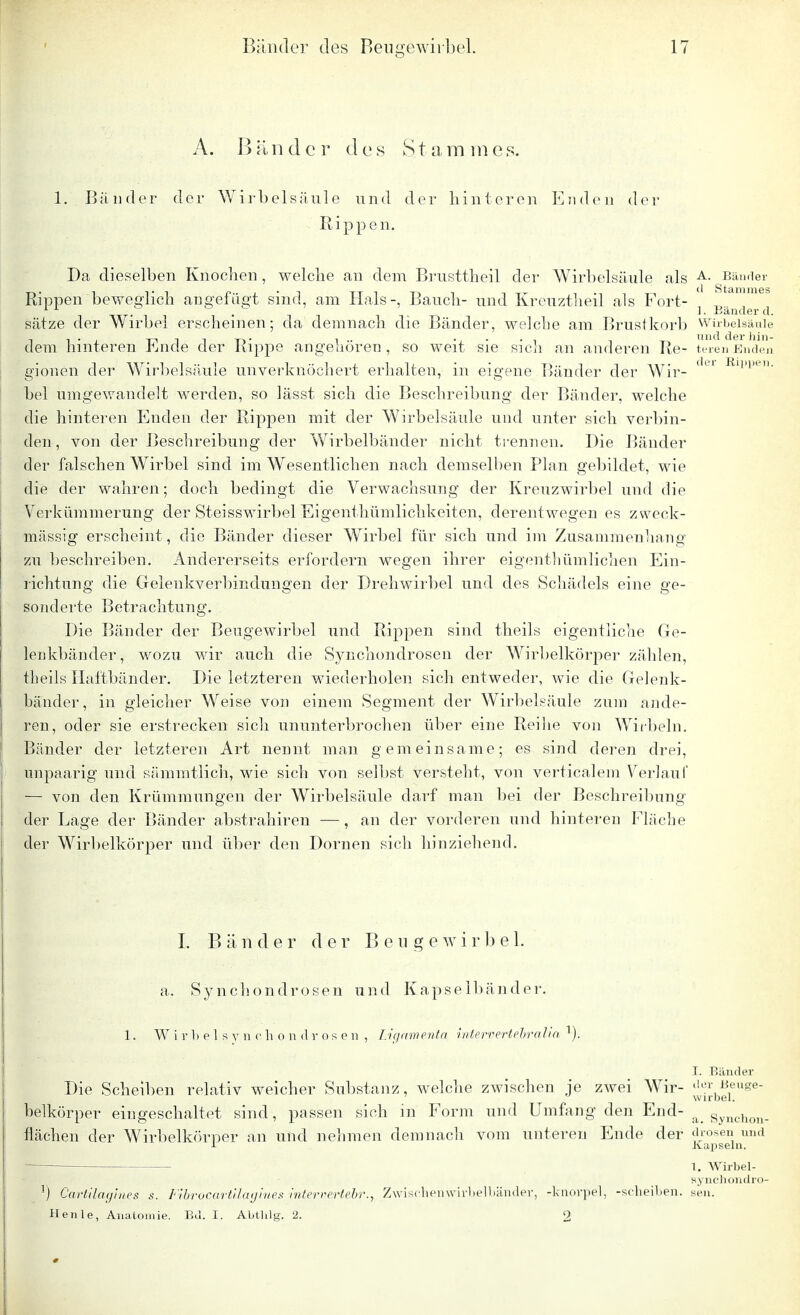 A. B ä. n d c r d c s S t a m 1 n e s. 1. Bänder der Wirbelsäule und der hinteren Enden der Rippen. Da dieselben Knochen, welche an dem Brusttheil der Wirbelsäule als A- Bänder Rippen beweglich angefügt sind, am Hals-, Bauch- und Kreuztheil als Fort- } Bä^^ sätze der Wirbel erscheinen; da demnach die Bänder, welche am Brustkorb Wirbelsäule dem hinteren Ende der Rippe angehören, so weit sie sich an anderen Re- terenEndei gionen der Wirbelsäule unverknöchert erhalten, in eigene Bänder der Wir- 61 Rl|>|)e bei umgewandelt werden, so lässt sich die Beschreibung der Bänder, welche die hinteren Enden der Rippen mit der Wirbelsäule und unter sich verbin- den, von der Beschreibung der Wirbelbänder nicht trennen. Die Bänder der falschen Wirbel sind im Wesentlichen nach demselben Plan gebildet, wie die der wahren; doch bedingt die Verwachsung der Kreuzwirbel und die Verkümmerung der Steisswirbel Eigenthümlichkeiten, derentwegen es zweck- mässig erscheint , die Bänder dieser Wirbel für sich und im Zusammenhang zu beschreiben. Andererseits erfordern wegen ihrer eigenthümlichen Ein- richtung die Gelenkverbindungen der Drehwirbel und des Schädels eine ge- sonderte Betrachtung. Die Bänder der Beugewirbel und Rippen sind theils eigentliche Ge- lenkbänder, wozu wir auch die Synchondrosen der Wirbelkörper zählen, theils Haftbänder. Die letzteren wiederholen sich entweder, wie die Gelenk- bänder, in gleicher Weise von einem Segment der Wirbelsäule zum ande- ren, oder sie erstrecken sich ununterbrochen über eine Reihe von Wirbeln. Bänder der letzteren Art nennt man gemeinsame; es sind deren drei, unpaarig und sämmtlich, wie sich von selbst versteht, von verticalem Verlauf — von den Krümmungen der Wirbelsäule darf man bei der Beschreibung der Lage der Bänder abstrahiren —, an der vorderen und hinteren Fläche der Wirbelkörper und über den Dornen sich hinziehend. I. B ä n d er der Beuge w i r 1) e 1. a. Synchondrosen und Kapseibänder. 1. Wirbels-y.n chondrosen , Ligamenta, intervertebralia 1). T. Bänder Die Scheiben relativ weicher Substanz, welche zwischen je zwei Wir- ^b^euge belkörper eingeschaltet sind, passen sich in Form und Umfang den End- a Synchon. flächen der Wirbelkörper an und nehmen demnach vom unteren Ende der drosen und ■!■ Kapseln. 1. Wirbel- synchondro- ]) Cartüagines s. Fibrocarülagines inlervertebr., Zwischenwirbelbänder, -knorpel, -Scheiben, sen. Henle, Anatomie. Bd. I. Abtbig. 2. 9