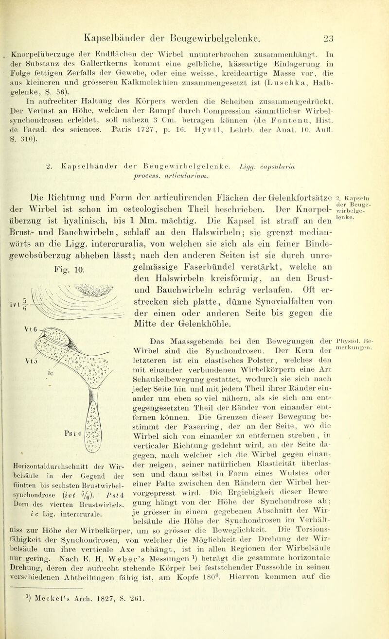 Knorpelüberzuge der Endflächen der Wirbel ununterbrochen zusammenhängt. In der Substanz des Gallertkerns kommt eine gelbliche, käseartige Einlagerung in Folge fettigen Zerfalls der Gewebe, oder eine weisse, kreideartige Masse vor, die aus kleineren und grösseren Kalkmolekülen zusammengesetzt ist (Luschka, Halb- gelenke, S. 56). In aufrechter Haltung des Körpers werden die Scheiben zusammengedrückt. Der Verlust an Höhe, welchen der Kampf durch Compression sämmtlicher Wirbel- synchondrosen erleidet, soll nahezu 3 Cm. betragen können (de Eontenu, Hist. de l'acad. des sciences. Paris 1727, p. 16. Hyrtl, Lehrb. der Anat. 10. Aufl. S. 310). 2. Kapselbänder der Beugewirbelgelenke. Ligg. capsularia process. articnlarium. Die Richtung und Form der articulirenden Flächen der Gelenkfortsätze 2. Kapseln der Wirbel ist schon im osteologischen Theil beschrieben. Der Knorpel- wirbelgc- überzug ist hyalinisch, bis 1 Mm. mächtig. Die Kapsel ist straff an den lenke- Brust- und Bauchwirbeln, schlaff an den Halswirbeln; sie grenzt median- wärts an die Ligg. intercruralia, von welchen sie sich als ein feiner Binde- gewebsüberzug abheben lässt; nach den anderen Seiten ist sie durch unre- gelmässige Faserbündel verstärkt, welche an den Halswirbeln kreisförmig, an den Brust- und Bauchwirbeln schräg verlaufen. Oft er- strecken sich platte, dünne Synovialfalten von der einen oder anderen Seite bis gegen die Mitte der Gelenkhöhle. Das Maassgebende bei den Bewegungen der Physiol. Re- Wirbel sind die Synchondrosen. Der Kern der raerkuI1Sen- letzteren ist ein elastisches Polster, welches den mit einander verbundenen Wirbelkörpern eine Art Schaukelbewegung gestattet, wodurch sie sich nach jeder Seite hin und mit jedem Theil ihrer Bänder ein- ander um eben so viel nähern, als sie sich am ent- gegengesetzten Theil der Bänder von einander ent- fernen können. Die Grenzen dieser Bewegung be- stimmt der Easerring, der an der Seite, wo die Wirbel sich von einander zu entfernen streben , in verticaler Eichtling gedehnt wird, an der Seite da- gegen, nach welcher sich die Wirbel gegen einan- iorizontaldurchschnitt der Wir- der neigen, seiner natürlichen Elasticität überlas- belsäule in der Gegend der sen und dann selbst in Form eines Wulstes oder fünften bis sechsten Brustwirbel- eme1' Falte zwischen den Bändern der Wirbel her- synchondrose (ivt %). Pst4t vorgepresst wird. Die Ergiebigkeit dieser Bewe- Dorn des vierten Brustwirbels, gung hängt von der Höhe der Synchondrose ab; i c Lig. interemrale. Je grösser in einem gegebenen Abschnitt der Wir- belsäule die Höhe der Synchondrosen im Verbalt- niss zur Höhe der Wirbelkörper, um so grösser die Beweglichkeit. Die Torsions- fähigkeit der Synchondrosen, von welcher die Möglichkeit der Drehung der Wir- belsäule um ihre verticale Axe abhängt, ist in allen Regionen der Wirbelsäule nur gering. Nach E. H. Web er's Messungen1) beträgt die gesammte horizontale Drehung, deren der aufrecht stehende Körper bei feststehender Eusssohle in seinen verschiedenen Abtheilungen fähig ist, am Kopfe 180°. Hiervon kommen auf die Fig. 10. :) Meckel's Arch. 1827, S. 261.