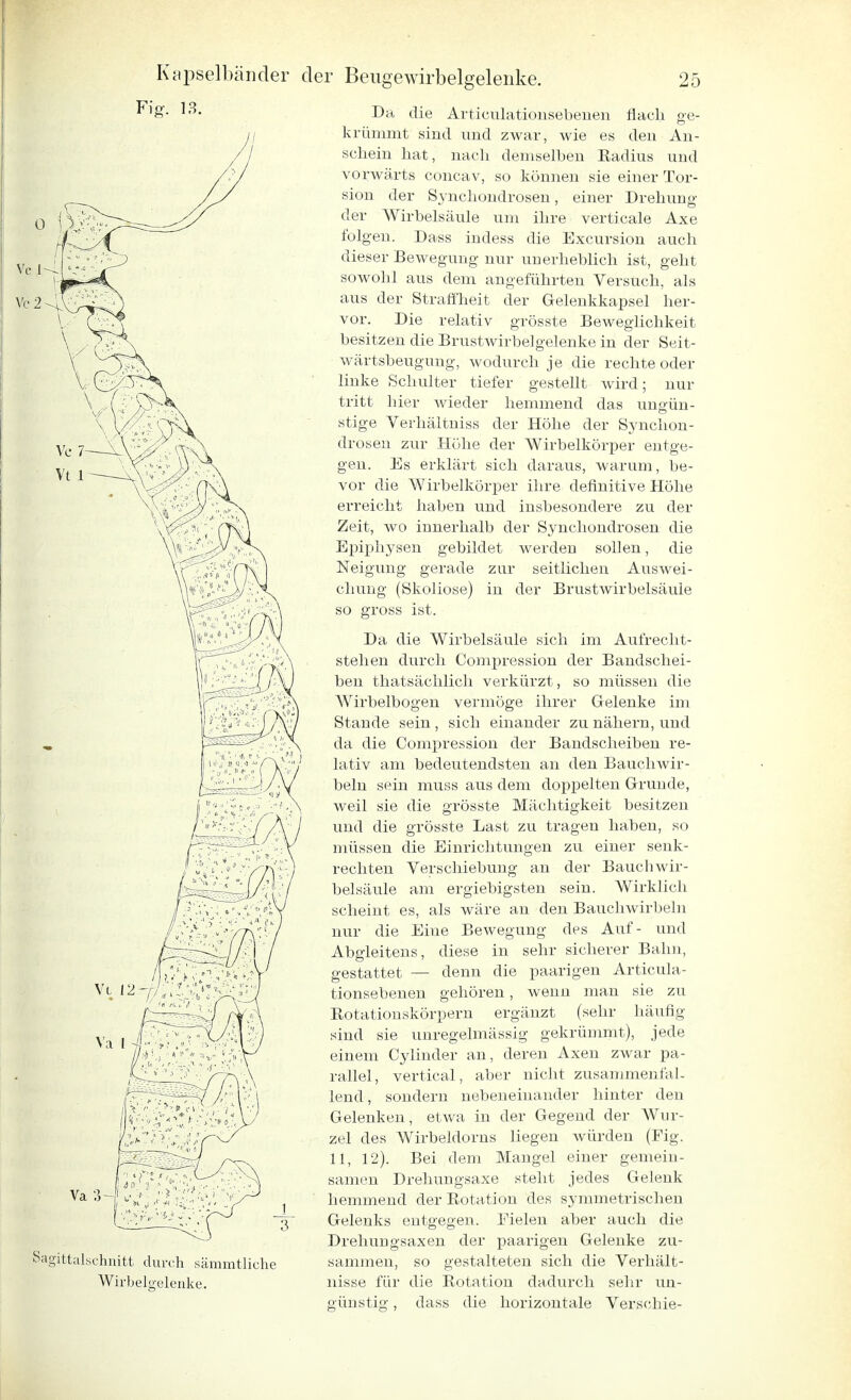 Kapselbänder Fig. 13. ■ägittalschnitt durch sämmtliche Wirbelgelenke. der Beugewirbelgelenke. 25 Da die Articulationsebeuen flach ge- krümmt sind und zwar, wie es den An- schein hat, nach demselben Eadius und vorwärts concav, so können sie einer Tor- sion der Synchondrosen, einer Drehimg der Wirbelsäule um ihre verticale Axe folgen. Dass indess die Excursion auch dieser Bewegung nur unerheblich ist, geht sowohl aus dem angeführten Versuch, als aus der Straffheit der Gelenkkapsel her- vor. Die relativ grösste Beweglichkeit besitzen die Brustwirbelgelenke in der Seit- wärtsbeugung, wodurch je die rechte oder linke Schulter tiefer gestellt wird; nur tritt hier wieder hemmend das ungün- stige Verhältniss der Höhe der Synchon- drosen zur Höhe der Wirbelkörper entge- gen. Es erklärt sich daraus, warum, be- vor die Wirbelkörper ihre definitive Höhe erreicht haben und insbesondere zu der Zeit, wo innerhalb der Synchondrosen die Epiphysen gebildet werden sollen, die Neigung gerade zur seitliehen Auswei- chung (Skoliose) in der Brustwirbelsäuie so gross ist. Da die Wirbelsäule sich im Aufrecht- stehen durch Compression der Bandschei- ben thatsächlich verkürzt, so müssen die Wirbelbogen vermöge ihrer Gelenke im Stande sein , sich einander zu nähern, und da die Compression der Bandscheiben re- lativ am bedeutendsten an den Bauchwir- beln sein muss aus dem doppelten Grunde, weil sie die grösste Mächtigkeit besitzen und die grösste Last zu tragen haben, so müssen die Einrichtungen zu einer senk- rechten Verschiebung an der Bauch Wir- belsäule am ergiebigsten sein. Wirklich scheint es, als wäre an den Bauchwirbeln nur die Eine Bewegung des Auf- und Abgleitens, diese in sehr sicherer Bahn, gestattet — denn die paarigen Articula- tionsebeuen gehören, wenn man sie zu Rotationskörpern ergänzt (sehr häufig siud sie uuregelmässig gekrümmt), jede einem Cylinder an, deren Axen zwar pa- rallel, vertical, aber nicht zusammenfal- lend , sondern nebeneinander hinter den Gelenken, etwa in der Gegend der Wur- zel des Wirbeldoms liegen würden (Fig. 11, 12). Bei dem Mangel einer gemein- samen Drehungsaxe steht jedes Gelenk hemmend der Rotation des symmetrischen Gelenks entgegen. Eielen aber auch die Drehungsaxen der paarigen Gelenke zu- sammen, so gestalteten sich die Verhält- nisse für die Rotation dadurch sehr un- günstig , dass die horizontale Verschie-
