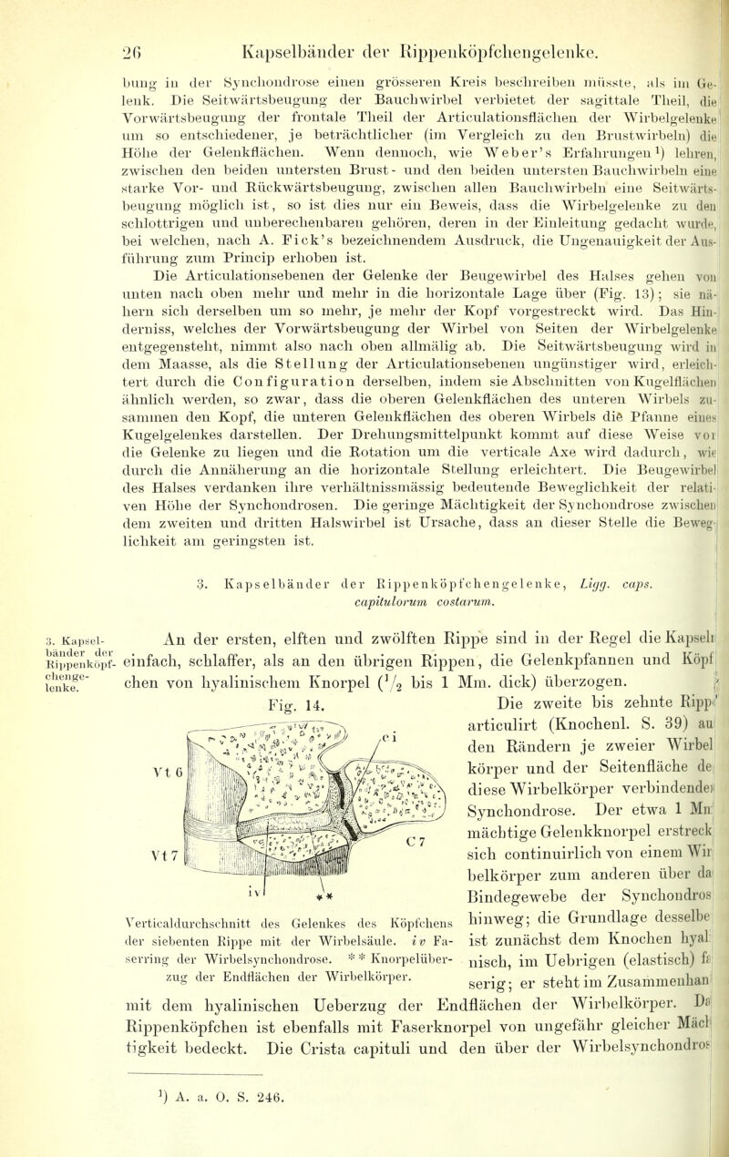 bung iu der Synchondrose einen grösseren Kreis beschreiben miisste, als im Ge- lenk. Die Seitwärtsbeugung der Bauchwirbel verbietet der sagittale Theil, die Vorwärtsbeugung der froutale Theil der Articulationsflächen der Wirbelgelenkel um so entschiedener, je beträchtlicher (im Vergleich zu den Brustwirbeln) die Höhe der Gelenkflächen. Wenn dennoch, wie Weber's Erfahrungen1) lehren, zwischen den beiden untersten Brust- und den beiden untersten Bauchwirbeln eine starke Vor- und Rückwärtsbeugung, zwischen allen Bauch wirbeln eine Seitwärts- beugung möglich ist, so ist dies nur ein Beweis, dass die Wirbelgelenke zu <U>n schlottrigen und unberechenbaren gehören, deren in der Einleitung gedacht wurde, bei welchen, nach A. Eick's bezeichnendem Ausdruck, die Ungenauigkeit der Aus- führung zum Princip erhoben ist. Die Articulationsebenen der Gelenke der Beugewirbel des Halses gehen von unten nach oben mehr und mehr in die horizontale Lage über (Eig. 13); sie nä- hern sich derselben um so mehr, je mehr der Kopf vorgestreckt wird. Das Hin derniss, welches der Vorwärtsbeugung der Wirbel von Seiten der AVirbelgelenke entgegensteht, nimmt also nach oben allmälig ab. Die Seitwärtsbeugung wird in dem Maasse, als die Stellung der Articulationsebenen ungünstiger wird, erleich- tert durch die Con figuration derselben, indem sie Abschnitten von KugelfläcliPii ähnlich werden, so zwar, dass die oberen Gelenkflächen des unteren Wirbels zu- sammen den Kopf, die unteren Gelenkflächen des oberen Wirbels die Pfanne eiues Kugelgelenkes darstellen. Der Drehungsmittelpunkt kommt auf diese Weise vor die Gelenke zu liegen und die Rotation um die verticale Axe wird dadurch, wie durch die Annäherung an die horizontale Stellung erleichtert. Die Beugewirbel des Halses verdanken ihre verhältnissmässig bedeutende Beweglichkeit der relati- ven Höhe der Synchondrosen. Die geringe Mächtigkeit der Synchondrose zwischen dem zweiten und dritten Halswirbel ist Ursache, dass an dieser Stelle die Beweg- lichkeit am geringsten ist. 3. Kapsel- bänder der Rippenköpf- chenge- lenke. 3. Kaps elbänder der Rippenköpfchengelenke, Ligg. ca])s. capüulorum costarum. An der ersten, elften und zwölften Rippe sind in der Regel die Kapseli einfach, schlaffer, als an den übrigen Rippen, die Gelenkpfannen und Köpf chen von hyalinischem Knorpel (]/2 bis 1 Mm. dick) überzogen. Die zweite bis zehnte Rippf articulirt (Knochenl. S. 39) au den Rändern je zweier Wirbel körper und der Seitenfläche de: diese Wirbelkörper verbindende]; Synchondrose. Der etwa 1 Mn mächtige Gelenkknorpel erstreck sich continuirlich von einem Wir belkörper zum anderen über da Bindegewebe der Synchondros hinweg; die Grundlage desselbe ist zunächst dem Knochen hyal nisch, im Uebrigen (elastisch) ft, serig; er steht im Zusammenbau mit dem hyalinischen Ueberzug der Endflächen der Wirbelkörper. Ds Rippenköpfchen ist ebenfalls mit Faserknorpel von ungefähr gleicher MäcH tigkeit bedeckt. Die Crista capituli und den über der Wirbelsynchondi-of Vt7 Verticaldurchschnitt des Gelenkes des Köpfchens der siebenten Rippe mit der Wirbelsäule, iv Fa- serring der Wirbelsynchondrose. * * Knorpelüber- zug der Endflächen der Wirbelkörper. ]) A. a. 0. S. 246.