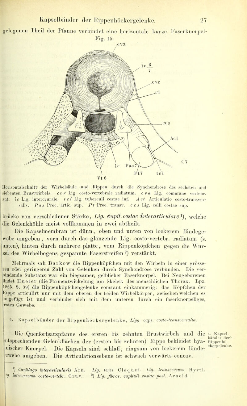 gelegenen Theil der Pfanne verbindet eine horizontale kurze Faserknorpel- Fig. 15. ,cva Yt 6 Horizontalschnitt der Wirbelsäule und Rippen durch die Synchondrose des sechsten und siebenten Brustwirbels, cvr Lig. costo-vertebrale radiatum. cva Lig. commune vertebr. ant. ic Lig. intercrurale. tci Lig. tuberculi costae inf. Act Articulatio costo-transver- salis. Pas Proc. artic. sup. Pt Proc. transv. ccs Lig. colli costae sup. brücke von verschiedener Stärke, Lig. Capit. costae interarticulare1), welche die Gelenkhöhle meist vollkommen in zwei abtheilt. Die Kapselmembran ist dünn, oben und unten von lockerem Bindege- webe umgeben , vorn durch das glänzende Lig. costo-vertebr. radiatum (s. unten), hinten durch mehrere platte, vom Rippenköpfchen gegen die Wur- zel des Wirbelbogens gespannte Faserstreifen 2) verstärkt. Mehrmals sah Barkow die Rippenköpfchen mit den Wirbeln in einer grösse- ren oder geringeren Zahl von Gelenken durch Synchondrose verbunden. Die ver- bindende Substanz war eiu biegsamer, gelblicher Faserknorpel. Bei Neugeborenen findet Hueter (dieFormentwickelung am Skelett des menschlichen Thorax. Lpz. 1865. S. 39) die Rippeuköpfchengelenke constant einkammerig: das Köpfchen der Rippe articulirt nur mit dem oberen der beiden Wirbelkörper, zwischen welchen es Angefügt ist und verbindet sich mit dem unteren durch ein faserknorpeliges, festes Gewebe. 4. Kapselbänder der Ri pp e nhöc k er gel e nke, Llgg. caps. costo-transversalia. I L I Die Querfortsatzpfanne des ersten bis zehnten Brustwirbels und die 4. ^VBf] ntsprechenden Gelenkflächen der (ersten bis zehnten) Rippe bekleidet hya- Rippenhö- inischer Knorpel. Die Kapseln sind schlaff, ringsum von lockerem Binde- ckei^elcilk( ewebe umgeben. Die Articulationsebene ist schwach vorwärts concav. *) Cartilago interarticularis Arn. Lig. teres Cloquet. Lig. transversum Hyrtl. Ug. interosseum costo-vertebr. Cruv. 2) Lig. fibrös, capituli costae post. Arnold.