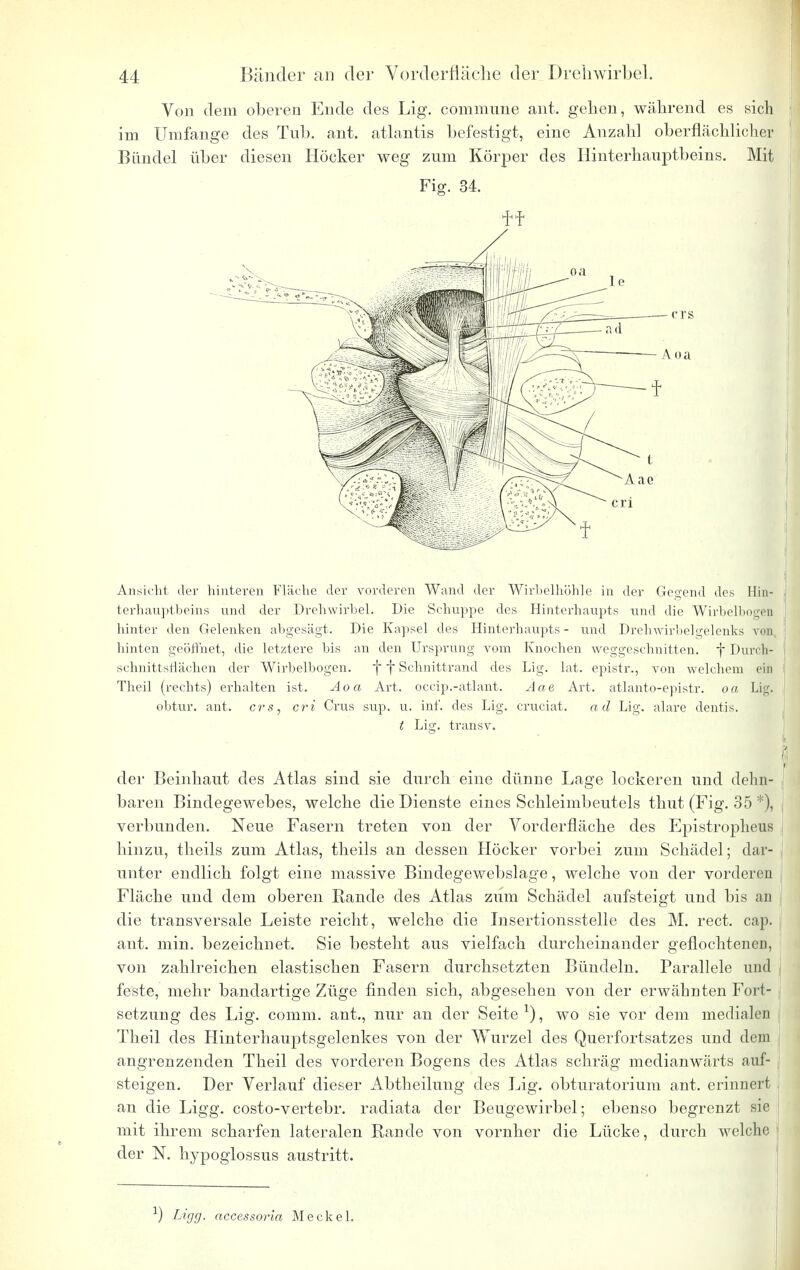 Von dem oberen Ende des Lig. commune ant. gehen, während es sich im Umfange des Tub. ant. atlantis befestigt, eine Anzahl oberflächlicher Bündel über diesen Höcker weg zum Körper des Hinterhauptbeins. Mit Fig. 34. Ansicht der hinteren Fläche der vorderen Wand der Wirbelhöhle in der Gegend des Hin- terhauptbeins und der Dreliwirbel. Die Schuppe des Hinterhaupts und die WirbelbogeD hinter den Gelenken abgesägt. Die Kapsel des Hinterhaupts - und Drehwirbelgelenks von hinten geöffnet, die letztere bis an den Ursprung vom Knochen weggeschnitten, j* Durch» schnittsrlächen der Wirbelbogen. f f Schnittrand des Lig. lat. epistr., von welchem ein Theil (rechts) erhalten ist. Aoa Art. occip.-atlant. Aae Art. atlanto-epistr. oa Lig. obtur. ant. ers, cri Crus sup. u. inf. des Lig. cruciat. ad Lig. alare dentis. t Lig. transv. der Beinhaut des Atlas sind sie durch eine dünne Lage lockeren und dehn- baren Bindegewebes, welche die Dienste eines Schleimbeutels thut (Fig. 35 *), verbunden. Neue Fasern treten von der Vorderfläche des Epistropheus hinzu, theils zum Atlas, theils an dessen Höcker vorbei zum Schädel; dar- unter endlich folgt eine massive Bindegewebslage, welche von der vorderen Fläche und dem oberen Rande des Atlas zum Schädel aufsteigt und bis an die transversale Leiste reicht, welche die Insertionsstelle des M. rect. cap. ant. min. bezeichnet. Sie besteht aus vielfach durcheinander geflochtenen, von zahlreichen elastischen Fasern durchsetzten Bündeln. Parallele und feste, mehr bandartige Züge finden sich, abgesehen von der erwähnten Fort- setzung des Lig. comm. ant., nur an der Seite1), wo sie vor dem medialen Theil des Hinterhauptsgelenkes von der Wurzel des Querfortsatzes und dem angrenzenden Theil des vorderen Bogens des Atlas schräg medianwärts auf- steigen. Der Verlauf dieser Abtheilung des Lig. obturatorium ant. erinnert an die Ligg. costo-vertebr. radiata der Beugewirbel; ebenso begrenzt sie mit ihrem scharfen lateralen Rande von vornher die Lücke, durch welche der N. hypoglossus austritt. :) Ligg. accessoria Meckel.