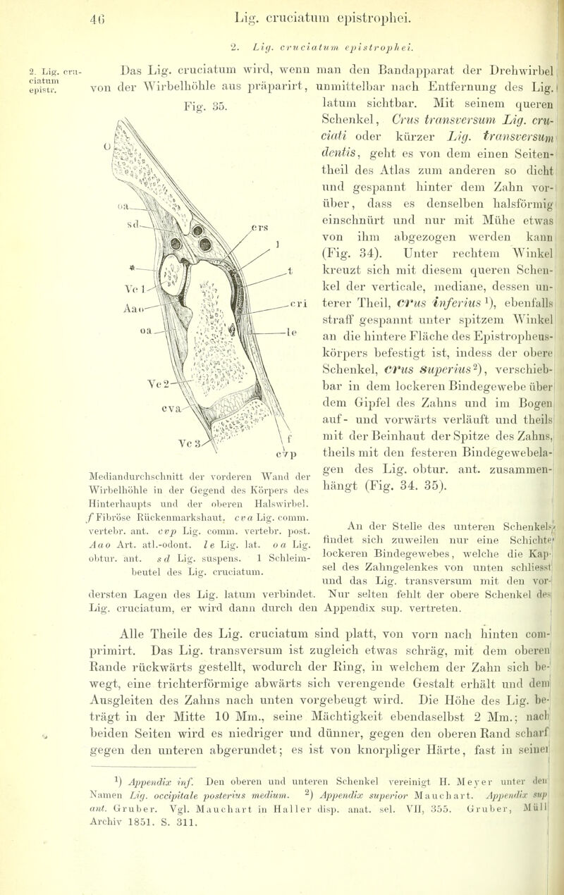 2. Lif>'. cru- ciatüm epistr. 2. Lig. cruciatüm epistrophei. Das Lig. cruciatüm wird, wenn man den Bandapparat der Drehwirbel von der Wirbelhöhle aus präparirt, unmittelbar nach Entfernung des Lig. latum sichtbar. Mit seinem queren Schenkel, Crus transversum Lig. cru- ciati oder kürzer Lig. transversum dentis, geht es von dem einen Seiten* theil des Atlas zum anderen so dicht und gespannt hinter dem Zahn vor- über , dass es denselben halsförmig einschnürt und nur mit Mühe etwas von ihm abgezogen werden kann (Fig. 34). Unter rechtem Winkel] kreuzt sich mit diesem queren Schen- kel der verticale, mediane, dessen un- terer Theil, CTus inferius l), ebenfalls straff gespannt unter spitzem Winkel an die hintere Fläche des Epistropheus- körpers befestigt ist, indess der oberej Schenkel, CVus Superius2), verschieb- bar in dem lockeren Bindegewebe über dem Gipfel des Zahns und im Bogen auf- und vorwärts verläuft und theils1 mit der Beinhaut der Spitze des Zahns, theils mit den festeren Bindegewebela- gen des Lig. obtur. ant. zusammen- hängt (Fig. 34. 35). Mediandurchschnitt der vorderen Wand der Wirbelhöhle in der Gegend des Körpers des Hinterhaupts und der oberen Halswirbel. /Fibröse Rückenmarkshaut, cva Lig. comm. vertebr. ant. cvp Lig. comm. vertebr. post. Aao Art. atl.-odont. le Lig. lat. oa Lig. obtur. ant. s d Lig. suspens. 1 Schleim- beutel des Lig. cruciatüm. dersten Lagen des Lig. latum verbindet. An der Stelle des unteren Schenkels-/ findet sich zuweilen nur eine Schiebtej lockeren Bindegewebes, welche die Kap- sel des Zahngelenkes von unten schlifssi und das Lig. transversum mit den vor- Nur selten fehlt der obere Schenkel des Lig. cruciatüm, er wird dann durch den Appendix sup. vertreten. Alle Theile des Lig. cruciatüm sind platt, von vorn nach hinten com- primirt. Das Lig. transversum ist zugleich etwas schräg, mit dem oberen Rande rückwärts gestellt, wodurch der Ring, in welchem der Zahn sich be-1 wegt, eine trichterförmige abwärts sich verengende Gestalt erhält und dein Ausgleiten des Zahns nach unten vorgebeugt wird. Die Höhe des Lig. be- trägt in der Mitte 10 Min., seine Mächtigkeit ebendaselbst 2 Mm.; nach beiden Seiten wird es niedriger und dünner, gegen den oberen Rand scharf gegen den unteren abgerundet; es ist von knorpliger Härte, fast in seiner *) Appendix inf. Den oberen und unteren Schenkel vereinigt H. Meyer unter den Namen Lig. occipitale, posterius medium. 2) Appendix superior Mauchart. Appendix sup ant. Gruber. Vgl. Mauchart in Haller disp. anat. sei. VII, 355. Gruber, Müll Archiv 1851. S. 311.