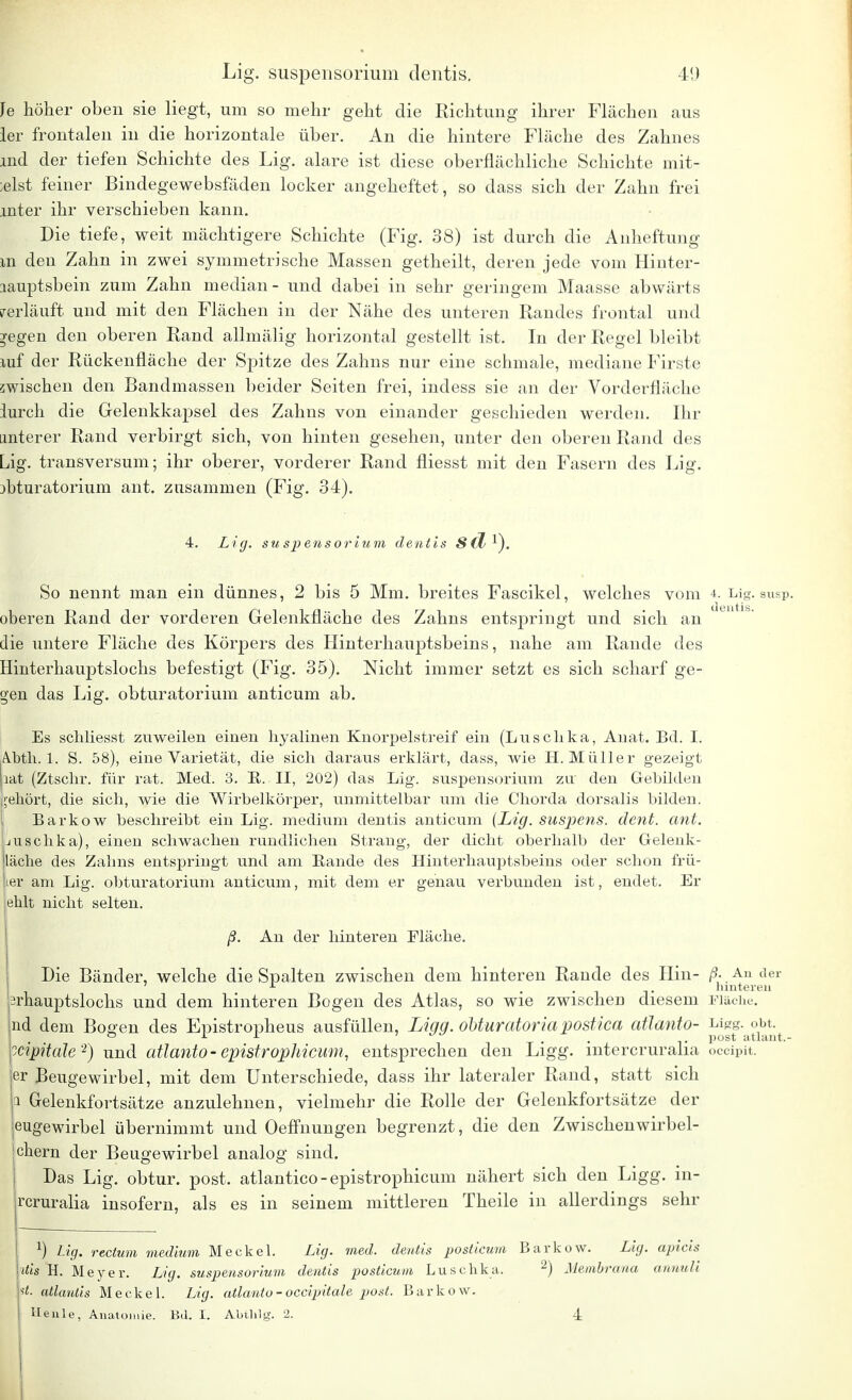 Lig. Suspensorium dentis, 4!) Fe höher oben sie liegt, um so mehr geht die Richtung ihrer Flächen aus ler frontalen in die horizontale über. An die hintere Fläche des Zahnes md der tiefen Schichte des Lig. alare ist diese oberflächliche Schichte mit- bist feiner Bindegewebsfäden locker angeheftet, so dass sich der Zahn frei mter ihr verschieben kann. Die tiefe, weit mächtigere Schichte (Fig. 38) ist durch die Anheftung m den Zahn in zwei symmetrische Massen getheilt, deren jede vom Hinter- lauptsbein zum Zahn median - und dabei in sehr geringem Maasse abwärts verläuft und mit den Flächen in der Nähe des unteren Randes frontal und regen den oberen Rand allmälig horizontal gestellt ist. In der Regel bleibt mf der Rückenfläche der Spitze des Zahns nur eine schmale, mediane Firste zwischen den Bandmassen beider Seiten frei, indess sie an der Vorderfläche iurch die Gelenkkapsel des Zahns von einander geschieden werden. Ihr anterer Rand verbirgt sich, von hinten gesehen, unter den oberen Rand des Lig. transversum; ihr oberer, vorderer Rand fliesst mit den Fasern des Lig. mturatorium ant. zusammen (Fig. 34). 4. Lig. Suspensorium dentis S(ll\ So nennt man ein dünnes, 2 bis 5 Mm. breites Fascikel, welches vom 4. Lig. susp. oberen Rand der vorderen Gelenkfläche des Zahns entspringt und sich an die untere Fläche des Körpers des Hinterhauptsbeins, nahe am Rande des Hinterhauptslochs befestigt (Fig. 35). Nicht immer setzt es sich scharf ge- gen das Lig. obturatorium anticum ab. Es schliesst zuweilen einen hyalinen Knorpelstreif ein (Luschka, Anat. Bd. I. A.bth. 1. S. 58), eine Varietät, die sich daraus erklärt, dass, wie H.Müller gezeigt aat (Ztschr. für rat. Med. 3. B. II, 202) das Lig. Suspensorium zu den Gebilden gehört, die sich, wie die Wirbelkörper, unmittelbar um die Chorda dorsalis bilden. Barkow beschreibt ein Lig. medium dentis anticum (Lig. suspens. dent. ant. Luschka), einen schwachen rundlichen Strang, der dicht oberhalb der Gelenk- läche des Zahns entspringt und am Bande des Hinterhauptsbeins oder schon frü- ier am Lig. obturatorium anticum, mit dem er genau verbunden ist, endet. Er eb.lt nicht selten. ß. An der hinteren Fläche. Die Bänder, welche die Spalten zwischen dem hinteren Rande des Hin- ß-An der ! ' x . hinteren ärhauptslochs und dem hinteren Bogen des Atlas, so wie zwischeu diesem Fläche, nd dem Bogen des Epistropheus ausfüllen, Ligg. obturatoriapostica atlanto- J*JJ-a°J£t itipitale2) und atlanto -epistrophicum, entsprechen den Ligg. intercruralia oecipit. er Beugewirbel, mit dem Unterschiede, dass ihr lateraler Rand, statt sich a Gelenkfortsätze anzulehnen, vielmehr die Rolle der Gelenkfortsätze der eugewirbel übernimmt und Oeffnungen begrenzt, die den Zwischenwirbel- ! ehern der Beugewirbel analog sind. I Das Lig. obtur. post. atlantico - epistrophicum nähert sich den Ligg. in- rcruralia insofern, als es in seinem mittleren Theile in allerdings sehr x) Lig. rectum medium Meckel. Lig. med. dentis posticum Barkow. Lig. apicis litis H. Meyer. Lig. Suspensorium dentis posticum Luschka. 2) Membrana annuli ^. atlantis Meckel. Lig. atlanto - occipitale post. Barkow.