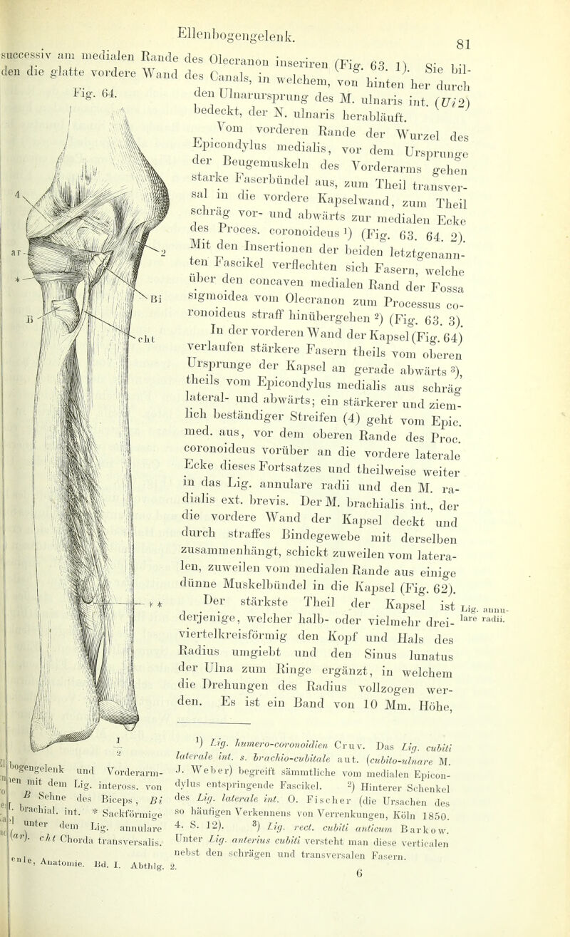 TfT ^ medialen Rande des Oleeranon inseriren (Fi. 63 1) Si 1 n den dle glatte vordere Wand des Canals, in welchen,! Von'Sen WIrl Fig. 64. ljogengelenk und Vorderarm- en mit dem Lig. inteross. von 5 Sehne des Biceps , Bi brachial, int. * Sackförmige unter dem Lig. annulare cht Chorda transversalis. \ar). e,lJe, Auatomi den Ulnarursprung des M. ulnaris int (Ui2) bedeckt, der N. ulnaris herabläuft Vom vorderen Rande der Wurzel des Epicondylus medialis, vor dem Ursprünge der Beugemuskeln des Vorderarms gehen starke Haserbündel aus, zum Theil transver- sal m die vordere Kapselwand, zum Theil schräg vor- und abwärts zur medialen Ecke des Prpces. coronoideus i) (Fig. 63. 64. 2) Mit den Insertionen der beiden letztgenann- ten Fascikel verflechten sich Fasern, welche über den concaven medialen Band der Fossa sigmoidea vom Olecranon zum Processus co- ronoideus straff hinübergehen 2) (Fig. 63. 3) In der vorderen Wand der KapseffFig 64) verlaufen stärkere Fasern theils vom oberen Ursprünge der Kapsel an gerade abwärts «), theils vom Epicondylus medialis aus schräg lateral- und abwärts; ein stärkerer und ziem- lich beständiger Streifen (4) geht vom Epic. med. aus, vor dem oberen Rande des Proc coronoideus vorüber an die vordere laterale Ecke dieses Fortsatzes und theilweise weiter m das Lig. annulare radii und den M. ra- dialis ext, brevis. DerM. brachialis int., der die vordere Wand der Kapsel deckt und durch straffes Bindegewebe mit derselben zusammenhängt, schickt zuweilen vom latera- len, zuweilen vom medialen Rande aus einige dünne Muskelbündel in die Kapsel (Fig. 62). Der stärkste Theil der Kapsel ist Lig. a« derjenige, welcher halb- oder vielmehr drei- lare radiL viertelkreisförmig den Kopf und Hals des Radius umgiebt und den Sinus lunatus der Ulna zum Ringe ergänzt, in welchem die Drehungen des Radius vollzogen wer- den. Es ist ein Band von 10 Mm. Höhe, Bd. I. Abthlg. 2. J) Lig. humer o-coronoidien Cruv. Das Lig. cubiti laterale int. s. brachio-cubitale aut. {cubito-ulnare M. J. Weber) begreift sämmtliche vom medialen Epicon- dylus entspringende Fascikel. 2) Hinterer Schenkel des Lig. laterale int. 0. Fischer (die Ursachen des so häufigen Verkennens von Verrenkungen, Köln 1850. 4. S. 12). 3) Hy reci cunti anticum Barkow. Unter Lig. anterius cubiti versteht man diese verticalen nebst den schrägen und transversalen Fasern. 6