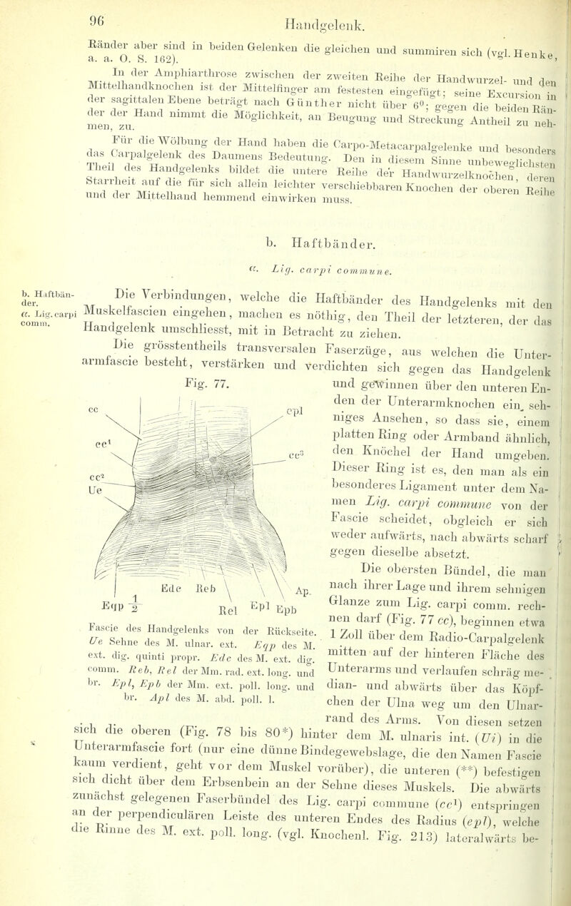 Ränder ab er sind in beiden Gelenken die gleichen und smnmiren sich (vgl. Henke ci-. et • (_) .0,162). ' M-f/^/^^T6 Zwischen der zweite* Beihe der Handwurzel- und den Mittelhandknochen xst der Mittelfinger am festesten eingefügt; seine Excmion j der sagittalenEbene beträgt nach Günther nicht über (lie ,, , ' Ii Tu ~ ****** ^ Beugung und Streckung Intheil 2U nl Für die Wölbung der Hand haben die Carpo-Metacarpalgelenke und besonders das Garpalgelenk des Daumens Bedeutung. Den in diesem Sinne unbewe Theil des Handgelenks bildet die untere Eeihe der Handwurzelknolh^ 7 I Starrheit auf die für sich allein leichter Ter^y^^^^^ ^ und der Mittelhand hemmend einwirken muss. b. Haftbänder, Li g. carpi commune. b. Haftbän- der. a. Lig.carp: comm. Fi e-. 77. cpl Die Verbindungen, welche die Haftbänder des Handgelenks mit den Muskelfasern eingehen, machen es nöthig, den Theil der letzteren, der das Handgelenk umschliesst, mit in Betracht zu ziehen. Hie grösstenteils transversalen Faserzüge, aus welchen die UnteJ armfascie besteht, verstärken und verdichten sich gegen das Handgelenk und gewinnen über den unteren En- den der Unterarmknochen ein^ seh- niges Ansehen, so dass sie, einem platten Ring oder Armband ähnlich, den Knöchel der Hand umgeben. Dieser Ring ist es, den man als ein besonderes Ligament unter dem Na- men Lig. carpi commune von der Fascie scheidet, obgleich er sich weder aufwärts, nach abwärts scharf gegen dieselbe absetzt. Die obersten Bündel, die man nach ihrer Lage und ihrem sehnigen Glänze zum Lig. carpi comm. rech- nen darf (Fig. 77 cc\ beginnen etwa 1 Zoll über dem Radio-Carpalgelenk mitten auf der hinteren Fläche des Unterarms und verlaufen schräg me- dian- und abwärts über das Köpf- chen der Ulna weg um den Ulnar- • , ,. . rand des Arms. Von diesen setzen I sich die oberen (Fig. 78 bis 80*) hinter dem M. ulnaris int. (Vi) in die Unterarmfascie fort (nur eine dünne Bindegewebige, die den Namen Fascie kaum verdient, geht vor dem Muskel vorüber), die unteren (**) befestigen sich dicht über dem Erbsenbein an der Sehne dieses Muskels. Die abwärts zunächst gelegenen Faserbündel des Lig. carpi commune (Cci) entspringen an der perpendiculären Leiste des unteren Endes des Radius (epl), welche I die Rinne des M. ext. poll. long. (vgl. Knochenl. Fig. 213) lateralis be- Eile lieb Ap. Rel EP] Epb Fascie des Handgelenks von der Rückseite. Ue, Sehne des M. ulnar, ext. Eqp des M. ext. dig. quinti propr. Edc des M. ext. dig. comm. Reh, Rel der Mm. rad. ext. long, und br. Epl, Epb der Mm. ext. poll. long, und br. Äpl des M. abd. poll. 1.