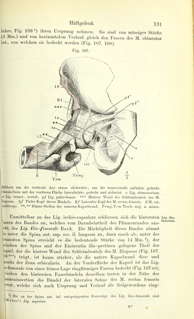 lehre, Fig. 238 *) ihren Ursprung nehmen. Sie sind von massiger Stärke (3 Mm.) und von horizontalem Verlauf, gleich den Fasern des M. obturator int., von welchen sie bedeckt werden (Fig. 107. 108). Fig. 107. Jüftbeiii um die verticale Axe etwas rückwärts, um die transversale aufwärts gedreht. Mchenkelbein mit der vorderen Fläche lateralwärts gedreht und abducirt. o Lig. obturatorium. \a Lig. transv. acetab. pj Lig. pubo-femor. *** Hintere Wand des Schleimbeutels des M. liopsoas. Ip' Tiefer Kopf dieses Muskels. Rf Lateraler Kopf des M. rectus femoris. EM. ext. uadriceps. **,** Dünne Stellen der unteren Kapselwand. Trmj, Trm Troch. maj. u. minor. | Unmittelbar an das Lig. ischio-capsulare schliessen sich die hintersten Lig. iiio- asern des Bandes an, welches vom Darmbeintheil des Pfannenrandes aus- eraora e' eht, des Lig. ilio-femorale Bark. Die Mächtigkeit dieses Bandes nimmt is unter die Spina ant. sup. oss. iL langsam zu, dann rasch ab; unter der enannten Spina erreicht es die bedeutende Stärke von 14 Mm. 1); der vischen der Spina und der Eminentia ilio-pectinea gelegene Theil der apsel, der die hintere Wand des Schleimbeutels desM. Iliopsoas (Fig. 107. )9***) trägt, ist kaum stärker, als die untere Kapselwand dies- und jnseits der Zona orbicularis. An der Vordernäche der Kapsel ist das Lig. |o-femorale von einer feinen Lage ringförmiger Fasern bedeckt (Fig. 107^ö); Hachen den hintersten Faserbündeln desselben treten in der Nähe der anneninsertion die Bündel der lateralen Sehne des M. rectus femoris jrvor, welche sich nach Ursprung und Verlauf als freigewordene ring- I X) Die an der Spina ant. inf. entspringenden Faserzüge des Lig. ilio-femorale sind ]j Web er's Lig. superius.