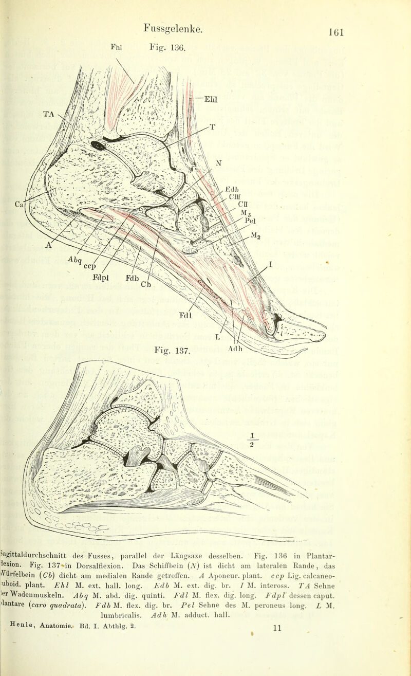 Fhi Fig. 136. Sagittaldurchschnitt des Fusses, parallel der Längsaxe desselben. Fig. 136 in Plantar- lexion. Fig. 137 in Dorsalflexion. Das Schiffbein (iY) ist dicht am lateralen Rande, das *Vürfelbein (Cb) dicht am medialen Rande getroffen. A Aponeur. plant, ccp Lig. calcaneo- uboid. plant. Ehl M. ext. hall. long. Edb M. ext. dig. br. / M. inteross. TA Sehne ler Wadenmuskeln. Abq M. abd. dig. quinti. Fdl M. flex. dig. long. Fdpl dessen caput. 'lantare (caro quadrata). FdbM. flex. dig. br. Pel Sehne des M. peroneus long. L M. lumbricalis. Adh M. adduct. hall. Henle, Anatomie. Bd. I. Abthlg. 2. n > - • ' -,