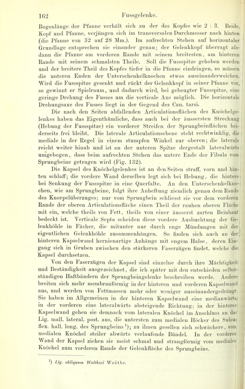 Bogenlänge der Pfanne verhält sich zu der des Kopfes wie 2 : 3. Beide, Kopf und Pfanne, verjüngen sich im transversalen Durchmesser nach hinten (die Pfanne von 32 auf 28 Mm.). Im aufrechten Stehen auf horizontaler Grundlage entsprechen sie einander genau; der Gelenkkopf überragt als- dann die Pfanne am vorderen Kande mit seinem breitesten, am hinteren Kande mit seinem schmälsten Theile. Soll die Fussspitze gehoben werden und der breitere Theil des Kopfes tiefer in die Pfanne eindringen, so müssen die unteren Enden der Unterschenkelknochen etwas auseinanderweichen. Wird die Fussspitze gesenkt und rückt der Gelenkkopf in seiner Pfanne vor, so gewinnt er Spielraum, und dadurch wird, bei gebeugter Fussspitze, eine geringe Drehung des Fusses um die verticale Axe möglich. Die horizontale Drehungsaxe des Fusses liegt in der Gegend des Can. tarsi. Die nach den Seiten abfallenden Articulationsflächen des Knöchelge- lenkes haben das Eigenthümliche, dass auch bei der äussersten Streckung (Hebung der Fussspitze) ein vorderer Streifen der Sprungbeinflächen bei- derseits frei bleibt. Die laterale Articulationsebene steht rechtwinklig, die mediale in der Regel in einem stumpfen Winkel zur oberen; die laterale reicht weiter hinab und ist an der unteren Spitze dergestalt lateralwärts umgebogen, dass beim aufrechten Stehen das untere Ende der Fibula vom Sprungbeine getragen wird (Fig. 132). Die Kapsel des Knöchelgelenkes ist an den Seiten straff, vorn und hin- ten schlaff; die vordere Wand derselben legt sich bei Hebung, die hintere bei Senkung der Fussspitze in eine Querfalte. An den Unterschenkelkno-1 chen, wie am Sprungbeine, folgt ihre Anheftung ziemlich genau dem Rande i des Knorpelüberzuges; nur vom Sprungbein schliesst sie vor dem vorderen Rande der oberen Articulationsfiäche einen Theil der rauhen oberen Fläche mit ein, welche theils von Fett, theils von einer äusserst zarten Beinhaut bedeckt ist. Verticale Septa scheiden diese vordere Ausbuchtung der Ge-, lenkhöhle in Fächer, die mitunter nur durch enge Mündungen mit den eigentlichen Gelenkhöhle zusammenhängen. So finden sich auch an der; hinteren Kapselwand hernienartige Anhänge mit engem Halse, deren Ein- gang sich in Gruben zwischen den stärkeren Faserzügen findet, welche die Kapsel durchsetzen. Von den Faserzügen der Kapsel sind einzelne durch ihre Mächtigkeit und Beständigkeit ausgezeichnet, die ich später mit den entschieden selbst-; ständigen Haftbändern der Sprungbeingelenke beschreiben werde. Andere breiten sich mehr membranförmig in der hinteren und vorderen Kapselwand aus, und werden von Fettmassen mehr oder weniger auseinandergedräugt Sie haben im Allgemeinen in der hinteren Kapselwand eine medianwärta in der vorderen eine lateralwärts absteigende Richtung; in der hintere] Kapselwand gehen sie demnach vom lateralen Knöchel im Anschluss an daf Lig. mall, lateral, post. aus, die untersten zum medialen Höcker des Sulcm flex. hall. long, des Sprungbeins *); zu ihnen gesellen sich schwächere, von medialen Knöchel steiler abwärts verlaufende Bündel. In der vordeni Wand der Kapsel ziehen sie meist schmal und strangförmig vom mediale] Knöchel zum vorderen Rande der Gelenkfläche des Sprungbeins. r) Lig. obliquum Waltheri Weitbr.